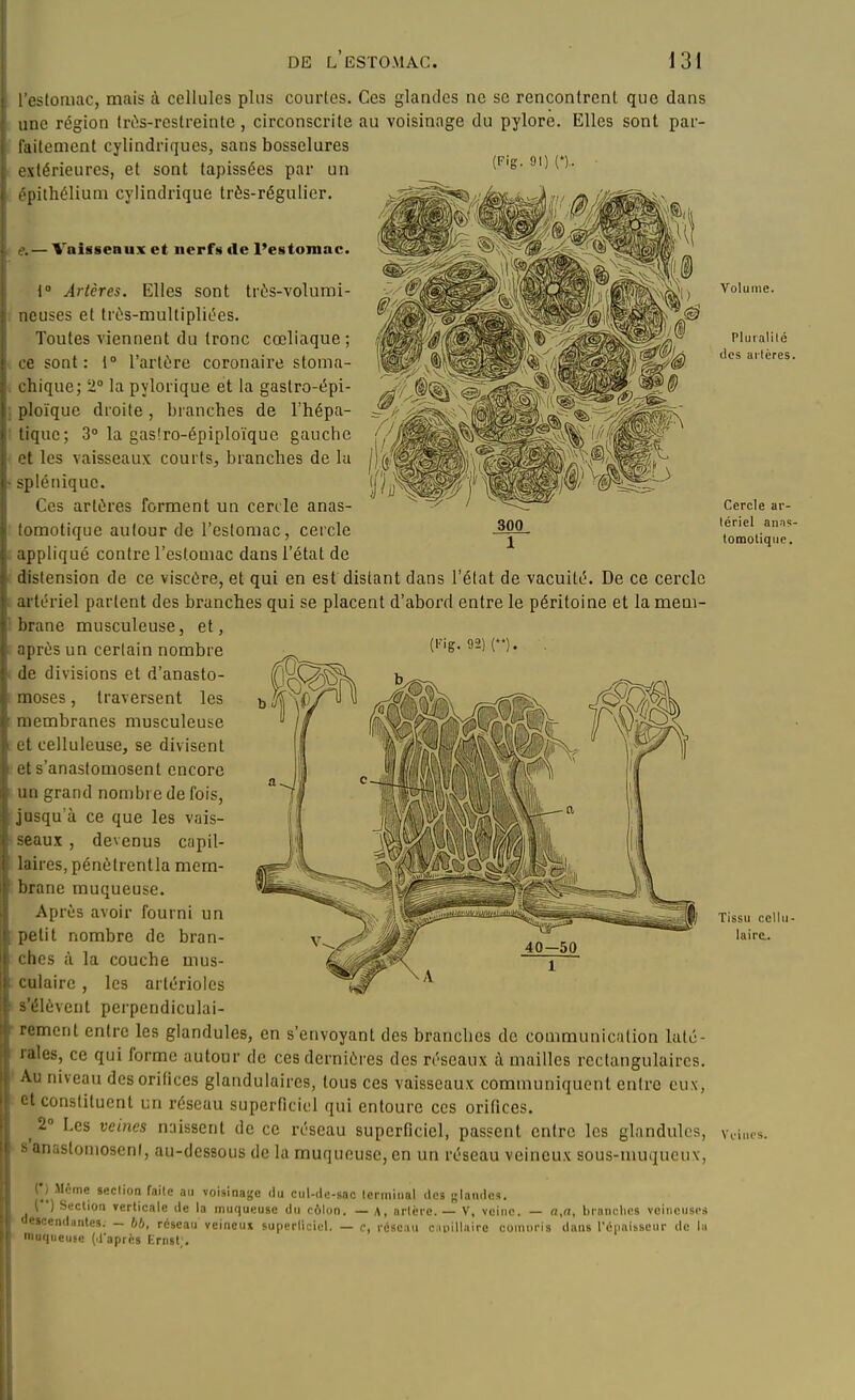 l'estomac, mais à cellules plus courtes. Ces glandes ne se rencontrent que dans une région (rés-restreinte, circonscrite au voisinage du pylore. Elles sont par- faitement cylindriques, sans bosselures extérieures, et sont tapissées par un . pithélium cylindrique très-régulier. 91) (*),. 300 . — Vaisseaux et nerfs de Pestomac. i Artères. Elles sont très-volumi- neuses et Irès-multipliées. Toutes viennent du tronc cœliaque ; 0 sont: 1° l'artère coronaire stoma- chique; 2° la pylorique et la gastro-épi- ploïque droite, branches de l'hépa- tique; 3 la gaslro-épiploïquc gauche Qt les vaisseaux courts, branches de la ,-pIéniquc. Ces artères forment un cercle anas- tomotique autour de l'estomac, cercle appliqué contre l'estomac dans l'état de distension de ce viscère, et qui en est distant dans l'état de vacuité. De ce cercle artériel partent des branches qui se placent d'aboi'd entre le péritoine et la mem- brane musculeuse, et, après un certain nombre C'ig-9-) (*')• de divisions et d'anasto- moses , traversent les membranes musculeuse et celluleuse, se divisent et s'anastomosent encore un grand nombre de fois, jusqu'à ce que les vais- seaux , devenus capil- laires, pénètrentla mem- brane muqueuse. Après avoir fourni un petit nombre de bran- ches à la couche mus- culaire , les artériolcs s'élèvent perpendiculai- • remcnt entre les giandules, en s'envoyant des branches de communication laté- rales, ce qui forme autour de ces dernières des réseaux à mailles rectangulaires. ' Au niveau des orifices glandulaires, tous ces vaisseaux communiquent entre eux, et constituent un réseau superriciol qui entoure ces orifices. ^ 2° Los veines naissent de ce réseau superficiel, passent entre les giandules, s anastomosent, au-dessous de la muqueuse, en un réseau veineux sous-muqucux, (•) Même section faite an voisinage du ciil-dc-sac terminal <1ob glamics. \ ') Section verticale de la muqueuse du côlon. — A, arlcre. — V, veine. — a,a, brandies vcincusos oescendonles. — bb, réseau veineu» superliciel. — c, réseau cipillairc comoris dans l'épaisseur de la muqueuse (l'aprcs Enisl;. Volume. Plui alité des altères. Cercle ar- tériel anas- tomotique. Tissu cellu- laira. Veines.