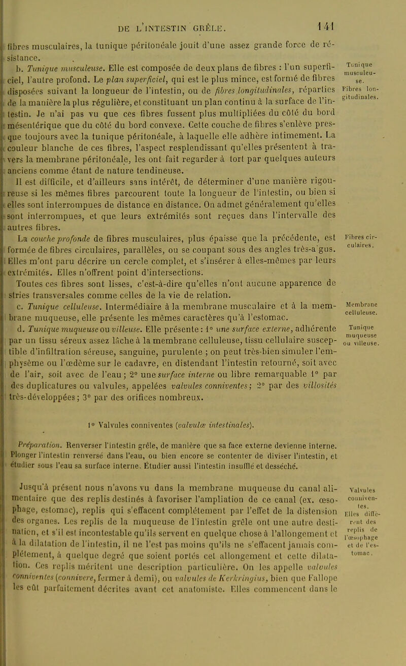 libres musculaires, la lunique pc^-itonéalc jouit d'une assez grande force de v6- -istance. 1). Tunique miisculeuse. Elle est composL'e de deux plans de fibres : l'un superli- ( ici, l'autre profond. Le plan superficiel, qui est le plus mince, est formé de fibres tiisposéi'S suivant la longueur de l'intestin, ou de fibres longitudinales, réparties (le la manière la plus régulière, et constituant un plan continu à la surface de l'in- lestin. Je n'ai pas vu que ces fibres fussent plus multipliées du côté du bord inésentérique que du côté du bord convexe. Cette couche de fibres s'enlève pres- que toujours avec la tunique péritonéale, à laquelle elle adhère intimement. La couleur blanche de ces fibres, l'aspect resplendissant qu'elles présentent à tra- \ers la membrane péritonéale, les ont fait regarder à tort par quelques auteurs anciens comme étant de nature tendineuse. 11 est difficile, et d'ailleurs sans intérêt, de déterminer d'une manière rigou- reuse si les mômes fibres parcourent toute la longueur de l'intestin, ou bien si elles sont interrompues de distance en distance. On admet généralement qu'elles i<m\. interrompues, et que leurs extrémités sont reçues dans l'intervalle des autres fibres. La couche profonde de fibres musculaires, plus épaisse que la précédente, est l ormée de fibres circulaires, parallèles, ou se coupant sous des angles très-a gus. Hes m'ont paru décrire un cercle complet, et s'insérer à elles-mêmes par leurs extrémités. Elles n'offrent point d'intersections. Toutes ces fibres sont lisses, c'est-à-dire qu'elles n'ont aucune apparence de stries transversales comme celles de la vie de i-elation. c. Tunique celluleuse. Intermédiaire à la membrane musculaire et à la mem- brane muqueuse, elle présente les mômes caractères qu'à l'estomac. d. Tunique muqueuse ou villeuse. Elle présente: 1° une surface externe, adhérente par un tissu séreux assez lâche à la membrane celluleuse, tissu cellulaire suscep- tible d'infiltration séreuse, sanguine, purulente ; on peut très-bien simuler l'em- physème ou l'œdème sur le cadavre, en distendant l'intestin retourné, soit avec de l'air, soit avec de l'eau; 2 une surface interne ou libre remarquable 1° par des duplicatures ou valvules, appelées valvules conniventes; i° par des villosités très-développées ; 3° par des orifices nombreux. Tunique inusculeu- se. Fibres lon- gitudinales. Fibres cir- culaires. Membrane celluleuse. Tunique muqueuse ou villeuse. 1» Valvules conniventes {vulvulœ intestinales). Préparation. Renverser l'intestin grêle, de manière que sa face externe devienne interne. Plonger l'intestin renversé dans l'eau, ou bien encore se contenter de diviser l'intestin, et étudier sous l'eau sa surface interne. Étudier aussi l'intestin insulllé et desséché. Jusqu'à présent nous n'avons vu dans la membrane muqueuse du canal ali- mentaire que des replis destinés à favoriser l'ampliation de ce canal (ex. œso- phage, estomac), replis qui s'effacent complètement par l'effet de la distension des organes. Les replis de la muqueuse de l'intestin grôle ont une autre desli- nalicn, et s'il est incontestable qu'ils servent en quelque chose à l'allongement et i la dilatation de l'intestin, il ne l'est pas moins qu'ils ne s'efi'acent jamais coin- plélcment, à quelque degré que soient portés cet allongement et celle dilala- lion. Ces replis niérilcnl une description particulière. On les appelle valvules conniventes (connivcre, fermer à demi), ou valvules de Kcrkringius, bien que Eallope les eût parfaitement décrites avant cet anatoinislc. Elles commencent dans le Valvules couiiivcn- les. l'.Ues (lilTo- rt'iit lies replis lie l'a;sii|ihaj;c el (le l'es- tuinac.