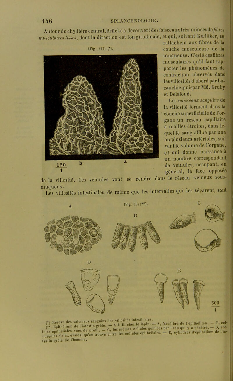 Aulourduchylifùre cenlral,Brucke a découvert des faisceaux très minces de^l^rcs musculaires lisses, dont la direction est Ion gitudinale, et qui, suivant Kœllikcr, se rattachent aux fibres de la (Fig. (9-;) (♦). couche musculeuse de la muqueuse. C'esti\cesGbrcs musculaires qu'il faut rap- porter les phénomènes de contraction observés dans les villosités d'abord par l.a- cauchie,puispar MM. Gruby et Delafond. Les vaisseaux sanguins de la villcsilé forment dans la couche superficielle de l'or- gane un réseau capillaire à mailles étroites, dans le- quel le sang afflue par une ou plusieurs artérioles, sui- vantle volume de l'organe, et qui donne naissance à un nombre correspondant de veinules, occupant, en général, la face opposée de la viUosité. Ces veinules vont se rendre dans le réseau veineux sous-, muqueux. , . , . . i Les villosités intestinales, de même que les intervalles qui les séparent, sont D ■Ai 500 n Résoa.. dos vaisseaux sa„....^ des^inc.i.és in.«.inales^ _ ^ l-.) E,.ill.6tium de 1 'f ^l' ,^/J;;; c Ûul s Bondces par Tcau qui y a ,,.nc:rc. - D, cor- ;:i::JïS;;::v;:::,ï'S;tl;; c^uuies .pu.^.iaies. i e, c,i.d.s d-epi.h.iu. de na. testin grêle de l'homme.