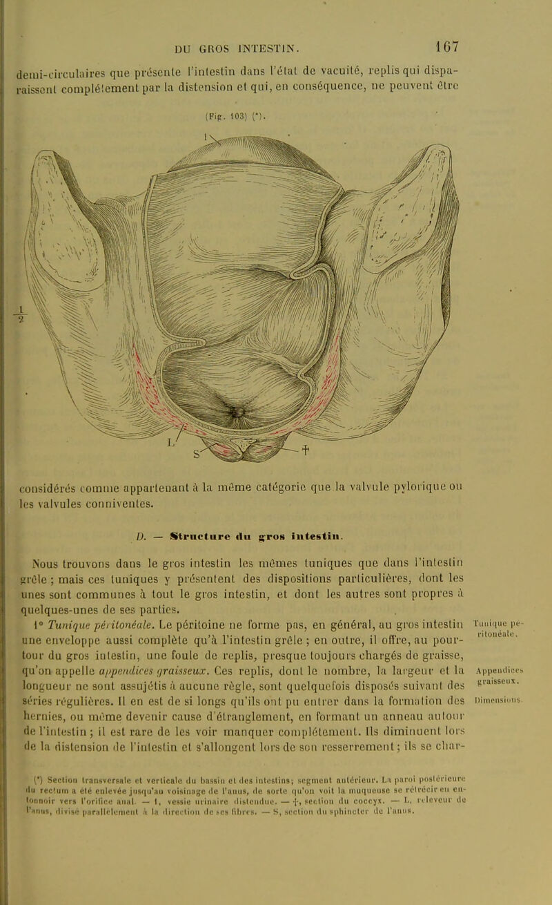 demi-circulaires que prt5sciile l'inlestin clans l'élal de vacuité, replis qui dispa- raisscnl coniplé'.ement par la distension et qui, en conséquence, ne peuvent âtre (Fip. 103) (*). considérés comme appartenant à la môme catégorie que la valvule pyloriquc ou les valvules conniventes. D. — Structure «lu gros iutestin. Nous trouvons dans le gros intestin les mûmes tuniques que dans l'intestin prèle ; mais ces tuniques y présentent des dispositions particulières, dont les unes sont communes à tout le gros intestin, et dont les autres sont propres ;i quelques-unes de ses parties. 1° Tunique péiilonéale. Le péritoine ne Torme pas, en général, au gros intestin Tiniiinie pu- une enveloppe aussi complète qu'à l'intestin grêle ; en outre, il ofTre, au pour-  * tour du gros intestin, une foule de replis, presque toujours chargés de graisse, 'M ti\}^(i\\(i appendices graisseux. Ces replis, dont le nombre, la largeur et la Appendiees longueur ne sont assujélis à aucune règle, sont quelquefois disposés suivant des ^'■'»|sscux. séries régulières. Il en est de si longs qu'ils ont pu entrer dans la formation des nimcnsinns hernies, ou même devenir cause d'étranglement, en formant un anneau autour de rinfeslin ; il est rare de les voir manquer complètement. Us diminuent lors de la distension de l'inlestin et s'allongent lors de son resserrement; ils se cliar- (*) Section transversale et verticale du l)a5sin et des intestins; segment antérieur. La pand posloi ieiin; du rec!um a été enlevée jusqu'au voisinage île l'anus, de sorte qu'on voit la mucpieuse se rélvécirou en- tonnoir vers l'orHicc anal. — 1, vessie urinairc dlslcndue. — pcction du coccyx. — !.. rdcveur do l'iinus, divisé parallclenicnt à la direi-tiou de (.es lihrcs. — S, section du sphincter do l'anus.