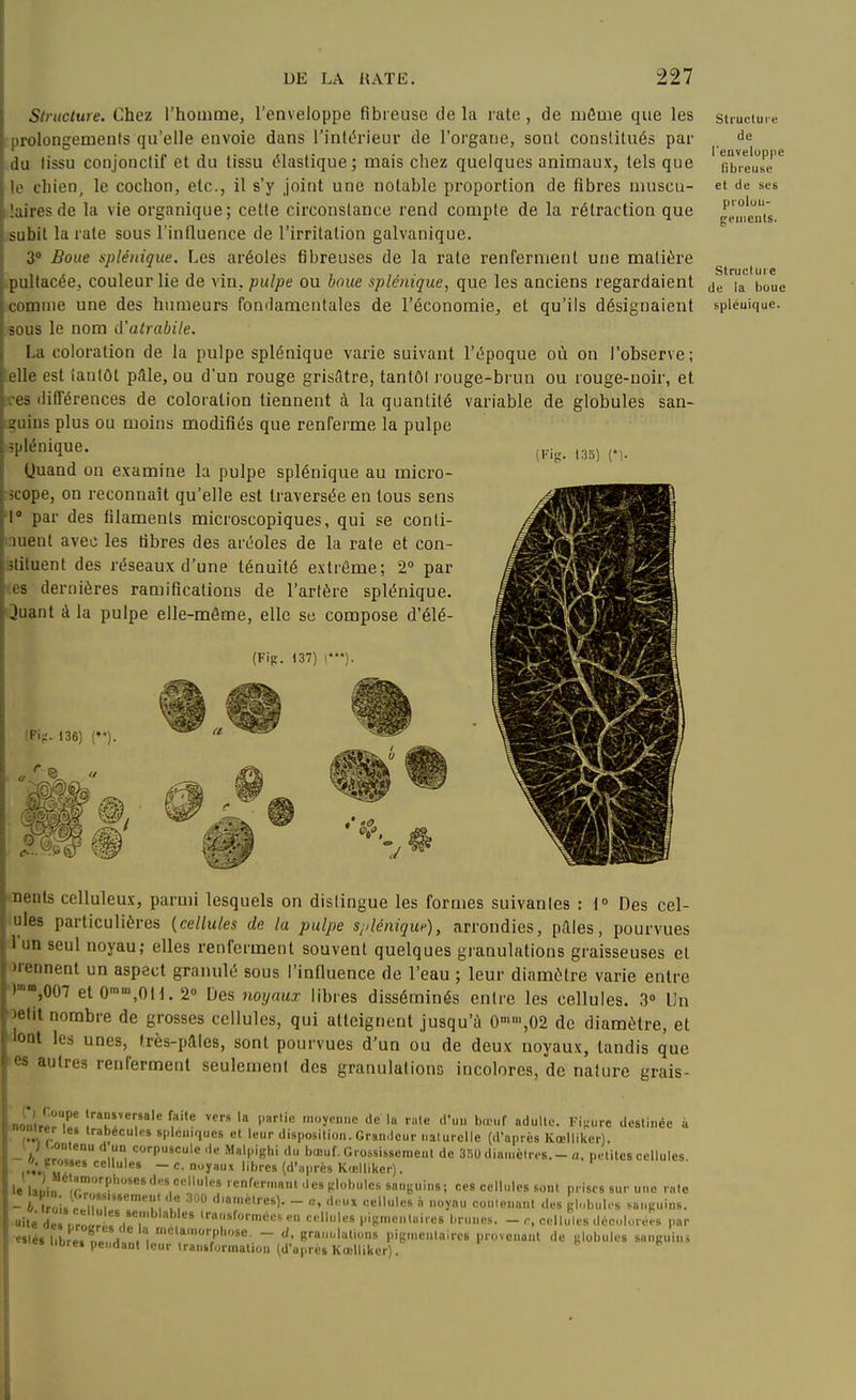 Structure. Chez l'homme, l'enveloppe fibreuse de la late, de môme que les prolongements qu'elle envoie dans l'inlc^'ieur de l'organe, sonl constitués par du lissu conjonclif et du tissu (élastique; mais chez quelques animaux, tels que le chien, le cochon, etc., il s'y Joint une notable proportion de fibres muscu- laires de la vie organique; cette circonstance rend compte de la rétraction que subit la rate sous l'influence de l'irritation galvanique. 3° Boue splénique. Les aréoles fibreuses de la rate renferment une matière pullacée, couleur lie de \\n, pulpe ou boue splénique, que les anciens regardaient comme une des humeurs fondamentales de l'économie, et qu'ils désignaient sous le nom iVatrabile. La coloration de la pulpe splénique varie suivant l'époque où on l'observe; elle est tantôt p.lle, ou d'un rouge grisâtre, tantôt rouge-brun ou rouge-noir, et îres différences de coloration tiennent à la quantité variable de globules san- tguins plus ou moins modifiés que renferme la pulpe splénique. Quand on examine la pulpe splénique au micro- scope, on reconnaît qu'elle est traversée en tous sens 1 par des filaments microscopiques, qui se conti- muent avec les fibres des aréoles de la rate et con- iîlituent des réseaux d'une ténuité extrême; 2° par ■ies dernières ramifications de l'artère splénique. 3uant à la pulpe elle-même, elle se compose d'élé- (Fip. 137) !•). (Pii:. 136) ('*). (Ki-. 135) ri- Dents celluleux, parmi lesquels on dislingue les formes suivantes : 1° Des cel- ules particulières {cellules de la pulpe sjdéniquf), arrondies, pilles, pourvues l'un seul noyau; elles renferment souvent quelques granulations graisseuses et irennent un aspect granulé sous l'influence de l'eau ; leur diamètre varie entre )»»,007 et O'™,OU. 2» Des noyaux libres disséminés entre les cellules. 3» Un oetit nombre de grosses cellules, qui atteignent jusqu'à 0°,02 de diamètre, et ^loat les unes, très-paies, sont pourvues d'un ou de deux noyaux, tandis que es autres renferment seulement des granulations incolores, de nature grais- nôn >oyci.iic de la raie d'u.i b.iM.f adulte. Vv-uvc destinée à nirer les trabecules splciiiques et leur disposition. Grandeur i.alurelle (d'après Koelliker) J M.ontenu d uu corpuscule de Malpighi du bœuf. Grossissement de 350diamètres.-a. pol   ~ ''^ ('l'»l>''ès K<Blliker). le lauin T'^''''«f ''«s t.'hlcs sanj-uins; ces cellules sonl prises su - M oi, r Tl'*''v', u*; '»'«'■•)• - a, d..ux cellules à noyau coulenant des glnlndos ile de , r„l .'7 ' -sforméescn cellules pign.entoires l-r„ues. - r, cellules dccoUue'-.s par lé»l.bre.T,V . , =7'''^« - granulations pign.entaires provenant de «lobules sanguins  iinre» pendant leur Iraniformaliou td'après Kœlliker). petites cellules. sur une rate sanguins. Structuie de l'enveloppe fibreuse et de ses prolon- gements. Structure de la boue splénique.