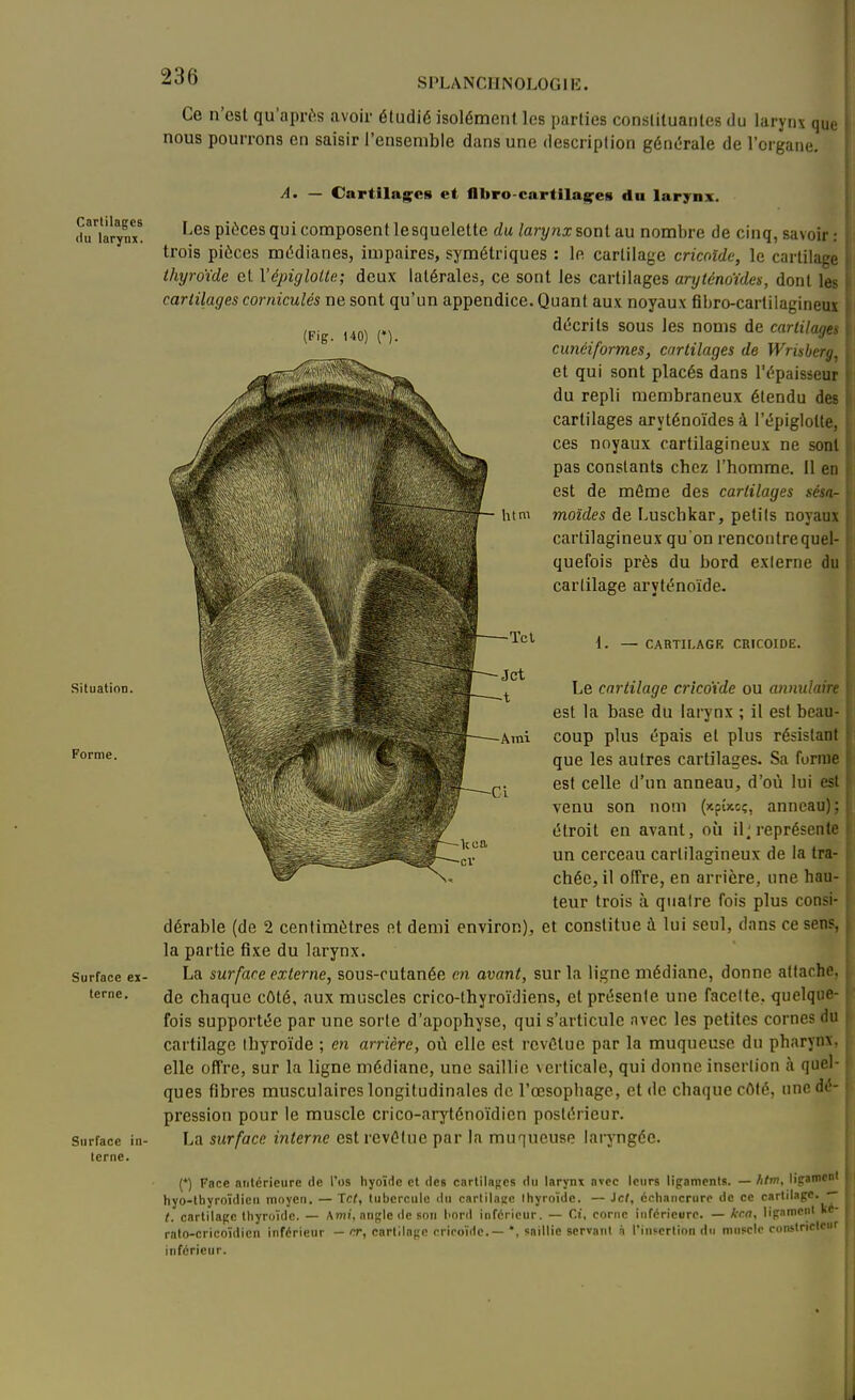 SPLANCIINOLOGlIî. htm Tel Ce n'est qu'après avoir éludié isolément les parties constituantes du larynx que nous pourrons en saisir l'ensemble dans une description génc^rale de l'organe. A, — Cartilagpes et flbro-cartilac^es dn larynx. du\arynx* piùccs qui composent lesquelette du larynx sont au nombre de cinq, savoir : trois pièces mc^dianes, impaires, symétriques : le cartilage cricnîdc, le cartilage thyroïde et Vépigloltc; deux latérales, ce sont les cartilages aryténoïdes, dont les cartilages corniculés ne sont qu'un appendice. Quant aux noyaux fibro-cartilagineux (Fig HO) (•) décrits sous les noms de cartilages cunéiformes, cirtilages de Wrisberg, et qui sont placés dans l'épaisseur du repli membraneux étendu des cartilages aryténoïdes à l'épiglotle, ces noyaux cartilagineux ne sont pas constants chez l'homme. Il en est de même des cartilages sésa- moîdes de Luschkar, petils noyaux cartilagineux qu'on rencoiitrequel- quefois près du bord exierne du cartilage aryténoïde. t. — CARTILAGE CRICOIDE. Le cartilage cricoïde ou annulaire est la base du larynx ; il est beau- coup plus épais et plus résistant que les autres cartilages. Sa forme est celle d'un anneau, d'où lui est venu son nom (xpîxoç, anneau); étroit en avant, où il; représente un cerceau cartilagineux de la tra- chée, il offre, en arrière, une hau- teur trois à quatre fois plus consi- dérable (de 2 centimètres et demi environ), et constitue à lui seul, dans ce sens, la partie fixe du larynx. La surface externe, sous-outanée en avant, sur la ligne médiane, donne attache, de chaque côté, aux muscles crico-thyroïdiens, et présente une facette, quelque- fois supportée par une sorte d'apophyse, qui s'articule nvec les petites cornes du cartilage thyroïde ; en arrière, où elle est revêtue par la muqueuse du pharynx, elle offre, sur la ligne médiane, une saillie verticale, qui donne insertion à quel- ques fibres musculaires longitudinales de l'œsophage, et de chaque côté, une dé- pression pour le muscle crico-aryténoïdien postérieur. La surface interne est revOlue par la muqueuse iaiyngéc. (*) Face atilérieure de l'os hyoïde cl îles carlilages du larynx avec leurs lipanients. — htm, ligatneni hyo-tbyroïdicii moyen. — Tc^, tubercule du cartilage thyroïde. — ici, échancriire de ce cartilage. ■-■ t. cartilapc thyroïde. — Ami, angle de son bord inférieur. — Ct, corne inférieure. — km, lipamcnl Ke- rato-cricoïdicn inférieur — rr, cartilage cricoïde.— ', saillie servant h l'insertion du rnnsclo constricir' inférieur. Situation. Forme. Aini Surface ex- terne. Surface in- terne. 1.1