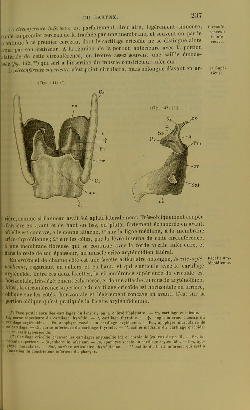 l.a circotiféience inférieure e^t parfailemctit circulaire, k'-gùrciiient sinueuse, ■ lie au premier cerceau de la trachée par une membrane, et souvent en partie nlinue à ce premier cerceau, dont le cartilage cricoïde ne se distingue alors e par son épaisseur. A la réunion de la portion antérieure avec la portion uilérale de cette circonférence, on trouve assez souvent une saillie émous- sco {fig. 142, **) qui sert à l'insertion du muscle constricteur inférieur. La circonférence supérieure n'est point circulaire, mais oblongue d'avant en ar- (Pig. lU) (*). (Kig. 142) r*). Cii'coiifé - rences : 1 Infé- rieure ; 2o Supé- rieure. pièrc, comme si l'anneau avait été aplati latéralement. Très-obliquement coupée d'arrière en avant et de haut en bas, ou plutôt fortement échancrée en avant, où elle est concave, elle donne attache, t° sur la ligne médiane, à la membrane crico thyroïdienne ; 2 sur les côtés, par la lèvre interne de cette circonférence, à une membrane fibreuse qui se continue avec la corde vocale inférieure, et dans le reste de son épaisseur, au muscle crico-aryténoïdien latéral. En arrière et de chaque côté est une facette articulaire oblongue, facette aryté- Facette ary- noîdienne, regardant en dehors et en haut, et qui s articule avec le cartilage aryténoïde. Entre ces deux facettes, la circonférence supérieure du cricoïde est horizontale, très-légèrement échancrée, et donne attache au muscle aryténoïdien. Ainsi, la circonférence supérieure du cartilage cricoïde est horizontale en arrière, oblique sur les côtés, horizontale et légèrement concave en avant. C'est sur la portion oblique qu'est pratiquée la facette aryténoïdienne. (*) Face postérieure <les cartilages du larynx ; on a enlevé l'épiglntle. — co, cartilage corniculé. — f*, corne supérieure du cartilage thyroïde. — /, cartilage thyroïde. — •{-, angle interne, mousse du cartilage arjlénuïile.— Pu, apophyse vocale du cartilage aryténoïde. —Pm, apophyse musculaire de ce cartilage. — Ci, corne inférieure du cartilage thyroïde. — , saillie médiane du cartilage cricoïde. — cr, cartilagc-cricoïde. ('*) Cartilage cricoïde (cr) avec les cartilages aryténoïde (a) et corniculé (co) vus de profil. — Sa', tu- bercule supérieur. - Si, tubercule inférieur. — Pu, apophyse vocale du cartilage aryténoïde. — Pni, apo- physe musculaire. — Sa/, surface articulaire thyroïdienne. — saillie du bord inférieur qui sert à l'insertion du constricteur inférieur du pharynx.