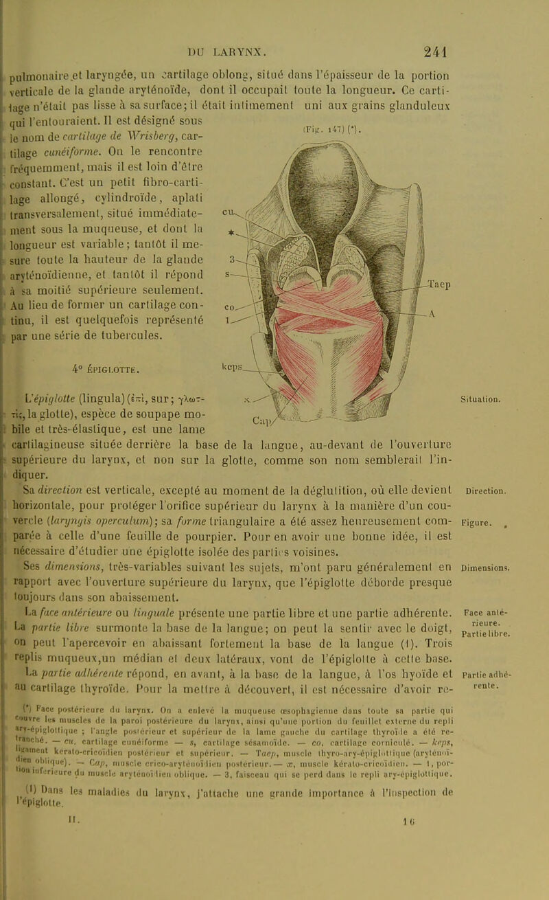 (Fij.'. i47] (). [uilmoiiaire.et laryngée, un cartilage oblong, situé clans l'épaisseur de la portion \erticale de la glande arylénoïde, dont il occupait toute la longueur. Ce carti- _;e n'était pas lisse à sa surface; il était iiiliraenaent uni aux grains glanduleux li l'entouraient. Il est désigné sous nom de cartilage de Wrisberg, car- tilage cunéiforme. On le rencontre fréquemment, mais il est loin d'être constant. C'est un petit fibro-carti- lage allongé, cylindroïde, aplati transversalenienl, situé immédiate- ment sous la muqueuse, et dont la longueur est variable; tantôt il me- sure toute la hauteur de la glande aryténoïdieune, et tantôt il répond à sa moitié supérieure seulement. Au lieu de former un cartilage con- tinu, il est quelquefois représenté par une série de tubercules. eu. 4» ÉPIGI.OTTE. -Taep Iceps L'épiglotte (lingula)(è/rl, sur; flb>-- Tiîjla glotte), espèce de soupape mo- bile et irès-élaslique, est une lame carlilagineuse située derrière la base de la langue, au-devant de l'ouverture supérieure du larynx, et non sur la glotte, comme son nom semblerail l'in- diquer. Sa direction est verticale, excepté au moment de la déglutition, où elle devient horizontale, pour proléger l'orifice supérieur du larynx à la manière d'un cou- vercle {larynyis operculum); sa forme triangulaire a été assez heureusement com- parée à celle d'une feuille de pourpier. Pour en avoir une bonne idée, il est nécessaire d'étudier une épiglotte isolée des parlii s voisines. Ses dimemions, très-variables suivant les sujets, m'ont paru généralement en rapport avec l'ouverture supérieure du larynx, que l'épiglotte déborde presque toujours dans son abaissement. Lu fiice antérieure ou linguale présente une partie libre et une partie adhérente. U partie libre surmonte la base de la langue; on peut la sentir avec le doigt, on peut l'apercevoir en abaissant fortement la base de la langue (1). Trois replis muqueux,un médian el deux latéraux, vont de l'épiglolle à celle base. partie adhérente rè[)on(i, en avant, à la base de la langue, à l'os hyo'ide et au cartilage thyro'ide. Pour la mettre à découvert, il est nécessaire d'avoir rc- (*) Face postérieure du larynx. On a enlevé la muqueuse œsophagienne dans tonte sa partie qui coUTre lei muscles de la paroi postérieure du larynx, ainsi qu'une porlion du feuillet externe du repli T-epi!,'lolli<|ue ; l'angle posièrieur cl supérieur de la lame gauche du cartilage Ihyroï le a été re- ranché. — eu. cartilage cunéiforme — s, cartilage sésanioïde. — co, cnrlilace coiniculé. — Ifpps, isainent kerato-cricoïdien postérieur et supérieur. — Tae/j, muscle lhyr()-ary-opigli>tli(|ue (arylonnï- len oliliqne). Cap, muscle crico-aryténoï lioii posièrieur.— x, muscle kérato-cricu'ulicn. — 1, por- ■on iiir^rii.'ure du muscle aryténoï lien oblique. — 3, faisceau qui se perd dans le repli ary-opiBlotti<|ue. (I) Dans les maladies du larynx, j'attache une grande importance à l'Inspection de ' cpiglollc. Situation. Direction. Figure. Dimensions. Face anté- rieure. Partie libre. Partie adhé- rente. II. 10