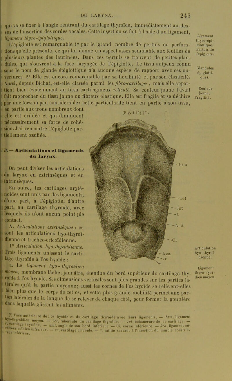 qui vase fixer à l'angle rentrant du cartilage thyroïde, immédiatement au-des- sus de l'insertion des cordes vocales. Cette insertion se fait à l'aide d'un ligament, ligamenl ihjro-épiglottique, L'épiglolte est remarquable 1° par le grand nombre de perluis ou perfora- tions qu'elle présente, ce qui lui donne un aspect assez semblable aux feuilles de plusieurs plantes des laurinc^es. Dans ces perluis se trouvent de petites glan- dules, qui s'ouvrent à la face laryngée de l'épiglolte. Le tissu adipeux connu . sous le nom de glande épiglottique n'a aucune espèce de rapport avec ces ou- vertures. 2° Elle est encore i-emarquable par sa flexibilité et par son élasticité. Aussi, depuis Bichat, est-elle classée parmi les fibro-carlilages ; mais elle appar- tient bien évidemment au tissu cartilagineux réticulé. Sa couleur jaune l'avait fait rapprocher du tissu jaune ou fibreux élastique. Elle est fragile et se déchire par une torsion peu considérable: cette particularité lient en partie à son tissu, en partie aux ti'ous nombreux dont elle est criblée et qui diminuent nécessairement sa force de cohé- . sion. J'ai rencontré l'épiglotle par- tiellement ossifiée. (Fig. 1 bo) i'). IB. Articulations et li|;aments ilu larynx. htm -Tet On peut diviser les articulations ( du larynx eu extrinsèques et en intrinsèques. En outre, les cartilages arylé- noïdes sont unis par des ligaments, d'une part, à l'épiglotle, d'autre part, au cartilage thyroïde, avec lesquels ils n'ont aucun point [de contact. A. Articulations extrinsèques : ce sont les articulations hyo-lhyroï- dienne et Irachéo-cricoïdienne. i Arliculniion hyo-lhyroîdienne. Trois ligaments unissent le carti- lage thyroïde à l'os hyoïde : a. Le ligament hyo - thyroïdien moyen, membrane lâche, jaunâtre, étendue du bord supérieur du cartilage thy- roïde à l'os hyoïde. Ses dimensions verticales sont plus grandes sur les parties la- térales qu'à la partie moyenne; aussi les cornes de l'os hyoïde se relèvent-elles bien plus que le corps de cet os, et celte plus grande mobilité permet aux par- ties latérales de la langue de se relever de chaque côté, pour former la gouttière dans laquelle glissent les aliments. hyL'ii! *-!''*'^'*'^'^ 'le Tos hyoïde et du carlilage thyroïde avec leurs lisamerils. — htm, ligamenl < cartd' oye- — Te/, tubercule du carlilage thyroïde. - Jcf, échancrure de ce curiilane. — râlo^^ thyroïde. — Ami, angle de .son bord inférieur. — Ci, corne inférieure. — A-ca, lisianient cé- i-„ ';''^'''en inférieur. — p,-, cartilage cricoïdc. — *, saillie servant à l'insertion du niusclc constrie- tear inférieur. Ligament thyro-cpi- glotlique. Pertuis de l'cpiglotte. Glandules épiglotti- ques. Couleur jaune. Fragilité. Articulation hyo-thyroï- dieuuc. Ligament thyro-hyoï - dieu moyen.