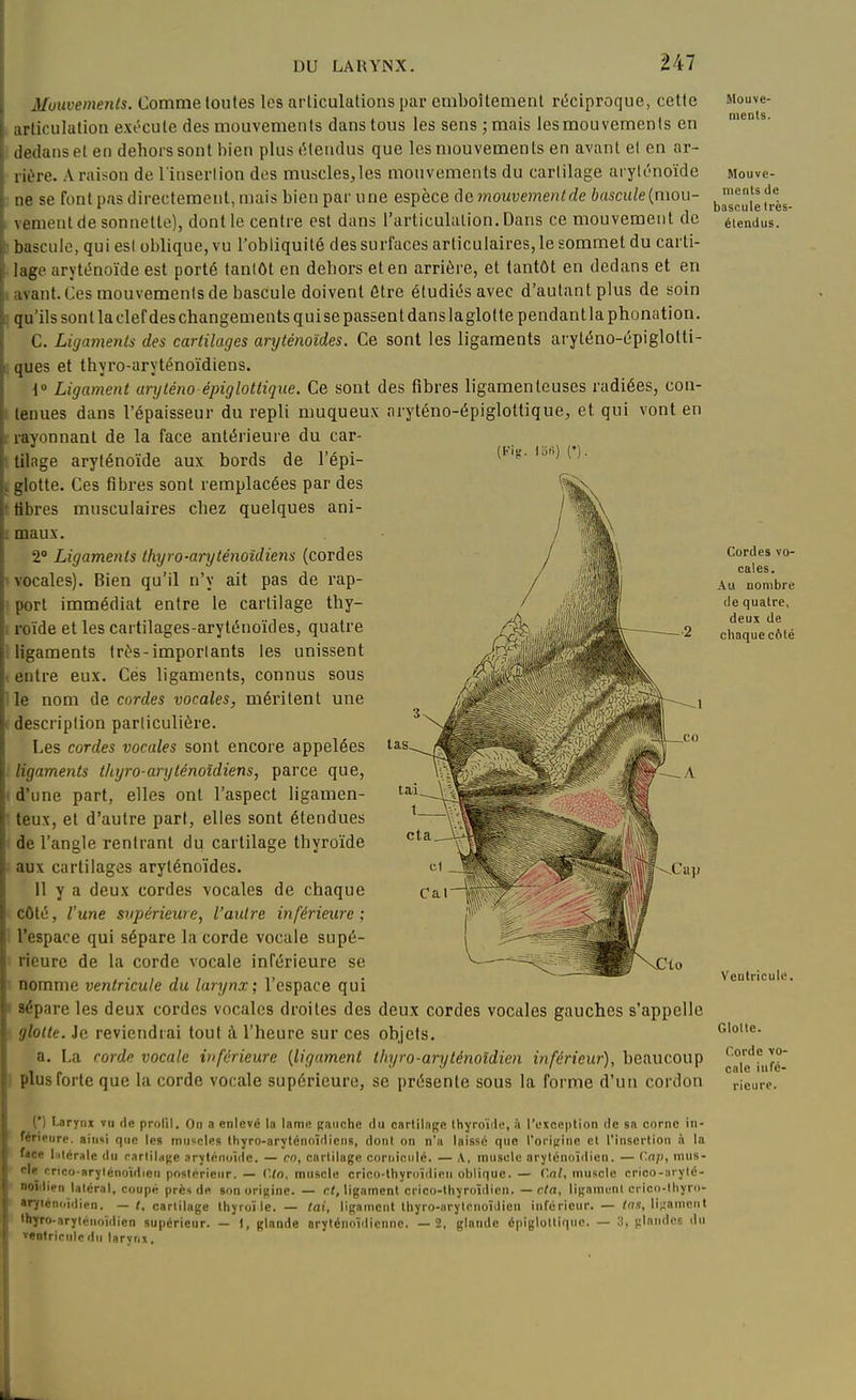 Mouvements. Comme toutes los articulations par emboîtement riîciproque, cette articulation exi'-cute des mouvements dans tous les sens ;mais les mouvements en dedans et en dehors sont bien plus (Mendus que les mouvements en avant el en ar- rière. A raison de 1 inserlion des muscles, les mouvements du cartilage arylénoïde ne se font pas directement, mais bien par une espèce de mouvementde bascule{mou- venient de sonnette), dont le centre est dans l'articulalion. Dans ce mouvement de bascule, qui est oblique, vu l'obliquité des surfaces articulaires, le sommet du carti- lage arylénoïde est porté tantôt en dehors et en arrière, et tantôt en dedans et en avant. Ces mouvements de bascule doivent être étudiés avec d'autant plus de soin qu'ilssontlaclefdeschangementsquisepassentdanslaglottependantla phonation. C. Ligaments des cartilages aryténoïdes. Ce sont les ligaments aryténo-épiglotti- ques et thyro-aryténoïdiens. 10 Ligament uryténo épiglottique. Ce sont des fibres ligamenteuses radiées, con- tenues dans l'épaisseur du repli nmqueux aryténo-épiglottique, et qui vont en i-ayonnanl de la face antérieure du car- tilage aryténoïde aux bords de l'épi- glotte. Ces fibres sont remplacées par des flbres musculaires chez quelques ani- maux. 2° Ligaments th%jro-aryténoîdiens (cordes vocales). Bien qu'il n'y ait pas de rap- port immédiat entre le cartilage thy- roïde et les cartilages-aryténoïdes, quatre ligaments très-importants les unissent entre eux. Ces ligaments, connus sous le nom de cordes vocales, méritent une description particulière. Les cordes vocales sont encore appelées ligaments thyro-anjténoîdiens, parce que, d'une part, elles ont l'aspect ligamen- teux, et d'autre part, elles sont étendues de l'angle rentrant du cartilage thyroïde aux cartilages aryténoïdes. 11 y a deux cordes vocales de chaque côté, l'une supérieure, l'autre inférieure ; l'espace qui sépare la corde vocale supé- rieure de la corde vocale inférieure se nomme ventricule du larynx; l'espace qui sépare les deux cordes vocales droites des deux cordes vocales gauches s'appelle glotte. Je reviendrai tout à l'heure sur ces objets. a. La corde vocale inférieure {ligament thyro-aryténoïdien inférieur), beaucoup plus forte que la corde vocale supérieure, se présente sous la forme d'un cordon tas Mouve- ments. Mouve- ments de bascule Irès- étendus. Cordes vo- cales. Au nombre de quatre, deux de chaque côté Ventricule. Glotte. Corde vo- cale infé- rieure. (*) I.arynx vii de profil. On a enlevé lo lame gauche du cartilage thyroïde, à l'exception de sa corne in- férieure, ainai que les muscles thyro-aryténoïdiens, dont on n'a laissé que rorijrine et rinsertion à la fice liilérale du cartiliiKe .arylénoïde. — en, cartilage corniciilé. — A, muscle arylénoïdien. — Cap, mus- cle crtco-arylénoïdieu postérieur. — l'/o. muscle crico-thyroïdien oblique. — ('.ni, muscle crico-arylé- ' noidien laléral, coupé près de son origine. — c<, ligament crico-thyroïilicn. — nia, ligament crico-thyro- aryiénoîdien. — l, cartilage thyruï le. — lai, ligament Ihyro-arylcnoïdien inférieur. — los, ligament thyro-aryténoïdien supérieur. — 1, glande arylénoïdicnne. —2, glande épiglottique. — 3, glandes iln ventricule du larvnx.