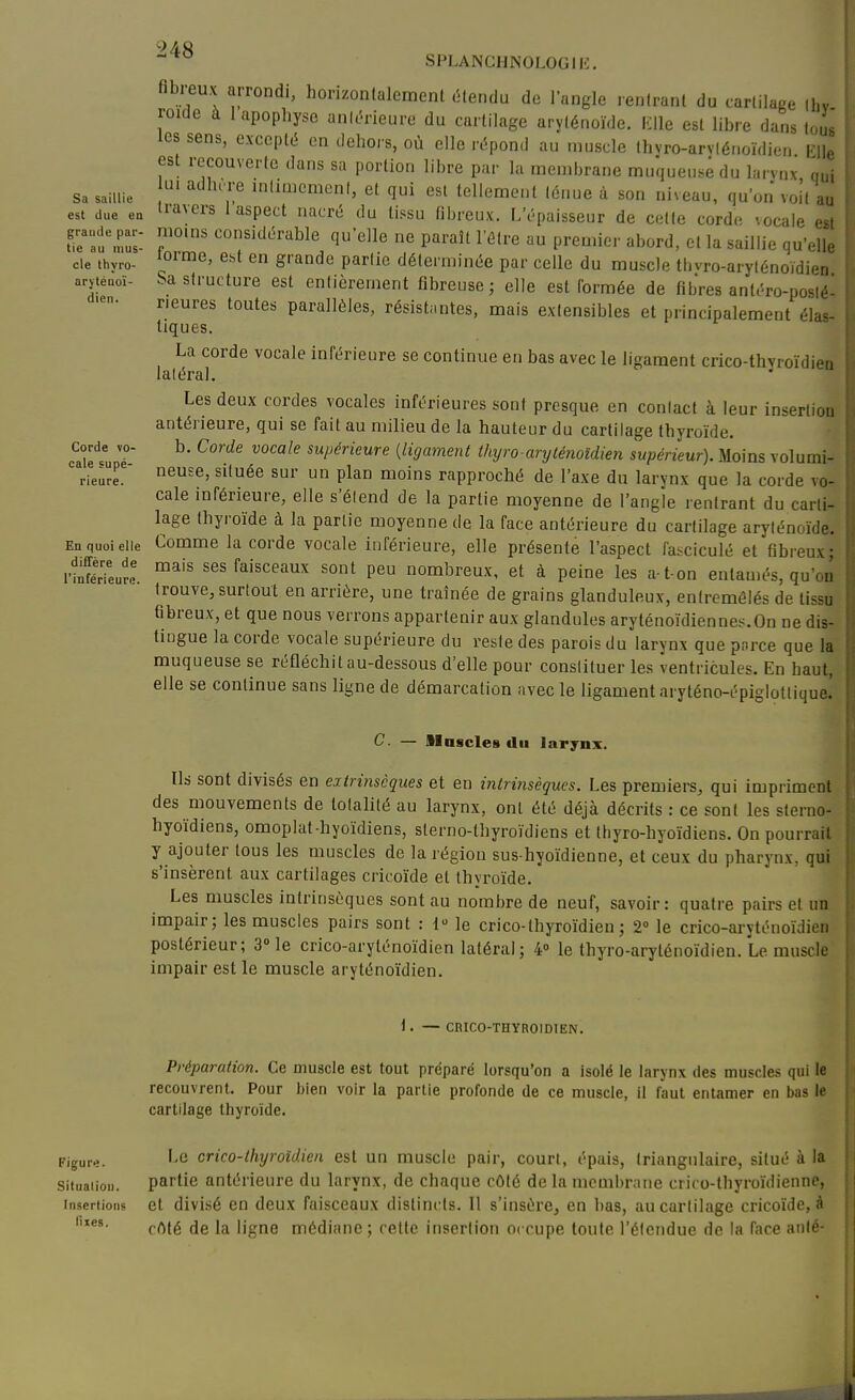 Sa saillie est due ea grande par- tie au mus- cle thyro- urytéuoï- dien. Corde vo- cale supé- rieure. En quoi elle diffère de l'inférieure. SPLANCIJKOLOGII-:. fibi-eux arrondi, horizontalemenl ôlenda de l'angle renfranl du carlilace ihv roide à 1 apophyse ank'rleiiro du cartilage arylénoïde. Klle esl libre dans tous les sens, excepté en dehors, où elle répond au muscle thvro-arviénoïdien m est recouverte dans sa portion libre par la membrane miaqueusêdu larynx aui lui adht re mlimement, et qui esl tellement ténue à son niveau, qu'on voit au travers l'aspect nacré du tissu fibreux. I/épaisseur de celle corde -.ocale est moins considérable quelle ne paraît l'être au premier abord, et la saillie qu'elle torme, est en grande partie déterminée par celle du muscle tbvro-arylénoïdien Sa structure est entièrement fibreuse; elle est formée de fibres antéro-poslé- neures toutes parallèles, résistantes, mais extensibles et principalement élas- tiques. La corde vocale inférieure se continue en bas avec le ligament crico-thyroïdieo latéral. ' Les deux cordes vocales inférieures sont presque en conlact à leur insertioa antérieure, qui se fait au milieu de la hauteur du cartilage thyroïde. b. Corde vocale supérieure [ligament thyro aryténoldien supérieur). Moins volumi- neuse, située sur un plan moins rapproché de l'axe du larynx que la corde vo- cale inférieure, elle s'élend de la partie moyenne de l'angle rentrant du carti- lage thyroïde à la partie moyenne de la face antérieure du cartilage aryténoïde. Comme la corde vocale inférieure, elle présente l'aspect fasciculé et fibreux; mais ses faisceaux sont peu nombreux, et à peine les a-t on entamés, qu'on trouve, surtout en arrière, une traînée de grains glanduleux, entremêlés de tissu fibreux, et que nous verrons appartenir aux glandules aryténoïdiennes.On ne dis- tingue la corde vocale supérieure du reste des parois du larynx que pnrce que la muqueuse se réfléchit au-dessous d'elle pour constituer les ventricules. En baut, elle se continue sans ligne de démarcation avec le ligament aryténo-épiglotlique. C. — Muscles du larynx. Ils sont divisés en extrinsèques et en intrinsèques. Les première, qui impriment des mouvements de totalité au larynx, onl été déjà décrits : ce sont les sterno- hyoïdiens, omopiat-hyoïdiens, sterno-thyroïdiens et thyro-hyoïdiens. On pourrait y ajouter tous les muscles de la région sus-hyoïdienne, et ceux du pharynx, qui s'insèrent aux cartilages cricoïde et thyroïde. Les muscles intrinsèques sont au nombre de neuf, savoir: quatre pairs et un impair; les muscles pairs sont : 1 le crico-thyroïdien ; 2° le crico-aryténoïdien postérieur; 3» le crico-aryténoïdien latéral; 4» le thyro-aryténoïdien. Le muscle impair est le muscle aryténoïdien. \. — CRICO-THYBOIDIEN. Préparation. Ce muscle est tout préparé lorsqu'on a isolé le larynx des muscles qui le recouvrent. Pour bien voir la partie profonde de ce muscle, il faut entamer en bas le cartdage thyroïde. 'igur^. '-fi crico-thyroidien est un muscle pair, court, épais, triangulaire, situé à la îituaiioii. partie antérieure du larynx, de chaque côté de la membrane criro-thyroïdienne, Insertions et divisé cn deux faisceaux distincts. Il s'insère, en bas, au cartilage cricoïde, à rrtté de la ligne médiane; cette insertion occupe toute l'étendue de la face anié-