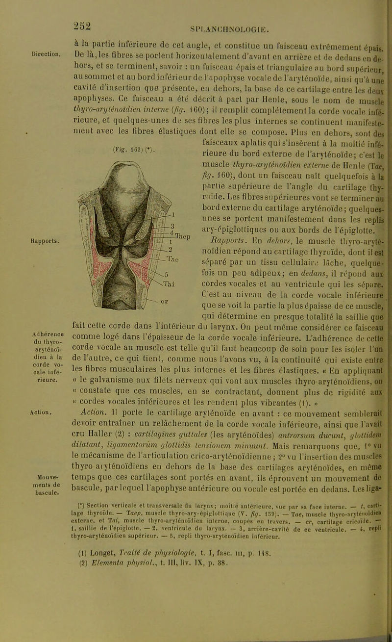 SI'I.ANCHNOLOGIK. Direction. Rapports. .\iihérence du Ihyro- aryténoï- dieu à la corde vo- cale iufé- ActiuD. Mouve- ments de bascule. (Fig. 162)(»). -Taep à la parlie inférieure do cet angle, et constitue un faisceau exlrOniement épais. De là, les fibres se portent horizonlalement d'av;int en arrière et de dedans en de- hors, el se terminent, savoir : un faisceau tapais et triangulaire au bord supérieur au sommet et au bord inférieur de i apopbyse vocale de l'aryténoïde, ainsi qu'à une cavité d'insei tion que présente, en dehors, la base de ce cartilage entre les deux apophyses. Ce faisceau a été décrit à part par Henle, sous le nom de muscle t/tyro-arylénoîdien interne {fig. i60); il remplit complélemenlla corde vocale infé- rieure, et quelques-unes de ses fibres les plus internes se continuent manifeste- ment avec les fibres élastiques dont elle se compose. Plus en dehors, sont des faisceaux aplatis qui s'insèrent à la moitié infé- rieure du bord externe de l'aryténoïde; c'est le muscle thyro-aryténoidien externe de Honle (Toe, fi'j. t60), dont un faisceau naît quelquefois à la parlie supérieure de l'angle du cartilage thy- roïde. Les fibres supérieures vont se terminer au bord externe du cartilage aryténoïde; quelques- unes se portent manifestement dans les replis ary-épigloltiques ou aux bords de l épiglotte. Rapports, lin dehors, le muscle tliyro-aryté- noïdien répond au cartilage thyroïde, dont il est séparé par un tissu ccliulair>; lâche, quelque- fois un peu adipeux; en dedans, il répond aux cordes vocales et au ventricule qui les sépare» C'est au niveau de la corde vocale inférieure _ que se voit la partie la plus épaisse de ce muscle, qui détermine en presque totalité la saillie que fait celle corde dans l'intérieur du larynx. On peut même considérer ce faisceau comme logé dans l'épaisseur de la corde vocale inférieure. L'adhérence de celte corde vocale au muscle est telle qu'il faut beaucoup de soin pour les isoler l'un de l'autre, ce qui tienl, comme nous l'avons vu, à la continuité qui existe entrS les fibres musculaires les plus internes et les fibres élastiques. « En appliquant « le galvanisme aux filets nerveux qui vont aux muscles ihyro arylénoïdiens. on  constate que ces muscles, en se contractant, donnent plus de rigidité aus « cordes vocales inférieures et les rendent plus vibrantes (I). .. Action. Il porte le cartilage arylénoïde en avant : ce mouvement semblerait devoir entraîner un relâchement de la corde vocale inférieure, ainsi que l avait cru Haller (2) : cartilagines yuttales (les aryténoïdes) antrorsum ducunt, gluttidem dilatant, ligamentorûm glottidis (ensiouem minuunt. Mais remarquons que, 1° vu le mécanisme de l'articulation crico-aryténoïdienne ; •>» vu l'insertion des muscles thyro aiyténoïdiens en dehors de la base des carlilagcs arylénoïdes, en même temps que ces cartilages sont portés en avant, ils éprouvent un mouvement de bascule, par lequel l apophyse antérieure ou vocale estporlée en dedans. Lesliga- (•) Section verticale et transversale du larynx; moitié antérieure, vue par sa face interne. — t, carti- lage thyroïde. — Taep, muscle thyro-ary-épit'lollique (V. fig. 159). — Tue, muscle tliyro-aryténoidieu externe, et Tni, muscle Ihyro-arylénoïdlen interne, coupés en travers. cr, cartilage criooide. — 1, saillie de l'épiglotle. — 2, ventricule du larynx. — 3, arriére-cavité de ce ventricule. — SP'' tbyro-aryténoïdieu supérieur. — 5, repli tliyro-arytéuoïdien inférieur. (t) Longet, Traité de physiologie, l. I, fa.sc. ni, p. 148. (2) Elemenin physiol., t. III, iiv. IX, p. 38.