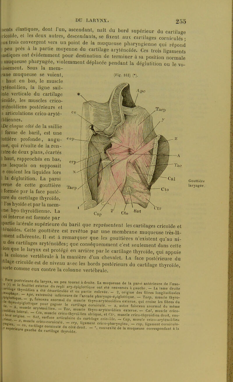 cop lenls élastiques, dont l'un, ascendant, naît du bord supérieur du carlilage .ricoïde, et les deux autres, descendants, se fixent aux carlilages corniculés • ,us trois convergent vers un point de la muqueuse pharyngienne qui répond ■ peu près à la partie moyenne du carlilage aiylénoïde. Ces trois ligaments -astiques ont évidemment pour destination de terminer à sa position normale muqueuse pharyngée, violemment déplacée pendant la déglutition ou le vo- \ issement. Sous la mem- [•ane muqueuse se voient, (Fig-163) (♦). l: haut en bas, le muscle g yténoïJien, la ligne sail- f ate verticale du cartilage [ icoïde, les muscles crico- i fténoïdiens postérieurs et |; articulations crico-arylé- [ ïdiennes. \ De chaque côté de la saillie [ forme de baril, est une uttière profonde, angu- ise, qui résulte de la ren- atre de deux plans, écartés haut, rapprochés en bas, as lesquels on supposait e coulent les liquides lors la déglutition. La paroi IW^'ilJf'V '.^^^MiF Gonnskt^ rerne de cette gouttière i^pp/Pl-. f i Vv^fe t^^T „ laryngée. formée par la face posté- rure du cartilage thyroïde, l'os hyoïde et par la mem- ne hyo thyroïdienne. La ci interne est formée par tpartie lalérale supérieure du baril que représentent les carlilages cricoïde et lénoïdes. Celte gouttière est revôlue par une membrane muqueuse très-M- oment adhérente. 11 est à remarquer que les gouttières n'existent qu'au ni- u des cartilages aryténoïdes; que conséquemment c'est seulement dans cette ion que le larynx est prolégé en arrière par le carlilage thyroïde, qui appuie la colonne vertébrale à la manière d'un chevalet. La face postérieure du lage cricoide est de niveau avec les bords postérieurs du cartilage thyroïde, Jorte comme eux contre la colonne vertébrale. e^tTeUcfenillP,'!. f  ''•'^ ^ droite. La muqueuse de la par..i an.érieure de l'œso-  ilLè hvrîdL' „ ' ont été renversés à ,auch... - La lame droite iï.opha.e !1 i «. '.'r'-''!'' - '-'g'-^ '^'^^ iM-es longitudinales f'piglolUque 'f^neurede l'arcade pharyngo-é.iglot.ique. - Ta.p, n.usole thyro- ^'«'hïrSKlott^^urnT thyro-aryténoïdien exteroe. qui croise les libres du ^'e- - A u S' Tv.^n''.corniculé. - antre faisceau anormal du même '«oîdieo la é -J- ^«l» thyro-arytéu.ïdieu externe. - Cal, musde crico- 'le-roriKine - J' , cnco-thyroï lien oblique, et C/,-, muscle crico-tbyroïdien droit, con- rieur._ :r musrlp /'-^ cartib.ge cricoïde. - Cap, muscle crico-«ryleno„lie„ ingien. - co cl.lZl , ~ crico-plmryngieu. - cop, ligament cornirnlo- = 'Périeure '  '' '-^ correspondant à la
