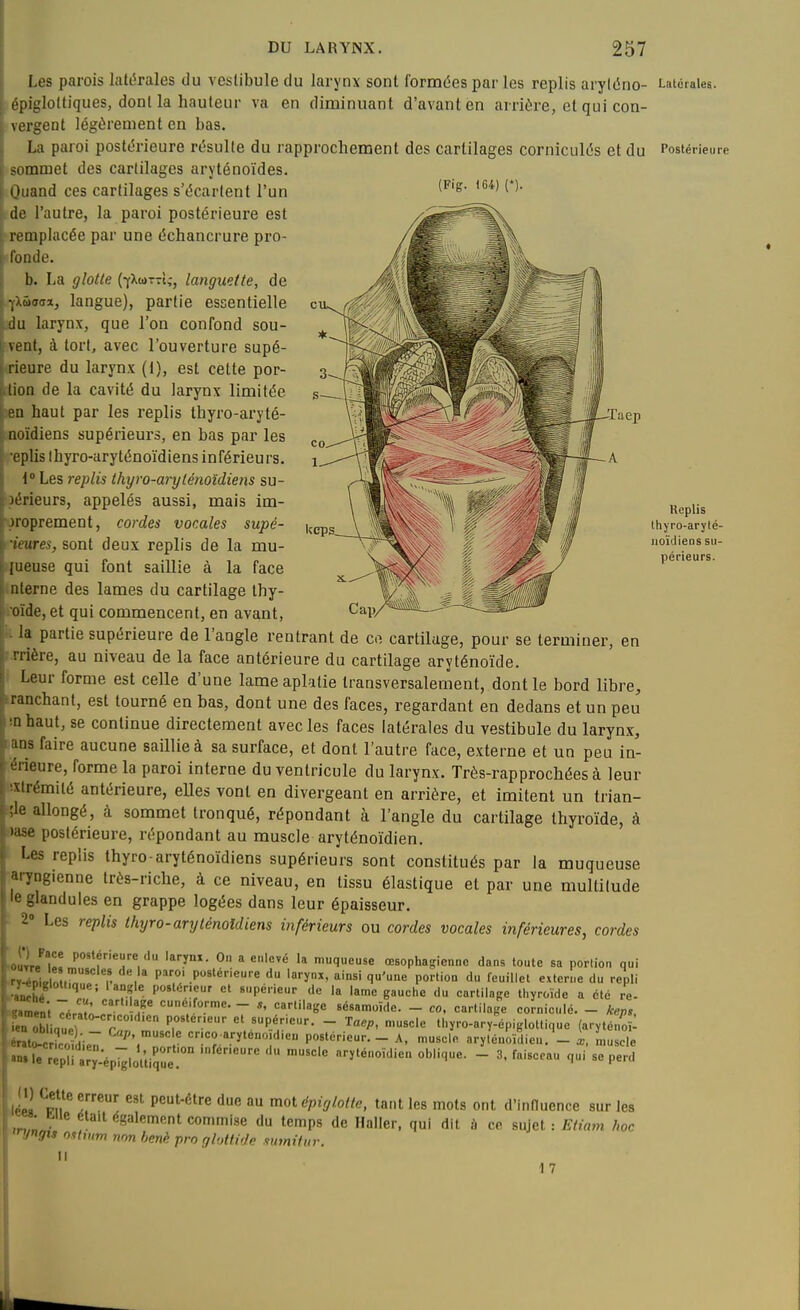 ■Taep kcps Les parois latt^rales du vestibule du larynx sont formées par les replis aryléno- épigloltiques, dont la hauteur va en diminuant d'avant en arrière, et qui con- \ergent légèrement en bas. La paroi postérieure résulte du rapprochement des cartilages corniculés et du .commet des cartilages aryténoïdes. Oiiand ces cartilages s'écartent l'un '^'^^ de l'autre, la paroi postérieure est remplacée par une échancrure pro- fonde. b. La glotte (yXwtù;, languette, de ■jXûaira, langue), partie essentielle du larynx, que l'on confond sou- vent, à tort, avec l'ouverture supé- rieure du larynx (1), est cette por- tion de la cavité du larynx limitée eu haut par les replis thyro-aryté- noidiens supérieurs, en bas par les eplis Ihyro-aryténoïdiens inférieurs. t Les replis Ihyro-arylénoîdiens su- )érieurs, appelés aussi, mais im- proprement, cordes vocales supê- ■itures, sont deux replis de la mu- [ueuse qui font saillie à la face nterne des lames du cartilage thy- oïde, et qui commencent, en avant, la partie supérieure de l'angle rentrant de co cartilage, pour se terminer, en nière, au niveau de la face antérieure du cartilage aryténoïde. Leur forme est celle d'une lame aplatie transversalement, dont le bord libre, ranchant, est tourné en bas, dont une des faces, regardant en dedans et un peu ■n haut, se continue directement avec les faces latérales du vestibule du larynx, ins faire aucune saillie à sa surface, et dont l'autre face, externe et un peu in- ■ i ieure, forme la paroi interne du ventricule du larynx. Très-rapprochées à leur xlrémité antérieure, elles vont en divergeant en arrière, et imitent un trian- ■le allongé, à sommet tronqué, répondant à l'angle du cartilage thyroïde, à I ise postérieure, répondant au muscle aryténoïdien. I.es replis thyro-aryténoïdiens supérieurs sont constitués par la muqueuse ■ngienne très-riche, à ce niveau, en tissu élastique et par une multitude Jandules en grappe logées dans leur épaisseur. ' Les replis thyro-arylénoîdiens inférieurs ou cordes vocales inférieures, cordes KoItI/u! P'''*f'''^'-«'ï»- 0 a enlevé la muqueuse œsophagienne dans toute sa portion qui •rïTllM, ' P , P«'.P«'i«''e d 'ynx, ainsi qu'une portion du feuillet externe du repli .-aoehé postérieur et supérieur de la lame gauche du cartilage thyroïde a été re- 7ér,ï;Lr T - ésamoïde. _ co, cartilage eoi-niculé. - keps, 1^uZ\Z^ c  «P.^'-'«'-- - n.uscle thyro-ary-épiglottique (aryténo I ^tlc nii- C/'-« cr.co.arïteno.dieu postérieur. - A, muscle arylénoïdien. _ i. Lsele rTpn a^^p'^otliSue  ••ï'^-Wien oblique. - 3. faisceau qui se perd (1) <^eUe erreur est peut-être due au mot dpiglotte, tant les mots ont d'innuence sur les ■ wie était également commise du temps de Haller, qui dit ù ce sujet : Eiiam hoc »f/is oihum non henè pro gtottide mmitur. Il 17 Latérales. Postérieure Replis Ihyro-arylé- uoïdiens su- périeurs. 1