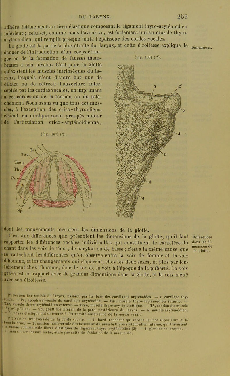 (Fig. 1G8) (). adhère intimement au tissu élastique composant le ligament thyro-aryténoïdicn inférieur ; celui-ci, comme nous l'avons vu, est fortement uni au muscle thyro- ai7ténoïdien, qui remplit presque toute l'épaisseur des cordes vocales. La glotte est la partie la plus étroite du larynx, et cette éiroitesse explique le Dimensio danger de l'introduction d'un corps étran- ger ou de la formation de fausses mem- branes à son niveau. C'est pour la glotte qa'existeat les muscles intrinsèques du la- rynx, lesquels n'ont d'autre but que de dilater ou de rétrécir l'ouverture inter- ceptée par les cordes vocales, en imprimant à ces cordes ou de la tension ou du relâ- chement. Nous avons vu que tous ces mus- cles, à l'exception des crico-thyroïdiens, étaient en quelque sorte groupés autour de l'articulation crico-aryléuoïdienne, (Fig. 167) (*). Si) ' dans les di- nensious de la glotte. dont les mouvements mesurent les dimensions de la glotte. C'est aux différences que présentent les dimensions de la glotte, qu'il faut DiCTéreuces rapporter les différences vocales individuelles qui constituent le caractère du chant dans les voix de ténor, de baryton ou de basse ; c'est à la même cause que •se rattachent les différences qu'on observe entre la voix de femme et la voix I d'homme, et les changements qui s'opèrent, chez les deux sexes, et plus particu- lièrement chez l'homme, dans le ton de la voix à l'époque de la puberté, [.a voix grave est en rapport avec de grandes dimensions dans la glotte, et la voix aiguë avec son étroitesse. ()Section horizontale du larynx, passant par la base des cartilages aryténoïdes. — cartilage thy- roïde. — Pu, apophyse vocale du cartilage aryténoïde. — Ta/, muscle thyro-arytcnoïdien interne. — Toe, muscle Ihyro-aryténoîdieii externe. — Taep, muscle thyro-ary-épicloltiquc. — T/i, section du muscle ■ inyro-hyoïdien. — Sp, gouttière latérale de la paroi postérieure du larynx. — A, muscle aryténoïdien. , noyau élastique qui se trouve à l'extrémité antérieure de la corde vocale. () Section transversale de la corde vocale. — 1, bord Iranchnnt qui sépare la face supérieure et la face interne. — 2, section transversale des faisceaux du muscle thyro-arylénoïdien interne, qui traversent la masse compacle de fibres élastiques du ligament thyro-nrylénoïdien (3). — 4, glandes en grappe. - ■>. lissu sons-muqueux lîiohe, étalé par suite de l'ablaliou de In muqueuse.