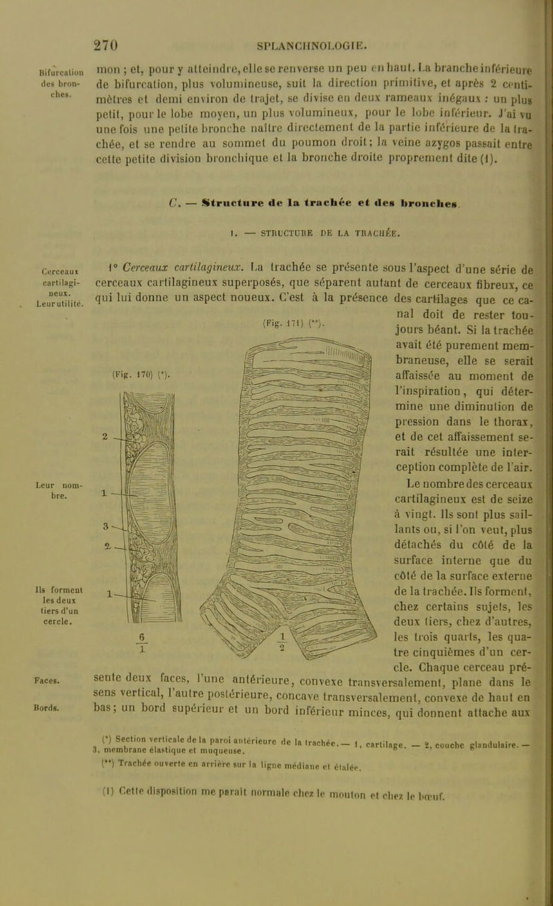 BifJrcaiion moii ; et, poup y atteindre,elle se renverse un peu en haut. F.a brancheinférieure lies bron- de bifurcation, plus volun)incuse, suit la direction primitive, et après 2 ccnti- mètres et demi environ de trajet, se divise en deux rameaux inégaux : un plu» petit, pour le lobe moyen, un plus volumineux, pour le lobe inlérieur. J'ai vu une fois une petite bronche naître directement de la partie inférieure de la tra- chée, et se rendre au sommet du poumon droit; la veine azygos passait entre cette petite division bronchique et la bronche droite proprement dite(l). C. — Structure de la trachée et «les bronches. I. — STRUCTDBK DE LA TRACHÉE. Cerceaui cartilagi- ueux. Leur utilité. Leur nom- bre. Ils forment les deux tiers d'un cercle. Faces. Bords. (Fis. 170) ['). i° Cerceaux cartilagineux. I.a trachée se présente sous l'aspect d'une série de cerceaux cartilagineux superposés, que séparent autant de cerceaux fibreux, ce qui lui donne un aspect noueux. C'est à la présence des cartilages que ce ca- nal doit de rester tou- jours béant. Si la trachée avait été purement mem- braneuse, elle se serait affaissée au moment de l'inspiration, qui déter- mine une diminution de pression dans le thorax, et de cet affaissement se- rait résultée une inter- ception complète de l'air. Le nombre des cerceaux cartilagineux est de seize à vingt. Ils sont plus sail- lants ou, si l'on veut, plus détachés du côté de la surface interne que du côté de la surface externe de la trachée. Ils forment, chez certains sujets, les deux tiers, chez d'autres, les trois quarts, les qua- tre cinquièmes d'un cer- cle. Chaque cerceau pré- sente deux faces, l'une antérieure, convexe transversalement, plane dans le sens vertical, l'autre postérieure, concave transversalement, convexe de haut en bas; un bord supérieur et un bord inférieur minces, qui donnent attache aux 'llt^n^.T'r'*''!'''''''''''le la trachée.- 1, cartilage. - 2, couche glandulaire.- membrane élastique et muqueuse, b • » t () Trachée ouverte en arriére sur la ligne médiane et étalée. (I) Cette disposition me porait normale chez le mouton et cliez le Lcrtif.