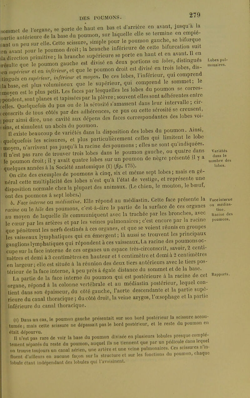 ^ommct de l'organe, se porte de haut en bas et d'arrière en avant, jusqu a la an ér eure de la base du poumon, sur laquelle elle se lerm.ne en empxé- an un peu .ur elle. Cette scissure, simple pour le poumon gauche se bifurque en a an? pour le poumon droit; la branche inférieure de cette bifurcation su.t ■a dtrect on primitive ; la branche supérieure se porte en haut et en avant. Il en te ue le poumo'n gauche est divisé en deux portions ou loles, dist.ngu s .o.es p.- ^ en supéLcr et en inférieur, et que le poumon droit est divisé en trois lobes, dis- ; ngués en supérieur^, inférieur et moyen. De ces lobes, l'inférieur qui comprend la base, est plus volumineux que le supérieur, qui comprend le commet Je moyen est le plus petit. Les faces par lesquelles les lobes du poumon se coires- rondent, sont planes et tapissées par la plèvre ; souvent elles sont adhérentes entre belles. Quelquefois du pus ou de la sérosité s'amassent dans leur intervalle ; eu- , conscrits de tous côtés par des adhérences, ce pus ou cette sérosité se creusent, pour ainsi dire, une cavité aux dépens des faces correspondantes des lobes voi- - sins, et simulent un abcès du poumon. . 11 existe beaucoup de variétés dans la disposition des lobes du poumon Ainsi, nuelquefois les scissures, et plus particuhèrement celles qui limitent le lobe moven, n'arrivent pas jusqu'à la racine des poumons ; elles ne sont qu indiquées. • Il n'est pas rare de trouver trois lobes dans le poumon gauche, ou quatre dans vanété^s le poumon droit; il y avait quatre lobes sur un poumon de nègre présente il y a ^^^^^^ ffuelques années à la Société anatomique (1) [fig. 175). _ lobes. On cite des exemples de poumons à cinq, six et môme sept lobes; mais en gé- néral cette multiplicité des lobes n'est qu'à l'état de vestige, et représente une disposition normale chez la plupart des animaux. (Le chien, le mouton, le bœut, ont des poumons à sept lobes.) ^ „ ^ , i b Face interne ou médiasline. Elle répond au médiastin. Cette face présente la Faceinteme racine ou le hile des poumons, c'est-à-dire la partie de la surface de ces organes ou meCas- au moven de laquelle ils communiquent avec la trachée par les bronches, avec n,,i„e des le cœur par les artères et par les veines pulmonaires ; c'est encore par la racine poumoas. que pénètrent les nerfs destinés à ces organes, et que se voient réunis en groupes les vaisseaux lymphatiques qui en émergent; là aussi se trouvent les principaux ganglionslymphatiques qui répondent à ces vaisseaux. La racine des poumons oc- cupe sur la face interne de ces organes un espace très-circonscnt, savoir, 2 centi- mètres et demi à 3 centimètres en hauteur et i centimètre et demi à 2 centimètres en largeur ; elle est située à la réunion des deux tiers antérieurs avec le tiers pos- térieur de la face interne, à peu près à égale distance du sommet et de la base. La partie de la face interne du poumon qui est postérieure à la racine de cet Kappon- organe, répond à la colonne vertébrale et au médiastin postérieur, lequel con- tient dins son épaisseur, du côté gauche, l'aorte descendante et la partie supé- rieure du canal thoracique ; du côté droit, la veine azygos, l'œsophage et la partie inférieure du canal thoracique. (I) Dans un cas, le poumon gauctie présentait, sur son l.ord postérieur la scissure accou- tumée; mais celle scissure ne dépassait pas le bord postérieur, et le reste du poumon en était dépourvu. ,, Il n'est pas rare de voir la base du poumon divisée en plusieurs lobules presque complc- tement séparés du reste du poumon, auquel ils ne tiennent que par un pédicule dans lequel on trouve toujours un canal aérien, une artère et une veine pulmonaires. Ces scissuics n m- nuenl d'ailie.ir. en aucune faron sur la structure et sur le» fondions du poumon, chaque lobule étant indépendant des lol)ulc3 qui l'avoisincnl.