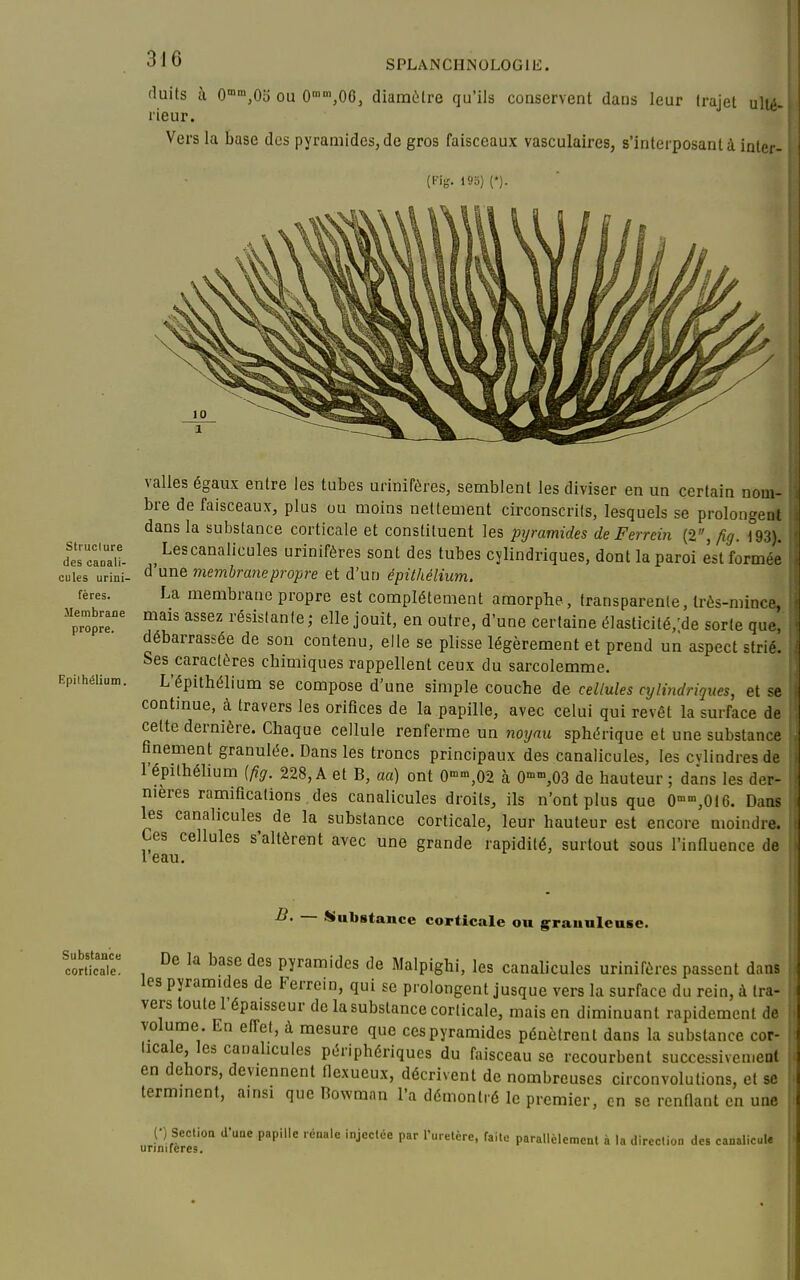 structure des canali- cules urini- fères. Membrane propre. Kpiihélium. SPLANCHNOLOGIE. duits h 0'»',05 ou 0''^,06, diamètre qu'ils conservent dans leur trajet ult, neur. Vers la base des pyramides, de gros faisceaux vasculaires, s'interposantà iater- valles égaux entre les tubes urinifères, semblent les diviser en un certain nom- bre de faisceaux, plus ou moins nettement circonscrits, lesquels se prolongent dans la substance corticale et constituent les pyramides de Ferrein (2, fig. 193). ^ Lescanalicules urinifères sont des tubes cylindriques, dont la paroi est formée d'une membrane propre et d'un épithélium. La membrane propre est complètement amorphe, transparente, très-mince, mais assez résistante; elle jouit, en outre, d'une certaine élasticité,'de sorte que, débarrassée de son contenu, elle se plisse légèrement et prend un aspect strié. Ses caractères chimiques rappellent ceux du sarcolemme. L'épithélium se compose d'une simple couche de cellules cylindriques, et se continue, à travers les orifices de la papille, avec celui qui revêt la surface de cette dernière. Chaque cellule renferme un noxjau sphdrique et une substance finement granulée. Dans les troncs principaux des canalicules, les cvlindres de l'épithélium {fig. 228, A et B, aa) ont 0'°'°,02 à 0°>»,03 de hauteur ; dans les der- nières ramifications des canalicules droits, ils n'ont plus que 0,016. Dans les canalicules de la substance corticale, leur hauteur est encore moindro Ces cellules s'altèrent avec une grande rapidité, surtout sous l'influence de 1 eau. B. Substance corticale ou g^rauulcnse. coSat , ^'^ pyramides de Malpighi, les canalicules urinifères passent dans les pyramides de Ferrein, qui se prolongent jusque vers la surface du rein, à tra- vers toute l'épaisseur de la substance corticale, mais en diminuant rapidement de volume. En efi-et, à mesure que ces pyramides pénètrent dans la substance cor- lica e les canalicules périphériques du faisceau se recourbent successivement en dehors, deviennent flexueux, décrivent de nombreuses circonvolutions, et se terminent, amsi que Bowman l'a démontré le premier, en se renflant en une (•) Seclioa d'une papille rénale Injectée par l'uretère, faite parallèlement à la direclion des canallcule urinifères.