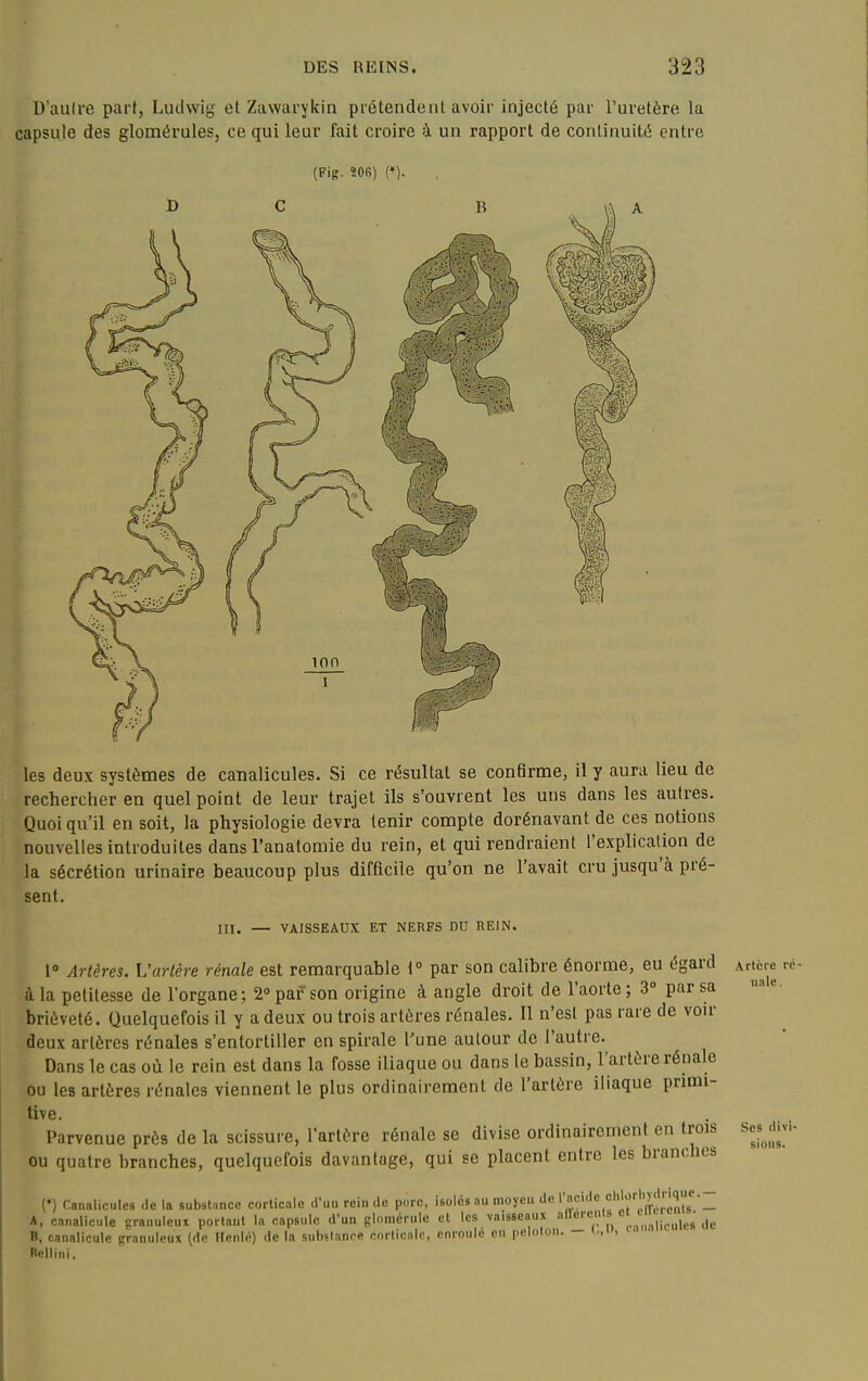 D'aulre part, Ludwig et Zawarykin prétendent avoir injecté par l'uretère la capsule des glomérules, ce qui leur fait croire à un rapport de continuité entre (Fig. Î06) r). les deux systèmes de canalicules. Si ce résultat se confirme, il y aura lieu de rechercher en quel point de leur trajet ils s'ouvrent les uns dans les autres. Quoi qu'il en soit, la physiologie devra tenir compte dorénavant de ces notions nouvelles introduites dans l'anatomie du rein, et qui rendraient l'explication de la sécrétion urinaire beaucoup plus difficile qu'on ne l'avait cru jusqu'à pré- sent. III. — VAISSEAUX ET NERFS DU REIN. 1° Artères. L'artère rénale est remarquable \° par son calibre énorme, eu égard à la petitesse de l'organe; 2 par son origine à angle droit de l'aorte; 3 par sa brièveté. Quelquefois il y a deux ou trois artères rénales. Il n'est pas rare de voir deux artères rénales s'entortiller en spirale l'une autour de l'autre. Dans le cas où le rein est dans la fosse iliaque ou dans le bassin, l'artère rénale ou les artères rénales viennent le plus ordinairement de l'artère iliaque primi- tive. Parvenue près de la scissure, l'artère rénale se divise ordinairement en trois ou quatre branches, quelquefois davantage, qui se placent entre les branches (') Canaliciles delà siibsl.mce corllcale ,1'uu rein (le porc, isolés au moyeu d« l'ncuIccl.lorM^^^^^^^^^^ A, canalicule granuleux poilant la capsule d'un glomcrule et les vaisseaux '^«'''''f, ,|e B, canalicule granuleux (rte Henic) de la substance corllcnic, enroule en peloton. — <.,' , ■ Rellini. Artère ré- nale . Ses divi- sions.