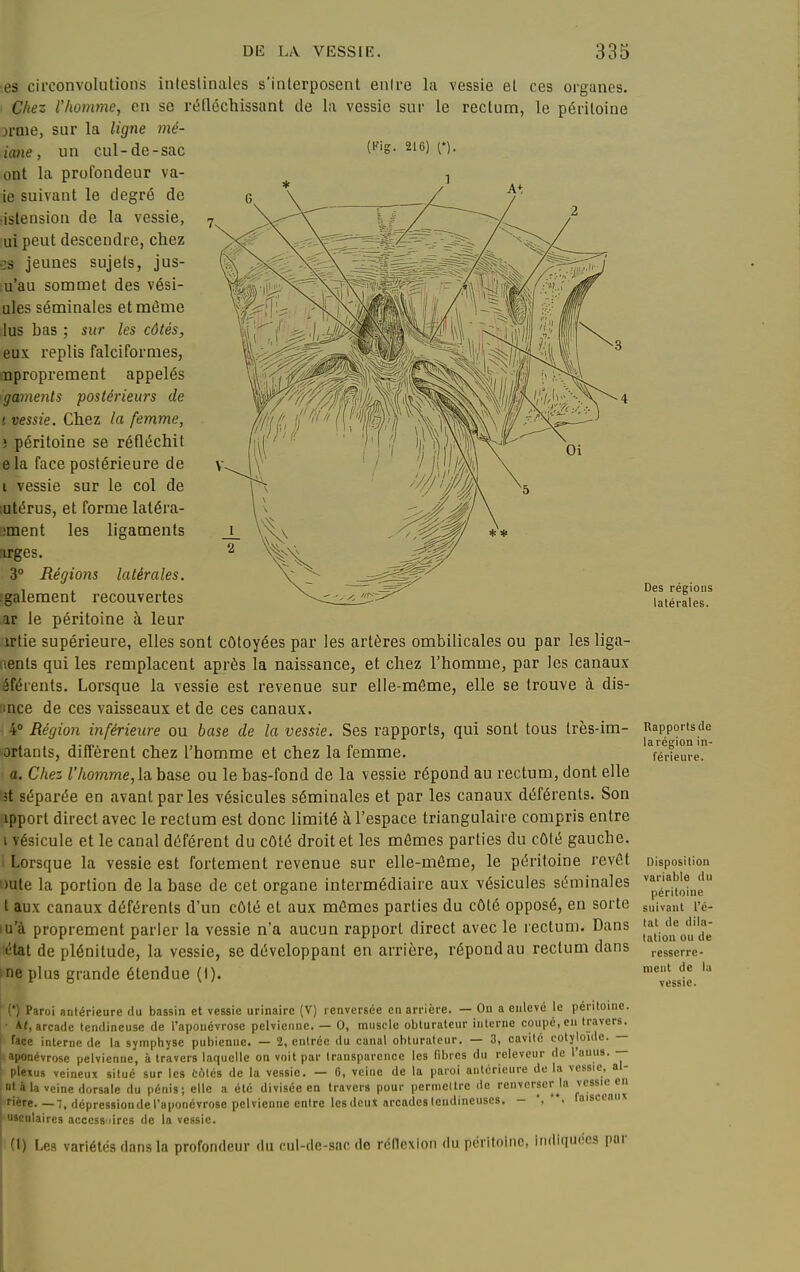 es circonvolutions intestinales s'interposent enire la vessie et ces organes. Chez Vhomme, en se réfléchissant de la vessie sur le rectum, le péritoine jrnie, sur la ligne mé- iane, un cul-de-sac Cig- ^'C) (*)• ont la profondeur va- ie suivant le degré de •istension de la vessie, ui peut descendre, chez •:s jeunes sujets, jus- ;u'au sommet des vési- ules séminales et môme lus bas ; sur les côtés, eux replis falcifornies, nproprement appelés 'gamenls postérieurs de ! vessie. Chez la femme, i péritoine se réfléchit ela face postérieure de i vessie sur le col de iutérus, et forme latéra- :;ment les ligaments :irges. 3° Régions latérales. ■gaiement recouvertes ar le péritoine à leur ■ irtie supérieure, elles sont côtoyées par les artères ombilicales ou par les liga- aenls qui les remplacent après la naissance, et chez l'homme, par les canaux éférents. Lorsque la vessie est revenue sur elle-même, elle se trouve à dis- ince de ces vaisseaux et de ces canaux. 4» Région inférieure ou base de la vessie. Ses rapports, qui sont tous Irès-im- ortanls, diffèrent chez l'homme et chez la femme. a. Chez r/io?nme, la base ou le bas-fond de la vessie répond au rectum, dont elle 5t séparée en avant par les vésicules séminales et par les canaux déférents. Son ipport direct avec le rectum est donc limité à l'espace triangulaire compris entre i vésicule et le canal déférent du côté droit et les mômes parties du côté gauche. Lorsque la vessie est fortement revenue sur elle-môme, le péritoine revôt DUte la portion de la base de cet organe intermédiaire aux vésicules séminales t aux canaux déférents d'un côté et aux mômes parties du côté opposé, en sorte iu'à proprement parler la vessie n'a aucun rapport direct avec le rectum. Dans état de plénitude, la vessie, se développant en arrière, répond au rectum dans me plus grande étendue (I). ■ (*) Paroi antérieure du bassin et vessie urinairc (V) renversée en arrière. — On a enlevé le péritoine. • Af, arcade tendineuse de l'aponévrose pelvienne. — 0, muscle obturateur interne coupé, eu travers. ' face interne de la symphyse pubienne. — 2, entrée du canal obturateur. — 3, cavité cotyloule. — I aponévrose pelvienne, à travers laquelle on voit par transparence les fibres du relevcur de l'auus. — ' pleius veineux situé sur les tolés de la vessie. — 0, veine de la paroi antérieure de la vessie, al- 1'à la veine dorsale du pénis; elle a été divisée en travers pour pernicltrc de renversorja vessie en rière.—7, dépressiondel'aponévrose pelvienne entre les dcut arcades tendineuses. - ', raisccauit usculaires access dres de la vessie. (1) Les variétés dans la profondeur du cul-de-sac de rénexion du péritoine, indiquées por Des régions latérales. Rapports de larégion in- férieure. Disposition variable du péritoine suivant l'é- tat de dila- tation ou de resserre- ment de la vessie.