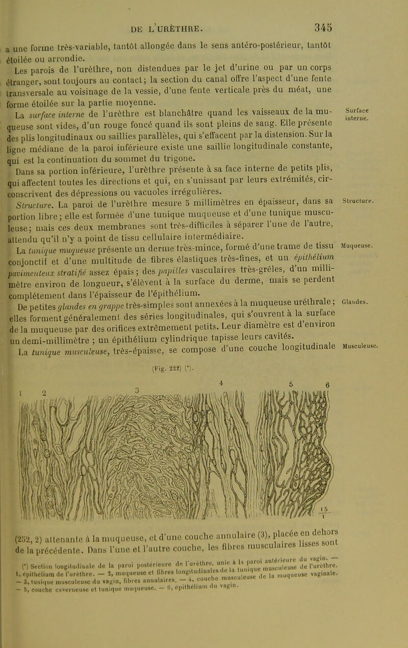 Sui'face iuterue. Structure. a une forme très-variable, tantôt allongée dans le sens anléro-poslérieur, lantûL étoilée ou arrondie. Les parois de l'urèllire, non distendues par le jet d'urine ou par un corps étranger, sont toujours au contact; la section du canal offre l'aspect d'une fente transversale au voisinage de la vessie, d'une fente verticale près du méat, une forme étoilée sur la partie moyenne. La surface interne de l'urùthre est blanchâtre quand les vaisseaux de la mu- queuse sont vides, d'un rouge foncé quand ils sont pleins de sang. Elle présente des plis longitudinaux ou saillies parallèles, qui s'effacent par la distension. Sur la ligne médiane de la paroi inférieure existe une saillie longitudinale constante, qui est la continuation du sommet du trigone. Dans sa portion inférieure, l'urèlhre présente h. sa face interne de petits plis, qui affectent toutes les directions et qui, en s'unissant par leurs extrémités, cir- conscrivent des dépressions ou vacuoles irrégulières. Structure. La paroi de l'urèthre mesure 5 millimètres en épaisseur, dans sa portion libre; elle est formée d'une tunique muqueuse et d'une tunique muscu- leuse; mais ces deux membranes sont très-difticiles à séparer l'une de l'autre, attendu qu'il n'y a point de tissu cellulaire intermédiaire. La tunique muqueuse présente un derme très-mince, formé d'une trame de tissu Muqueuse, conjonctif et d'une multitude de fibres élastiques très-fines, et un épithéhum pavimenteux stratifié assez épais; des papilles vasculaires très-grêles, d'un milli- mètre environ de longueur, s'élèvent à la surface du derme, mais se perdent complètement dans l'épaisseur de l'épithélium. De petites glandes en grappe très-simples sont annexées à la muqueuse urethrale ; ciaudes. elles forment généralement des séries longitudinales, qui s'ouvrent à la surlace de la muqueuse par des orifices extrêmement petits. Leur diamètre est d environ un demi-millimètre ; un épithélium cylindrique tapisse leurs cavités. La tunique musculeuse, très-épaisse, se compose d'une couche longitudinale Musculeuse. (Fig. m) (•). (252, 2) attenante à la muqueuse, et d'une couche annulaire (3), f de ^précédente. Dans l'une et l'autre couche, les fibres musculaires lisses sont . . • _-.âA..:^....rt Ait vflirin. — (•) Section longitudinale de la paroi postérieure de Turethre '^ ^^ù^ de Turothre. i. épithelium de rurèthre. - 2, muqueuse et libres longdud.nales  rmuqucuse vaginale. - 3, tunique musculeuse du sn^r\u, lil.rcs annulaires. - 4. couche mustulcust - 5, couche caverneuse et tunique muqueuse. - «, épithelium du vagin.