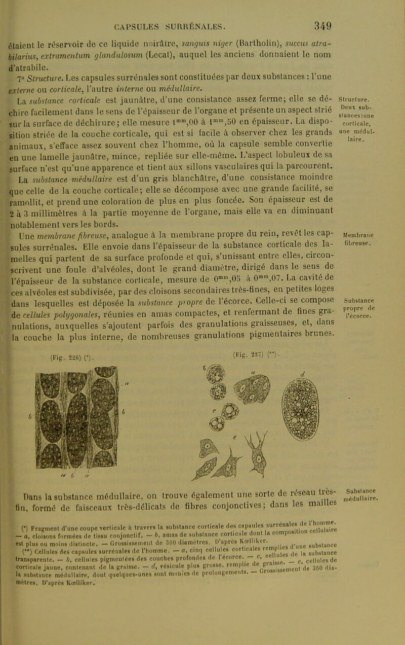 élaienl le réservoir de ce liquide nniratre, sanguis niijer (Bartholin), succus atra- bilarius, extrameiitum glandalosum (Lecat), auquel les anciens donnaient le nom d'atrabile. 7» Stnicture. Les capsules surrénales sont constituées par deux substances : l'une externe ou corticale, l'autre interne ou médullaire. La. substance corticale est jaunâtre, d'une consistance assez ferme; elle se dé- structure, chire facilement dans le sens de l'épaisseur de l'organe et présente un aspect strié °'J';; sur la surface de déchirure; elle mesure l^^-jOO à l»',bO en épaisseur. La dispo- corticale, sition striée de la couche corticale, qui est si (acile à observer chez les grands animaux, s'efface assez souvent chez l'homme, oïl la capsule semble convertie en une lamelle jaunâtre, mince, repliée sur elle-même. L'aspect lobuleux de sa surface n'est qu'une apparence et tient aux sillons vasculaires qui la parcourent. La substance médullaire est d'un gris blanchâtre, d'une consistance moindre que celle de la couche corticale; elle se décompose avec une grande facilité, se ramollit, et prend une coloration de plus en plus foncée. Son épaisseur est de 2 à 3 millimètres à la partie moyenne de l'organe, mais elle va en diminuant notablement vers les bords. Une membrane fibreuse, analogue à la membrane propre du rein, revêt les cap- Membran suies surrénales. Elle envoie dans l'épaisseur de la substance corticale des la- fibreuse, melles qui partent de sa surface profonde et qui, s'unissant entre elles, circon- scrivent une foule d'alvéoles, dont le grand diamètre, dirigé dans le sens de l'épaisseur de la substance corticale, mesure de 0-,05 à 0>™,07. La cavité de ces alvéoles est subdivisée, par des cloisons secondaires très-fines, en petites loges dans lesquelles est déposée la substance propre de l'écorce. Celle-ci se compose su^bstanc de cellules polygonales, réunies en amas compactes, et renfermant de fines gra- p^L', nulalions, auxquelles s'ajoutent parfois des granulations graisseuses, et, dans la couche la plus interne, de nombreuses granulations pigmentaires brunes. (Fig. 226) n. Dans la substance médullaire, on trouve également une sorte de rés( tin, formé de faisceaux très-délicats de fibres conjonctives; dans les Substance incdullnire.