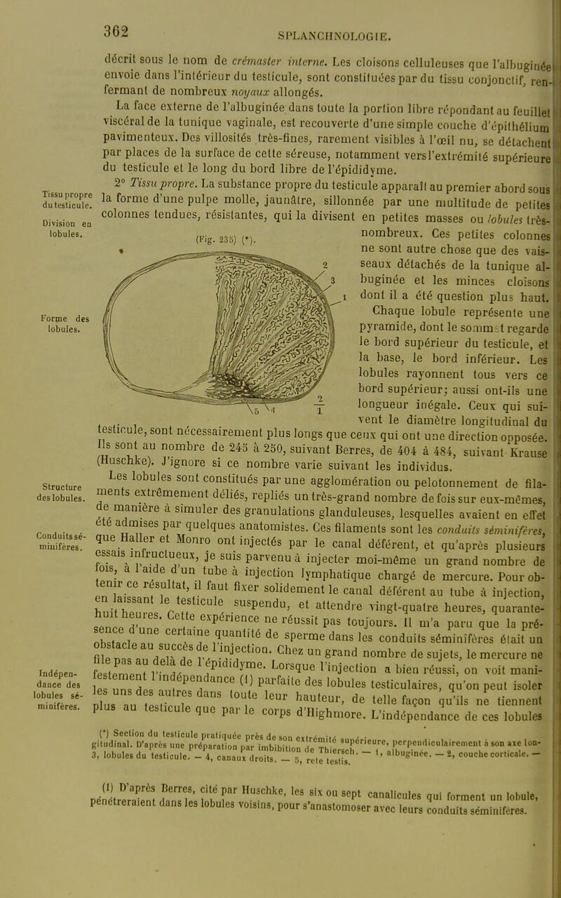 SPLANCHiNOLOGIE. Tissu propre dutesticule. Division en lobules. (Fig. 235) (♦). Forme des lobules. Structure des lobules. Conduitssé- miuifères. Indépen- dance des lobules sé- miaifères. décrit sous le nom de crémaster interne. Les cloisons celluleuses que l'alhugiiK-,. envoie dans l'intérieur du teslicule, sont constituées par du tissu conjonctif, ren fermant de nombreux noyaux allongés. La face externe de l'albuginée dans toute la portion libre répondant au feuill viscéral de la tunique vaginale, est recouverte d'une simple couche d'épithéliu: pavimenteux. Des villosités très-fines, rarement visibles à l'oeil nu, se délachei. par places de la surface de cette séreuse, notamment versl'extrémilé supérieure du testicule et le long du bord libre de l'épididyme. 2° Tissu propre. La substance propre du testicule apparaît au premier abord sous la forme d'une pulpe molle, jaunâtre, sillonnée par une multitude de petites colonnes tendues, résistantes, qui la divisent en petites masses ou lobules très- nombreux. Ces petites colonnes ne sont autre chose que des vais- seaux détachés de la tunique al- buginée et les minces cloisons dont il a été question plus haut. Chaque lobule représente un ■ pyramide, dont le soaimst regard le bord supérieur du testicule, et la base, le bord inférieur. Le; lobules rayonnent tous vers ce bord supérieur; aussi ont-ils une longueur inégale. Ceux qui sui- , ,. , ^'ent le diamètre longitudinal di testicule, sont nécessairement plus longs que ceux qui ont une direction opposé. Ils sont au nombre de 245 à 230, suivant Berres, de 404 à 484, suivant Krau.. (Huschke). J'ignore si ce nombre varie suivant les individus. Les lobules sont constitués par une agglomération ou pelotonnement de fila- ments extrêmement déliés, repliés un très-grand nombre de fois sur eux-mêmes, de manière a simuler des granulations glanduleuses, lesquelles avaient en effet cté admises par quelques anatomistes. Ces filaments sont les conduits séminifères, que Haller et Monro ont injectés par le canal déférent, et qu'après plusieurs essais infructueux, je suis parvenu à injecter moi-même un grand nombre de OIS, a laide d un tube à injection lymphatique chargé de mercure. Pourob- In L Inf, f'/ T ^«''«^^«^t le canal déférent au tube à injection, huit hPnl p H ' .««pendu, et attendre vingt-quatre heures, quarante- sence d'une , ^'-^^ ^°J°'-«-  ^^'^ P^'' P^é- Thstarle^,? ''l'i^'*''^ sperme dans les conduits séminifères était un 1 n -r^r'- ^''^ ^^^«^ «^^r*^ ^e sujets, le mercure ne l21T^V '^^'■^^'^ - I^i^ ••'^■-«^ on voit mani- 1 un, H , 'f P^^'^^ P'-^^'^^i'e des lobules testiculaires, q^'on peut isoler iTus au r r ''f ''^ e tiennent plus au testicule que par le corps d'Highmore. L'indépendaice de ces lobules (*) Section du teslicule pratiquée près de son eiir^mii^ c, - • gltudinal. D'après une préparation par imb bitio^ e t /s h'''T;i';'^'''t'l ' 3, lobules du testicule. - 4, canaux droits. - î i^^te tcstis ~ '  couche corfcale. - Pélétrerin! aZ'L t^ 7 .^'^ ° ^««'^'«^ l' un lobule, pénétreraient dans les lobules vois.ns, pour s'anastomoser avec leurs conduits séminifères.