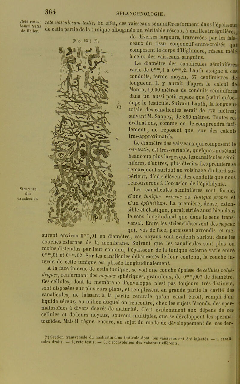 fosum'leslïs '^'^ ^«^'^osum testis. En effet, ces vaisseaux séminifères forment dans l'épaisse^ de Haiier. Cette partie de la tunique albuginiîe un véritable réseau, à mailles irrégulières de diverses largeurs, traversées par les fais- ceaux du tissu conjonctif entre-croisés qui composent le corps d'Highmore, réseau môlé à celui des vaisseaux sanguins. Le diamètre des canalicules séminifèret varie de O»,! à 0'^'°,'2. Lauth assigne à C6i conduits, terme moyen, G7 centimètres de longueur. 11 y aurait d'après le calcul de Monro, 1,630 mètres de conduits séminifèrei dans un aussi petit espace que Jcelui qu'oc- cupe le testicule. Suivant Lauth, la longueur totale des canalicules serait de 775 mètres; suivant M. Sappey, de 850 mètres. Toutes ces évaluations, comme on le comprendra faci- lement , ne reposent que sur des calculs très-approximatifs. Le diamètre des vaisseaux qui composent le rete testis, est très-variable, quelques-unsélaat beaucoup plus larges que les canalicules sémi- nifères, d'autres, plus étroits. Les premiers se remarquent surtout au voisinage du bord su- périeur, d'où s'élèvent des conduits que nous retrouverons à l'occasion de l'épididyme. Les canalicules séminifères sont formés d'une tunique externe ou tunique propre et d'un épithéliurn. La première, dense, exten- sible et élastique, paraît striée aussi bien dans le sens longitudinal que dans le sens trans- versal. Entre les stries s'observent des noyaux qui, vus de face, paraissent arrondis et me- surent environ 0°',01 en diamètre; ces noyaux sont évidents surtout dans les couches externes de la membrane. Suivant que les canalicules sont plus ou moins distendus par leur contenu, l'épaisseur de la tunique externe varie entre O^^^Ol et 0«,02. Sur les canalicules débarrassés de leur contenu, la couche in- terne de cette tunique est plissée longitudinalement. A la face interne de celte tunique, se voit une couche épaisse de cellules polyé- driques, renfermant des 7ioyaux sphériques, granuleux, de 0,007 de diamètre. Ces cellules, dont la membrane d'enveloppe n'est pas toujours très-distincte, sont disposées sur plusieurs plans, et remplissent en grande partie la cavité des canalicules, ne laissant à la partie centrale qu'un canal étroit, rempli d'un liquide séreux, au milieu duquel on rencontre, chez les sujets féconds, des sper- matozoïdes A divers degrés de maturité. C'est évidemment aux dépens de ces cellules et de leurs noyaux, souvent multiples, que se développent les sperma- tozoïdes. Mais il règne encore, au sujet du mode de développement de ces der- structure des canalicules. (•) Section transversale du niédiastin d'un testicule dont les vaisseaux ont été injectés. — ) canali- cules droits. — 2, rete testis. — 3, circonvolution des vaisseaux effércnts. '