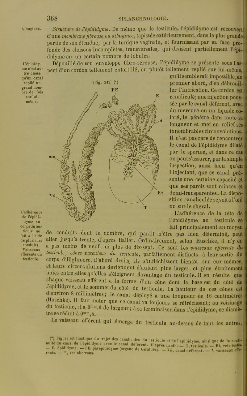 Albuginée, L'épididy- nie n'est au- tre chose qu'un canal replié un grand nom- bre de fois sur lui- même. L'adhérence lie l'épidi- dyme au corpsdutes- ticule se fait à l'aide de plusieurs conduits. Vaisseaux efférenls du teslicule. Structure de Vépididyme. De môme que le teslicule, l'épididyme est recouvert d'une membrane fibreuse ou allufjinée, tapissée extérieurement, dans la plus grande partie de son étendue, par la tunique vaginale, et fournissant par sa face pro- fonde des cloisons incomplètes, transversales, qui divisent partiellement l'épi- didyme en un certain nombre de lobules. Dépouillé de son enveloppe fibro-sércuse, l'épididyme se présente sous l'as- pect d'un cordon tellement entortillé, ou plutôt tellement replié sur lui-môme, qu'il semblerait impossible,ao (Fig. 242) (*). premier abord, d'en débroufl- 1er l'intrication. Ce cordon est canaliculé;uneinjection pous- sée par le canal déférent, avec du mercure ou un liquide co- loré, le pénètre dans toute sa longueur et met en relief ses innombrables circonvolutions. 11 n'est pas rare de rencontrer le canal de l'épididyme dilaté par le sperme, et dans ce cas on peut s'assurer, par la simple inspection, aussi bien qu'en l'injectant, que ce canal pré- sente une certaine capacité et j que ses parois sont minces etj demi-transparentes. La dispo-j sition canaliculée sevoitàrœUl nu sur le cheval. L'adhérence de la tête de l'épididyme au testicule se fait principalement au moyen de conduits dont le nombre, qui paraît n'élre pas bien déterminé, peut aller jusqu'à trente, d'après Haller. Ordinairement, selon Huschke, il n'y en a pas moins de neuf, ni plus de dix-sept. Ce sont les vaisseaux efférents du teslicule, cônes vasculeux du testicule, parfaitement distincts à leur sortie du corps d'Highmore. D'abord droits, ils s'infléchissent bientôt sur eux-mêmes, et leurs circonvolutions deviennent d'autant plus larges et plus étroitement unies entre elles qu'elles s'éloignent davantage du testicule. Il en résulte que i chaque vaisseau efférent a la forme d'un cône dont la base est du côté de l'épididyme, et le sommet du côté du teslicule. La hauteur de ces cônes est m Ti°V ™^ ^^^^^^ ^ ^ longueur de 16 centimèires (Huschke). 11 faut noter que ce canal va toujours se rétrécissant; au voisinage du teslicule, il a 0',6 de largeur; à sa terminaison dans l'épididyme, ce diamè- tre se réduit à O',4. Le vaisseau efférent qui émerge du teslicule au-dessus de tous les autres. ( ) F>gure schemalu,ue du trajet des canalicules du testicule et de l'épididyme. ainsi que de la conti- nuité du canal de 1 ep,didyn,e avec le canal déférent. D'après Uuth. - T. testi;ule. - Ht. rele testis- 7ent ITs'abTrran?'' '^^ ~ ''''  *'