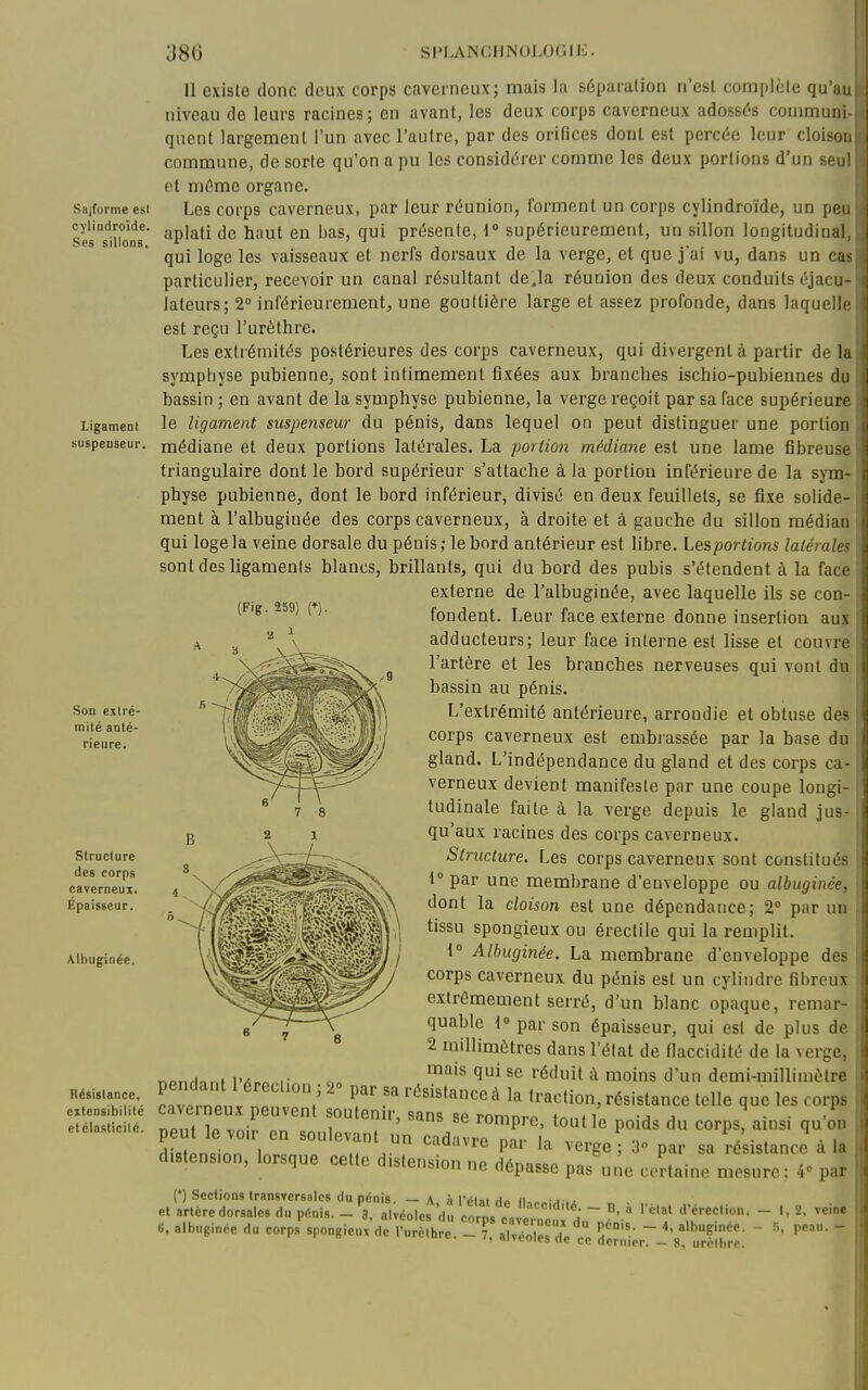 Sajforme est cyliadroïde. Ses sillons. Ligament suspeuseur. Son extré- mité anté- rieure. Structure des corps caverneux. Epaisseur. Albuginée. (Fig. 259) n. Résistance, extensibilité etélasiicilé. 11 existe donc deux corps caverneux; mais la séparation n'est complète qu'a niveau de leurs racines; en avant, les deux corps caverneux adossés commun qiient largement l'un avec l'autre, par des orifices dont est percée leur cloisi commune, de sorte qu'on a pu les considérer comme les deux portions d'un se et même organe. Les corps caverneux, par leur réunion, forment un corps cylindroïde, un [u aplati de haut en bas, qui présente, 1° supérieurement, un sillon longitudinal, qui loge les vaisseaux et nerfs dorsaux de la verge, et que j'ai vu, dans un ca-^ particulier, recevoir un canal résultant de.la réunion des deux conduits éjaci- lateurs; 2° inférieurement, une gouttière large et assez profonde, dans laquell- est reçu l'urèthre. Les extrémités postérieures des corps caverneux, qui divergent à partir de 1 ■ sj'mphyse pubienne, sont intimement fixées aux branches ischio-pubiennes fl bassin ; en avant de la symphyse pubienne, la verge reçoit par sa face supérieuj le ligament suspenseur du pénis, dans lequel on peut distinguer une portir* médiane et deux portions latéi'ales. La portion mndiane est une lame fibreu- triangulaire dont le bord supérieur s'attache à la portion inférieure de la sym- physe pubienne, dont le bord inférieur, divisé en deux feuillets, se fixe solidr ment à l'albuginée des corps caverneux, à droite et à gauche du sillon média:, qui loge la veine dorsale du pénis; le bord antérieur est libre. Lesportions latérale^ sont des ligaments blancs, brillants, qui du bord des pubis s'étendent à la face externe de l'albuginée, avec laquelle ils se con- fondent. Leur face externe donne insertion aux adducteurs; leur face interne est lisse et couvre l'artère et les branches nerveuses qui vont du bassin au pénis. L'extrémité antérieure, arrondie et obtuse des corps caverneux est embiassée par la base du gland. L'indépendance du gland et des corps ca- verneux devient manifeste par une coupe longi- tudinale faite à la verge depuis le gland jus- qu'aux racines des corps caverneux. Structure. Les corps caverneux sont constitués 1 par une membrane d'enveloppe ou albuginée, dont la cloison est une dépendance; 2° par un tissu spongieux ou érectile qui la remplit. i° Albuginée. La membrane d'enveloppe des corps caverneux du pénis est un cylindre fibreux extrêmement serré, d'un blanc opaque, remar- quable 10 par son épaisseur, qui est de plus de 2 millimètres dans l'état de flaccidité de la verge, r.or.Hor, ,w„„ ,. „ ^'^'^ ^i se réduit à moins d'un demi-millimètre C.V . n n^^^ par sa résistance à la traction, résistance telle que les corps Z TZu T T'T' ^^^P'-^' P«ids du corps ainsi qu'on S slln ^'^'«^.r^,'^ ^«davre par la verge 3 par sa ré istance à la distension, lorsque cette d stensinn no r\âr^„^.^ . ' . u'sicnsion ne dépasse pas une certaine mesure; 4° par (*) Sections transversales du pénis. — A à IVlai dp r. • et artère dorsales du pénis. - 3, alvéoles du ZVVl . ~ ^ ^'érection. - 1, 2, veine 6. albuginée du corps'spongieux'de iSh -T f'^:   »• P  M ai>(.oies ae ce dernier. — 8, urclhrr.