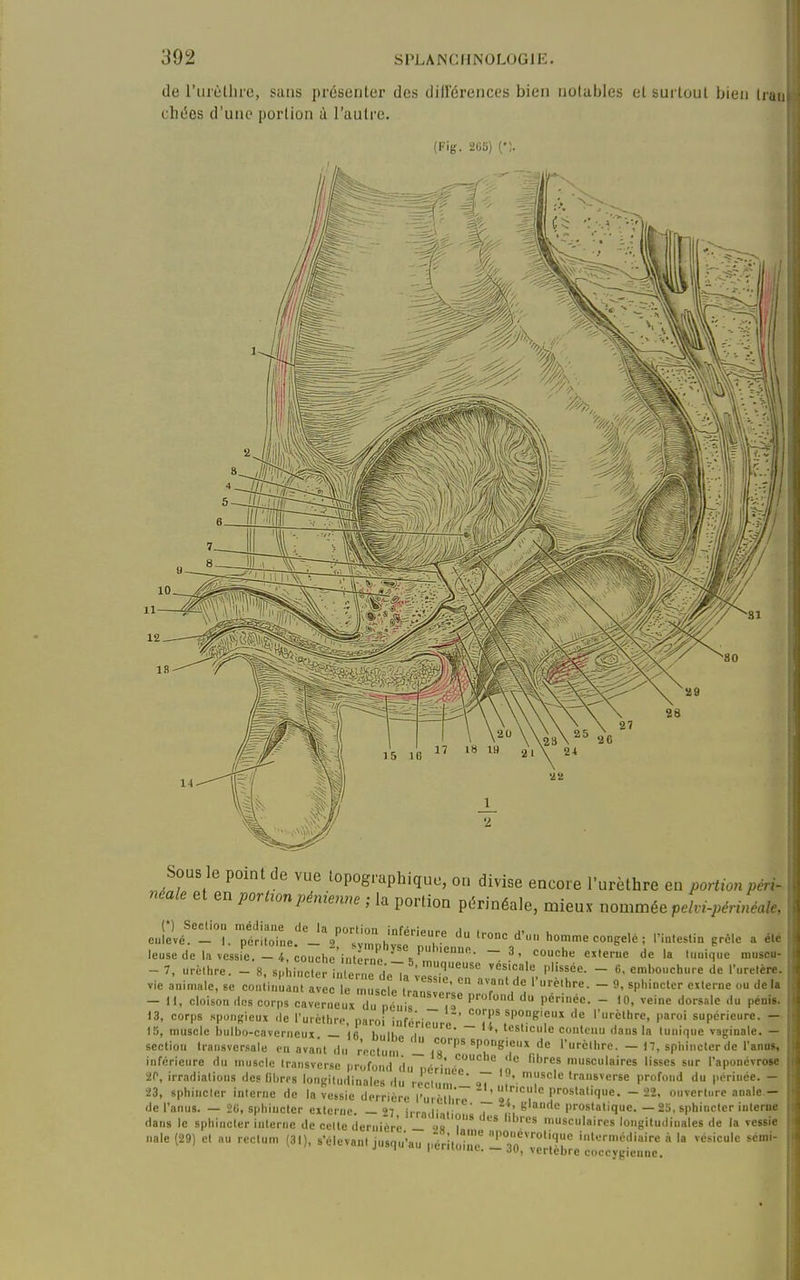 de l'iirètlirc, sans présenter des dillcrences bien noiables el surtout bien irau cht5es d'une portion à l'autre. (Fig. 265) (•;. Sous le point de vue lopographique, on divise encore l'urèthre en portion péri- néale et en portionpénienne ; la portion périnéale, mieux nommée pelvi-périnéale, .P'- couche ejteruc de la li.uiqne muscu- leuse de la vessie. -4, couche iiUerno N'^ vie animale, se conùuLntVvL le museîe '  =P''''=' ^'•^ '* - 11. cloison .les corps caver Ïx d ' / P*^--'-  <»• 13, corps spongieux .le l'urè.hr,., paroi élire f .^P^-^'f  ''^ l'urèthre, p 15, muscle bulbo-caverne„T _ « i.. , , ~ 'esl.c.ile couteau daus la I idela veine dorsale du pénis, re, paroi supérieure. — 15, muscle iiulbo-caverneux — U V.nir'T''^'^' ~ '''^''<='e couteau daus la tunique vaginale. - section transversale en ava.it du rVcl,,' , ' _ iT'''''T^'f'''■ctl-e. - 17, sphincter de TanM, infiirieure du muscle Iransverse profond du ^^ libres musculaires lisses sur l'aponévroBe 20, irradiations des lil.rps longiludinales du rco'inm ,7 '^''''^ transverse profond du périnée. - 23, sphincter interne de la vessie derrière l'urèiL l'Os'a'''l»e, -22. onverl,.rc anale- de l'anus. — 20, sphincter externe. — 27 irrn.lim 7 . ! ^ prostatique. — 2S, sphincter interne dans le sphincter interne de celte deruièi-è _ 'm \ ^ musculaires longituilinales de la vessie nale (29) el au rectum (31), s'élevani jusqu'au nérîl.dr P'''=°''1'= itcrn.édiairc à la vésicule sémi- j 1 l-^-. — 30, vertèbre coecygicune.