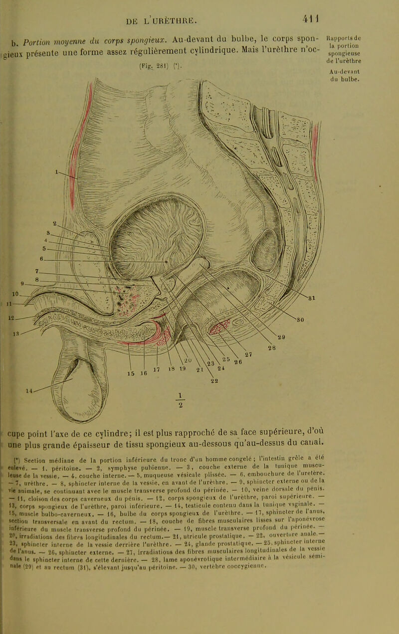 DIS L URÈTlIRIi: b Portion moyenne du corps spongieux. Au-devant du bulbe, le corps spon- oieux présente une forme assez régulièrement cylindrique. Mais l'urèlhre n'oc- ^p^^g-,', , , , de l'urèthre (Pig, 281) {•). Au-devant du bulbe. cupe point l'axe de ce cylindre; il est plus rapproché de sa face supérieure, d'où une plus grande épaisseur de tissu spongieux au-dessous qu'au-dessus du canal. n Section médiane de la portion inférieure du tronc d'un homme congelé ; l'intestin grcle a été enle»é. — 1. péritoine. — 2, symphyse pubienne. — 3, couche externe de la tunique muscu- lepse de h vessie. — 4, couche interne. — 5, muqueuse vésicale plisséc. — 6, embouchure de l'uretère. - 7, urèthre. - 8, 8()hincler interne de la vessie, en avant de l'urèlhre. — 9, sphincter externe ou de la vie animale, se continuant avec le muscle transverse profond du périnée. — 10, veine <lors!ile du pénis. — Il, cloison des corps caverneux du pénis. — 12, corps spongieux de l'urclhre, paroi supérieure. — 13, corps «p.ingicux de Turèthre, paroi inférieure. — U, testicule contenu dans la lunicpie v-iginale. — 15, muscle bulbo-caverneux. — 16, bulbe du corps spongieux de l'urèlhre. — 17, sphincter de l'anus, section transversale en avant du rectum. — 18, couche de fibres musculaires lisses sur l'aponévrose inférieure du muscle transverse profond du périnée. — 19, muscle Iransvcrse profond du pennée. — 2^ irradiations des fibres longitudinales du rectum.— 21, utricule prostatique. - 22, ouverture anulo. 23, sphincter interne de la vessie derrière l'urèthre. — 24, glande prostatique. — 25, sphincter interne (le l'anus. — 2G, sphincter externe. — 27, irradiations des libres musculaires longitudinales de la vessie dans le sphincter interne de cette dernière. — 28. lame aponcvroliquc intermédiaire n la vésicule sémi-