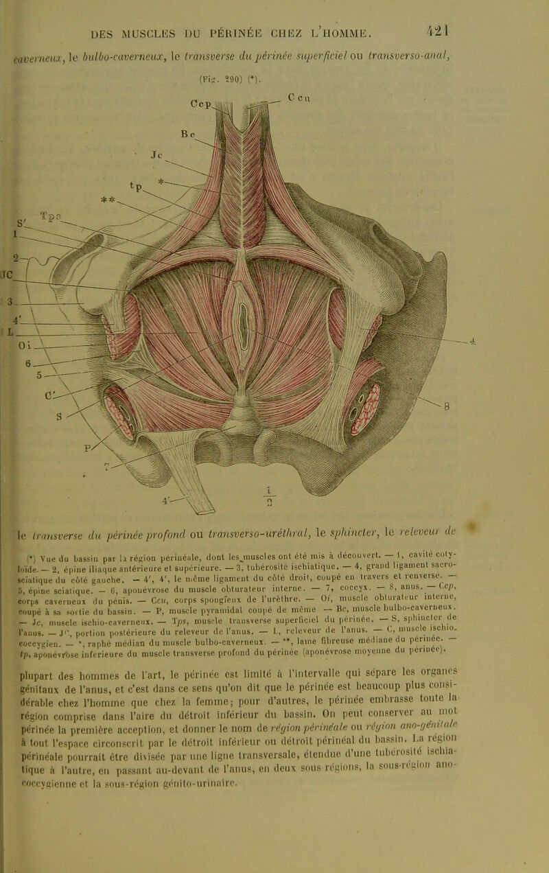 mocmeia , le biUbo-caverneux, le transverse du périnée superficiel ou Iransverso-anal, fKiu'. 290) {•). CcP^l le iransverse du périnée profond ou transverso-urélhral, le sphincler, le relcveui de (') Vue du bassin par \i réfîion péiiucale, dont lesjTiuscles ont été mis à découvert. — \, cavité coty- loïde.- 2, épine iliaque antérieure et supérieure. — 3, tubérositc ischiatique. — 4, grand ligament sacro- »cialique du colé gauche. - 4', 4', le n.éme ligamint du côlé droil, coupé en travers et renverse. - 5, épine scialique. - G, aponévrose du muscle obturateur interne. — 7, coccyx. — 8, anus. — Cep, corps caverneux du pénis. - Ccu, corps spongreux de l'urèlhre. - Oi, muscle oblurat. ur interne, coupé à sa sortie du bassin. - P, muscle pyramidal coupé de même - Bc, muscle bulbo-caverneux. — Je, muscle iscbio-caverneui. — Tps, muscle transverso superficiel du peruico. — S, s|.liincter (le l'anus. -Ji-, portion postérieure du relcveur de l'anus. — t, relevcur de l'anus. — ('., muscle iscluo. coccvgien. - raphé médian du muscle bulbo-caverneux. — '*, lame fibreuse médiane du pennée. - tp, a'ponévrtise inférieure du muscle transverse profond du périnée (aponévrose moyenne du pennée). plupart des hommes de l'art, le périnée est limité à rinlervalie qui sépare les organes génitaux de l'anus, et c'est dans ce sens qu'on dit que le périnée est beaucoup plus consi- dérable chez l'homme que chez la femme; pour d'aulres, le périnée embrasse toute la région comprise dans l'aire du détroit inférieur du bas.sin. On peut conserver au mot périnée la première acception, et donner le nom de région périnéale ou réyion ano-gémlale à tout l'espace circonscrit par le détroit inférieur on délioit périncal du bassin. La région périnéale pourrait être divisée par une ligne transversale, étendue d'une lubciosilc ischia- tique à l'autre, en passant au-devunl de l'anus, en deux sous régions, la sous-repion ano- coccygieiine et la sous-région génito-urinairc.