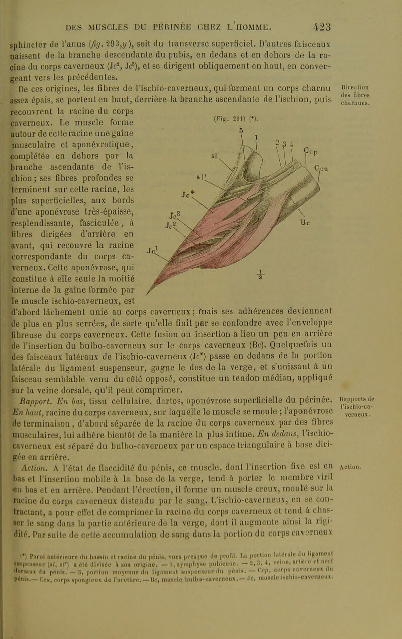 (Fis. 291) (♦). 5 sphincter de l'anus [fig. 293,?/), soit du transverse superficiel. D'autres faisceaux naissent de la branche descendante du pubis, en dedans et en dehors de la ra- cine du corps caverneux (Je*, Je'), et se dirigent obliquement en haut, en conver- geant vers les prc^cédentcs. De ces origines, les fibres de l'ischio-caverneux, qui ibrmenl un corps charnu assez épais, se portent en haut, derrière la branche ascendante de l'ischion, puis recouvrent la racine du corps caverneux. Le muscle forme autour de ce! te racine une gaine musculaire et aponévrotique, complétée en dehors par la branche ascendante de l'is- chion ; ses fibres profondes se terminent sur cette racine, les plus superflcielles, aux bords d'une aponévrose très-épaisse, resplendissante, fasciculée, à fibres dirigées d'arrière en avant, qui recouvre la racine correspondante du corps ca- verneux. Celte aponévrose, qui constitue à elle seule la moitié interne de la gaîne formée par le muscle ischio-caverneux, est d'abord lâchement unie au corps caverneux; tnais ses adhérences deviennent de plus en plus serrées, de sorte qu'elle finit par se confondre avec l'enveloppe fibreuse du corps caverneux. Cette fusion ou insertion a lieu un peu en arrière de l'insertion du bulbo-caverneux sur le corps caverneux (Bc). Quelquefois un des faisceaux latéraux de l'ischio-caverneux (Je*) passe en dedans de la portion latérale du ligament suspenseur, gagne le dos de la verge, et s'unissant à un faisceau semblable venu du côté opposé, constitue un tendon médian, appliqué sur la veine dorsale, qu'il peut comprimer. Rapport. En bas, tissu cellulaire, dartos, aponévrose superficielle du périnée. En haut, racine ducorps caverneux, sur laquelle le muscle semoule ; l'aponévrose de terminaison , d'abord séparée de la racine du corps caverneux par des fibres musculaires, lui adhère bientôt de la manière la plus intime. En dedans, l'ischio- caverneux est séparé du bulbo-caverneux par un espace triangulaire à base diri- gée en arrière. Actioji. A l'état de flaccidité du pénis, ce muscle, dont l'insertion fixe est en bas et l'insertion mobile à la base de la verge, tend ;\ porter le iuemi)re viril en bas et en arrière. Pendant l'érection, il forme un muscle creux, moulé sur la racine du corps caverneux distet)du par le sang. L'ischio-caverneux, en se con- tractant, a pour eifct de comprimer la racine du corps caverneux et tend à chas- ser le sang dans la partie aniérieurc de la verge, dont il augmente ainsi la rigi- dité. Par suite de cette accuumlation de sang dans la portion du corps caverneux Direction (les fibres clianiues. Rapports de l'ischio-ca- Actioii. lu bassin et racine du pénis, vues prcs'|uo .le profil. La portion latérale ilu ligament !tc divisée à son origine. - I, sympbyse pubienne. -2,3, veine, nrlorc ctncrl I') Paroi antérieure ( •uspcuscnr (»/, .ïi') a été ^ ^ , , dorsaux du pénis. — B, portion moyenne du ligament suspcnseiir ilu pénis. —(>/). corps caverneux du pénis— Ccu, corps spongicun de l'urelbre.— Uc, muscle liulbo-cavcrncux.- Je, muscle ischio-cavcrneni.