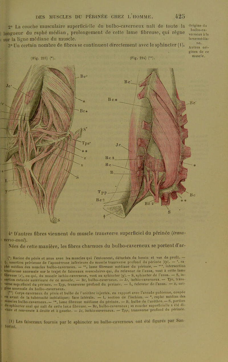 2 La l'oiiclie musculaire superliciolle du bulbo-caverncux naîl de toute la ongine du longueur du raphé médian, prolongement de cette lame fibreuse, qui règne ve'i'ieuxTia sur la ligne médiane du muscle. lamemedia- 3» Un certain nombre de fibres se continuent directement avecle sphincter (I). Auirso,.i. giiies de ce muscle. (Fig. 293) (♦). (Kig. 294) (). -Bc' ■ 7, V' D'autres fibres viennent du muscle transver^e superficiel du périnée {trans- verso-anal). Nées de relie manière, les fibres charnues du bulbo-caverneux se portent d'ar- (*) Racine du pénis et anus avec les muscles qui l'enloiireni, détachés du bassin et vus de prolil. — f. insertion pelvienne de l'aponévrose inférieure du nniiscle transvurse pioTond du périnée [Ip]. — '. ra phc médian des muscles bulbo-caverneux. — , lame fibreuse médiane du |)érinée, — ***, intersection tendineuse anormale sur le trajet de faisceaux musculaires qui, du rclevcur de l'anus, vont à celle lame fibreuse ij), ou qui, du muscle ischio-caverneux, vont au sphincter (y)-— S, sphincter de l'anus. — S, in- sertion cutanée antérieure de ce muscle. — Bc, bulbo-caverneux. — Je, ischio-caverneux. — T/)x, trant- verse superficiel du périnée. — 'Tfp, transverse profond du périnée. — L, releveur d-i l'anus, — s, ori- ffine anormale du bulbo-caverneux. ('*) Corps caverneux du pénis et bulbe de l'urclhrc injectés, en rapport avec l'arcade pubienne, coupée en avant de la tubérosité ischiatique; face latérale. — I, section de l'ischion. — raphé médian des muscles bulbo-caverneux.— lame fibreuse médiane du périnée. — II. bulbe de rnrcthie. — .S, portion •Iji sphincler anal qui naît de celle laii.c fibreuse.— Bc, bulbo-cnverneux ; sa couche superficielle a été di- »i»ée et renversée à droite et à ■,!;8uche. — Je, ischio-caverneux. — T/j/', Iransverse profond du périnée. (1) Les fuisccuiix fournis par le spliiiitter au bulbo-ciivoriictix ont (-lé ngurc.s par San lorini.