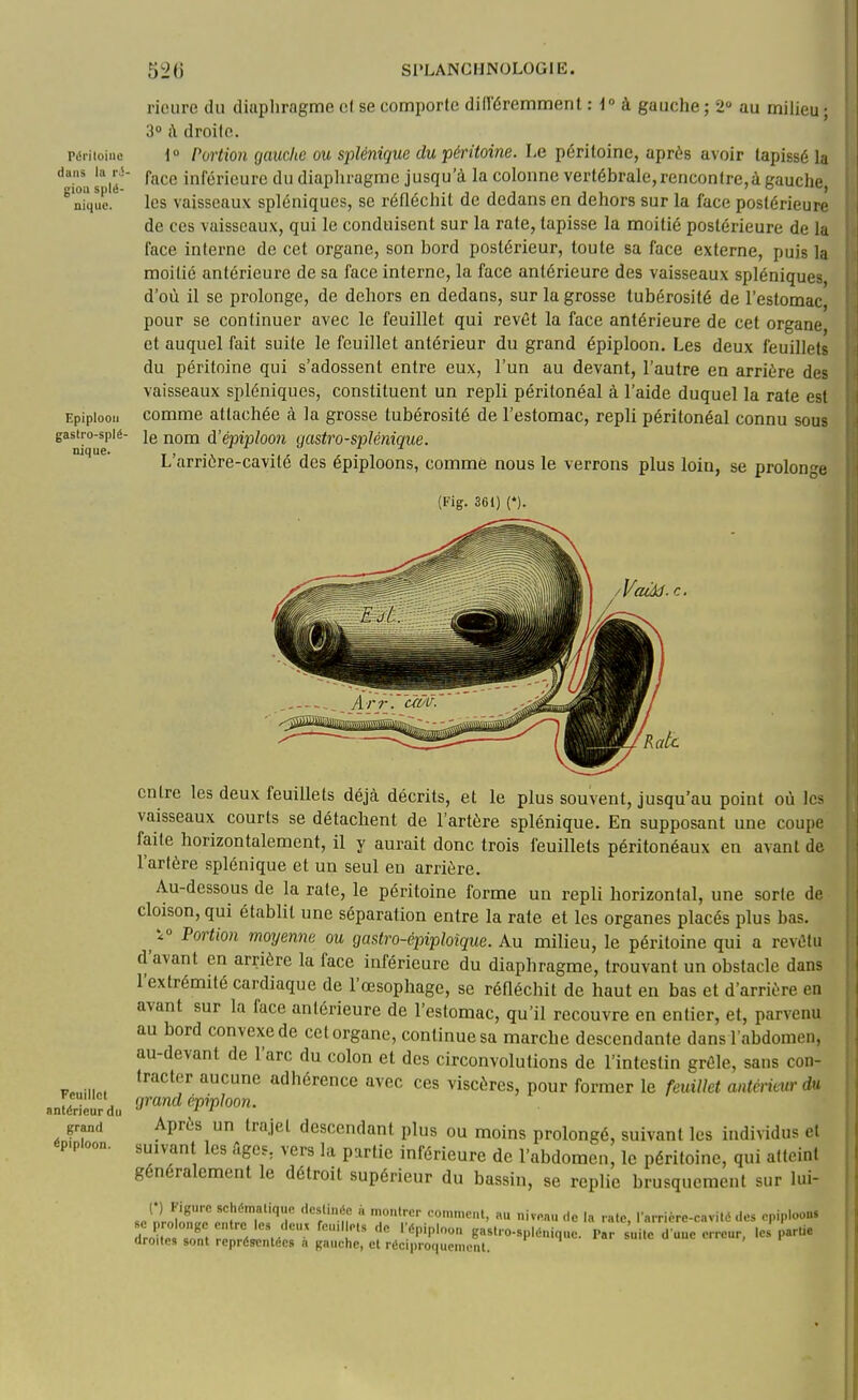 Périloiiie dans la r^- giou splé- niquc. Epiplooii gastro-splé- nique. Feuillet antérieur du grand épiploon. riciire du diaphragme cl se comporte di(léremment H» à gauche ; 2° au miheu ; 3» i\ droilo. 1 Portion gauche ou splénique du péritoine. Le péritoine, après avoir tapissé la face inférieure du diapliragme jusqu'à la colonne vertébrale, rencontre,à gauche, les vaisseaux spléniques, se réfléchit de dedans en dehors sur la face postérieure de ces vaisseaux, qui le conduisent sur la rate, tapisse la moitié postérieure de la face interne de cet organe, son bord postérieur, toute sa face externe, puis la moitié antérieure de sa face interne, la face antérieure des vaisseaux spléniques d'où il se prolonge, de dehors en dedans, sur la grosse tubérosité de l'estomac pour se continuer avec le feuillet qui revêt la face antérieure de cet organe et auquel fait suite le feuillet antérieur du grand épiploon. Les deux feuillets du péritoine qui s'adossent entre eux, l'un au devant, l'autre en arrière des vaisseaux spléniques, constituent un repli péritonéal à l'aide duquel la rate est comme attachée à la grosse tubérosité de l'estomac, repli péritonéal connu sous le nom d'épiploo7i gastro-splénique. L'arrière-cavilé des épiploons, comme nous le verrons plus loin, se prolonge (Fig. 361) (*). entre les deux feuillets déjà décrits, et le plus souvent, jusqu'au point oii les vaisseaux courts se détachent de l'artère splénique. En supposant une coupe faite horizontalement, il y aurait donc trois feuillets péritonéaux en avant de l'artère splénique et un seul en arrière. Au-dessous de la rate, le péritoine forme un repli horizontal, une sorte de cloison, qui établit une séparation entre la rate et les organes placés plus bas. Fortion moyenne ou gastro-épiploîque. Au milieu, le péritoine qui a revêtu cl'avant en arrière la face inférieure du diaphragme, trouvant un obstacle dans l'extrémité cardiaque de l'œsophage, se réfléchit de haut en bas et d'arrière en avant sur la face antérieure de l'estomac, qu'il recouvre en entier, et, parvenu au bord convexe de cet organe, continue sa marche descendante dans l abdomen, au-devant de l'arc du colon et des circonvolutions de l'intestin grêle, sans con- tracter aucune adhérence avec ces viscères, pour former le feuillet antérieur du grand épiploon. Après un trajet descendant plus ou moins prolongé, suivant les individus et suivant les âges, vers la partie inférieure de l'abdomen, le péritoine, qui atteint généralement le détroit supérieur du bassin, se replie brusquement sur hii- JilZrjliT'''^7' ''/'îr T'^r i^'^» '0 ••K'. l'arriérc-cavitédes epiploous droite Z Z Z^ u B'''<'-''l>l'inique. Par suite d une erreur, les parUe droites sont représentées a gauche, et récipro(|ucmcnt.