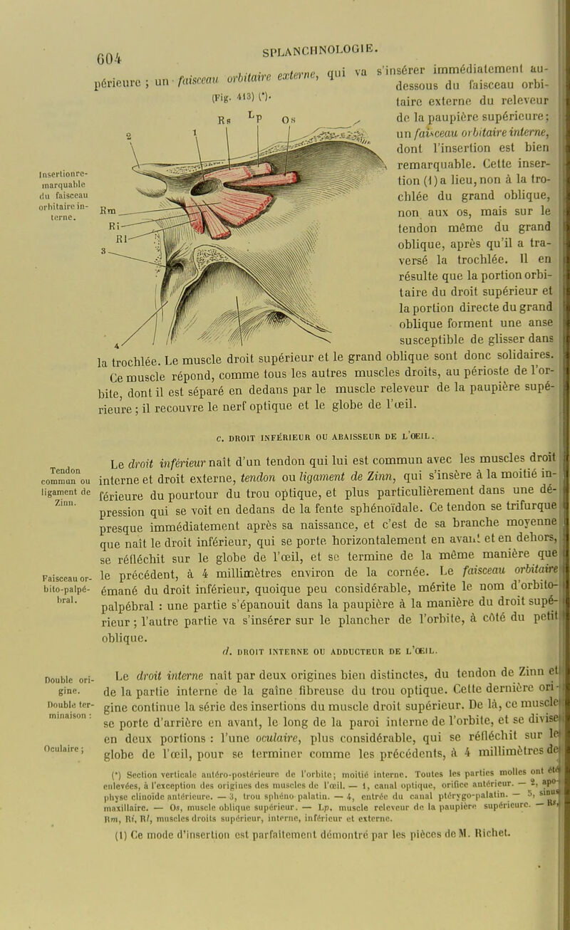 G04 périeurc; un Z-atoflu orbilairc externe, qui (Fig. 413) [')■ L va Insei'lionre- inarquable du faisceau orhitaii'C in- terne. s'insérer immédiatemeni au- dessous du laiseeau orbi- laire externe du releveur de la paupière supérieun un faUceau orbitaire interne, dont l'insertion est bien remarquable. Celte inser- tion {] ) a lieu, non à la tro- chlée du grand oblique, non aux os, mais sur le tendon même du grand oblique, après qu'il a tra- versé la trochlée. Il en résulte que la portion orbi- taire du droit supérieur et la portion directe du grand oblique forment une anse susceptible de glisser dans la trochlée. Le muscle droit supérieur et le grand obUque sont donc solidaires. Ce muscle répond, comme tous les autres muscles droits, au périoste de l'or- bite, dont il est séparé en dedans par le muscle releveur de la paupière supé- rieure ; il recouvre le nerf optique et le globe de l'œil. Tendon commun ou ligament de Zinn. Faisceau or- bito-palpé- bral. Double ori- gine. Double ter- minaison : Oculaire ; ue ire l C. DROIT INFÉRIEUR OU ABAISSEUR DE LœiL. Le droit inférieurnsiît d'un tendon qui lui est commun avec les muscles droit interne et droit externe, tendon ou ligament de Zinn, qui s'insère à la moitié in- férieure du pourtour du trou optique, et plus particulièrement dans une dé- pression qui se Yoit en dedans de la fente sphénoïdale. Ce tendon se trifurque presque immédiatement après sa naissance, et c'est de sa branche moyenne que naît le droit inférieur, qui se porte horizontalement en avaui et en dehors, se réfiéchit sur le globe de l'œil, et se termine de la môme manière que le précédent, à 4 millimètres environ de la cornée. Le faisceau orbitaire émané du droit inférieur, quoique peu considérable, mérite le nom d'orbit palpébral : une partie s'épanouit dans la paupière à la manière du droit supé- rieur ; l'autre partie va s'insérer sur le plancher de l'orbite, à cAté du petit oblique. fl. DROIT INTERNE OU ADDUCTEUR DE l'ŒIL. Le droit interne naît par deux origines bien distinctes, du tendon de Zinn eti de la partie interne de la gaine fibreuse du trou optique. Cette dernière on - gine continue la série des insertions du muscle droit supérieur. De là, ce musclci se porte d'arrière en avant, le long de la paroi inlerne de l'orbite, et se diviseï en deux portions : l'une oculaire, plus considérable, qui se réfléchit sur le* globe de l'œil, pour se terminer comme les précédents, à 4 millimètres dc| (*) Section verticale antéro-postérieure de l'orbite; moitié interne. Toutes les parties molles ont été( enlevées, à l'exception des origines des muscles de l'œil. — 1, canal optique, orifice antérieur. — 2: ap* physe clinoîdc antérieure. — 3, trou spbéno palatin. — 4, entrée du canal ptérygo-palalin. — 5, sinu^ maxillaire. — Os, muscle oblique supérieur. — Lp. muscle releveur de la paupière supérieure. — nsj Km, Rî', m, muscles droits supérieur, interne, inférieur et externe. (l) Ce mode d'inserlioii est parraitcment démontré par les pièces de M. Richet.