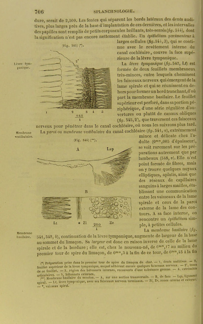 (l-'ig. 545) (*). l.cvrc lym- pauique. 2 60 dure, serait de 2,500. Les fenics qui séparent les bords latéraux des dents audi- tives, plus larges près de la base d'implantation de ces dernières, et les intervalles des papilles sont remplis de petils corpuscules brillants, très-serrés (As- aU), dont la signification n'est pas encore nettement établie. Un épithéHum pavimenteux îi larges cellules (^.341,3), qui se conti- nue avec le revêtement interne du canal cochléaire, couvre la face supé- rieure de la lèvre tympanique. La lèvre tympanique {fig. 5i2, Lt) est formée de deux feuillets membraneux très-minces, entre lesquels cheminent les faisceaux nerveux qui émergent de la lame spirale et qui se réunissent en de- hors pour former un bord tranchant,d'où part la membrane basilaire. Le feuillet supérieur est perforé, dans sa portion pé- riphérique, d'une série régulière d'ou- vertures ou plutôt de canaux obliques {fig. 545,2'), que traversent ces faisceaux nerveux pour pénétrer dans le canal cochléaire, où nous les suivrons plus tard. Membrane La paroi OU membrane vestibuMre du canal cochléaire (fîg. 541, v), extrêmement Testibuiaire. mince et délicate chez l'a- dulte {0™',005 d'épaisseur), se voit rarement sur les pré- parations autrement que par lambeaux (5 48, v). Elle n'est point formée de fibres, mais on y trouve quelques noyaux elhptiques, aplatis, ainsi que des réseaux de capillaires sanguins à larges mailles, éta- blissant une communication entre les vaisseaux de la lame spirale et ceux de la paroi externe de la lame des con- tours. A sa face interne, on rencontre un épithèliiim sim- ple, à petites cellules. La membrane basilaire {fig. Menibrnnc , j i i oea basilaire. 541,54?, b), continuation delà lèvre tympanique, augmente de largeur de la uase au sommet du limaçon. Sa lanjevr est donc en raison inverse de celle de la lame spirale et de la bordure; elle est, chez le nouveau-né, de C»',!' au milieu du premier tour de spire du limaçon, de 0°,3 à la fin de ce tour, de 0',45 à la fio (♦) Préparation prise dans le premier tour de spire du limaçon du chat. — I, dcnls audilivcs. — 2. feuillet supérieur de la lèvre tympanique, auquel adhèrent encore quelques faisceaux nerveux. — 2 , trous de ce feuillet. — 3, région des bâtonnets internes recouverts d'une substance grenue. — 4, extrémités -iptinilaircs. — S, bAtonnets externes. . _ , - , \ „^^„T,t Membrane basilaire du mouton.- A, sur une section transversale. - B, de face - Up, lipament spiral. — L<, Icvrc tymp! ni()uc, avec ses faisceaux nerveux terminaux. — 7,i, Z^, zones interne et cxtcrnr. — vaisseau spiral. B