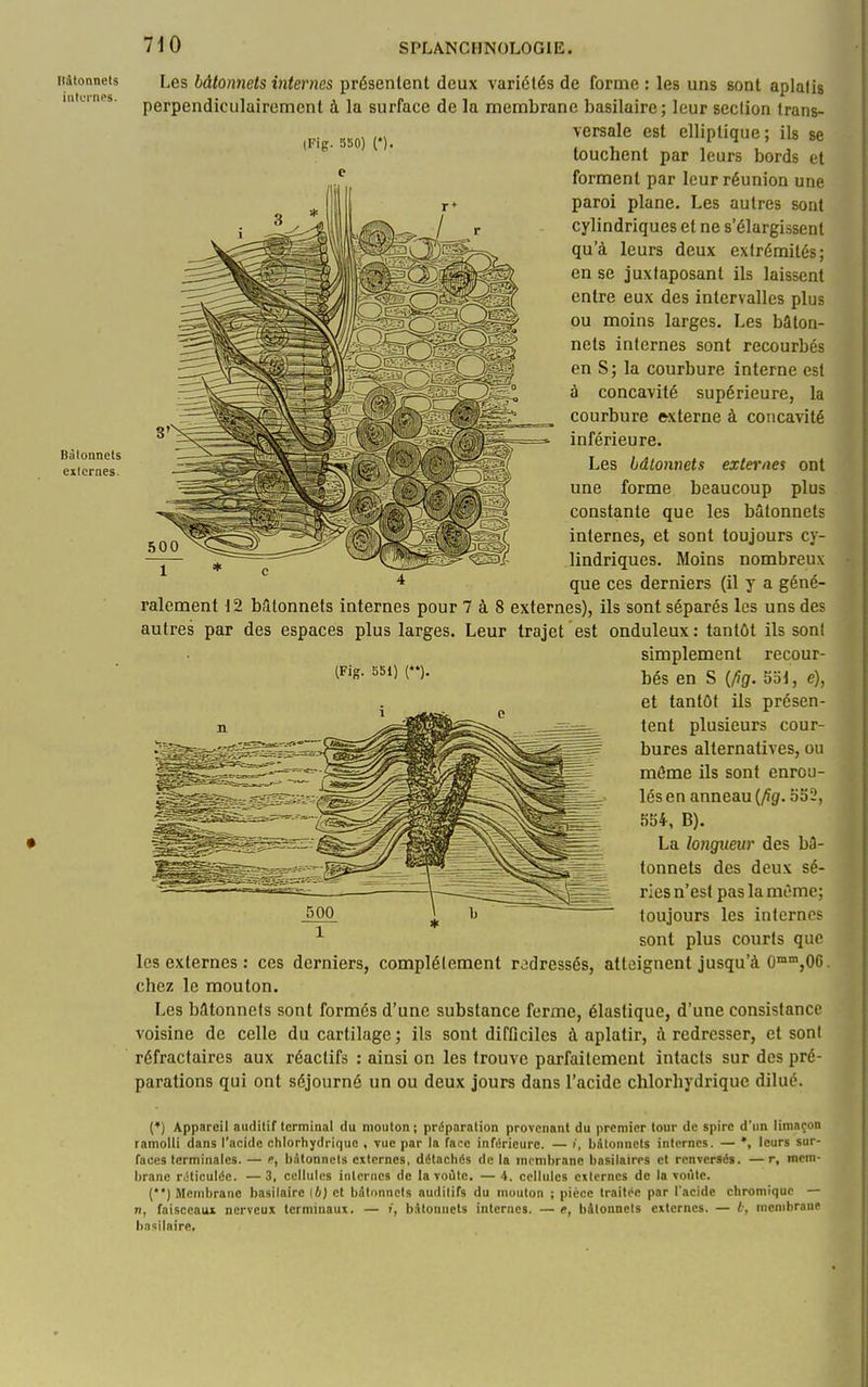 Iiâtonnets internes. Bâtonnets externes. Les bâtonnets internes présentent deux variétés de forme : les uns sont aplatis perpendiculairement à la surface de la membrane basilaire; leur section trans- (Fig.sso) (*). ^^^^^^ elliptique; ils se touchent par leurs bords et forment par leur réunion une paroi plane. Les autres sont cylindriques et ne s'élargissent qu'à leurs deux extrémités; en se juxtaposant ils laissent entre eux des intervalles plus ou moins larges. Les bâton- nets internes sont recourbés en S; la courbure interne est à concavité supérieure, la courbure externe à concavité inférieure. Les bâtonnets externes ont une forme beaucoup plus constante que les bâtonnets internes, et sont toujours cy- lindriques. Moins nombreux que ces derniers (il y a géné- ralement 12 bâtonnets internes pour 7 à 8 externes), ils sont séparés les uns des autres par des espaces plus larges. Leur trajet est onduleux: tantôt ils sont simplement recour- ^^'S- bés en S {fig. 5d1, e), et tantôt ils présen- tent plusieurs cour- bures alternatives, ou môme ils sont enrou- lés en anneau {/ig. b52, 554, B). La longueur des bâ- tonnets des deux sé- ries n'est pas la mt5me; toujours les internes sont plus courts que les externes : ces derniers, complètement redressés, atteignent jusqu'à 0™™,06, chez le mouton. Les bâtonnets sont formés d'une substance ferme, élastique, d'une consistance voisine de celle du cartilage; ils sont difficiles à aplatir, à redresser, et sont réfractaircs aux réactifs : ainsi on les trouve parfaitement intacts sur des pré- parations qui ont séjourné un ou deux jours dans l'acide chlorhydrique dilué. C) Appareil auditif terminal du mouton; préparation provenant du premier tour de spire d'un limaçon ramolli dans l'acide chlorhydrique , vue par la face inférieure. — i, bâtonnets internes. — *, leurs sur- faces terminales. — f, bâtonnets externes, détachés de la membrane basilaires et renversés. — r, mem- brane r.iticuléc. —3, cellules internes de la voûte. — 4. cellules externes de la voiilc. {*•) Membrane basilaire (6) et bâtonnets auditifs du mouton ; pièce traitée par l'acide chromiquc — n, faisceaui nerveux terminaux. — 7, bâtonnets internes. — e, bâtonnets externes. — fr, membrane bn<!ilaire.