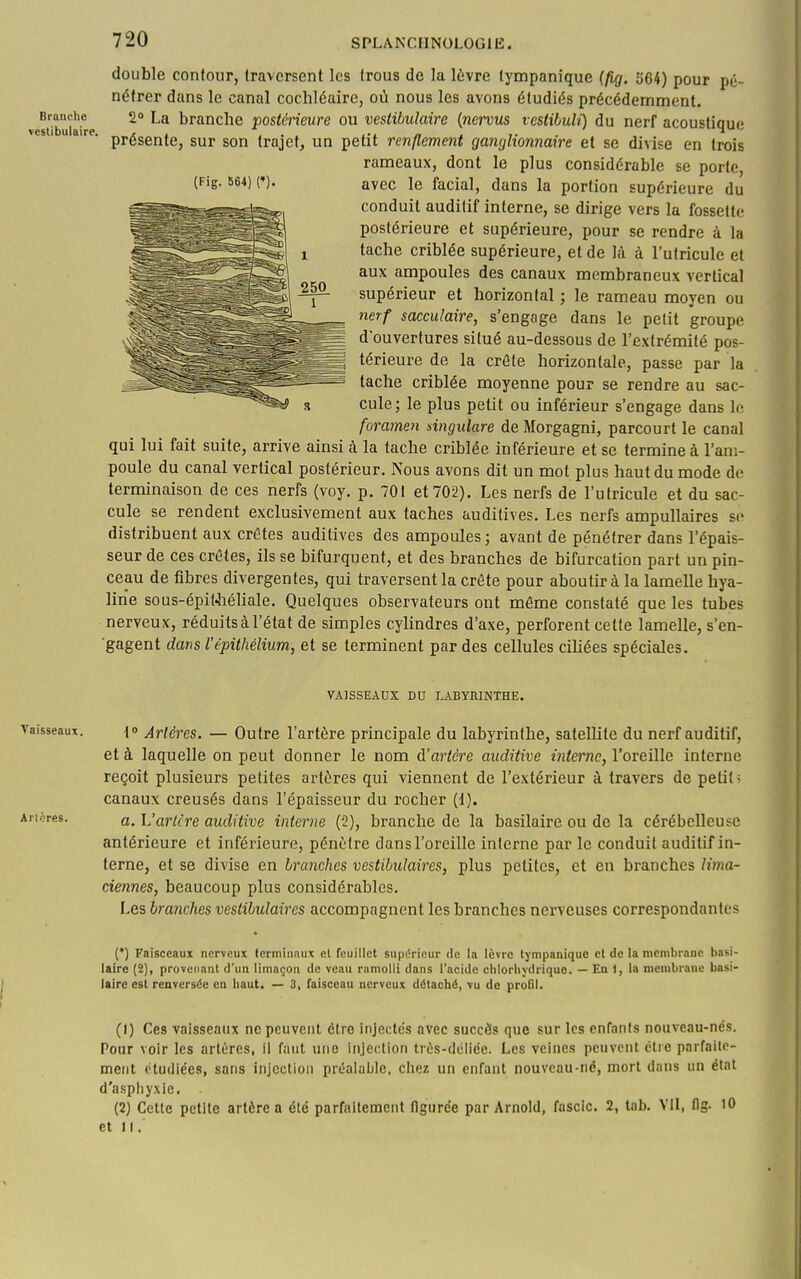 double contour, traversent les trous de la lèvre tympanique (fig. 564) pour pé- nétrer dans le canal cochléaire, où nous les avons étudiés précédemment. Branche 2 La branche postérieure ou vestibulaire {nervus vestibuU) du nerf acoustiauc vestibulaire, , , ... iw « ^ i- . . . ^ présente, sur son trajet, un petit renflement ganglionnaire et se divise en trois rameaux, dont le plus considérable se porte, (Fig. 564) (♦). avec le facial, dans la portion supérieure du conduit auditif interne, se dirige vers la fossette postérieure et supérieure, pour se rendre à la tache criblée supérieure, et de là à l'ulricule et aux ampoules des canaux membraneux vertical supérieur et horizontal ; le rameau moyen ou nerf sacculaire, s'engage dans le petit groupe douverfures situé au-dessous de l'extrémité pos- térieure de la crôte horizontale, passe par la tache criblée moyenne pour se rendre au sac- cule ; le plus petit ou inférieur s'engage dans le foramen dngulare de Morgagni, parcourt le canal qui lui fait suite, arrive ainsi à la tache criblée inférieure et se termine à l'am- poule du canal vertical postérieur. Nous avons dit un mot plus haut du mode de terminaison de ces nerfs (voy. p. 70 i et 702). Les nerfs de l'utricule et du sac- cule se rendent exclusivement aux taches auditives. Les nerfs ampullaires se distribuent aux crêtes auditives des ampoules; avant de pénétrer dans l'épais- seur de ces crêtes, ils se bifurquent, et des branches de bifurcation part un pin- ceau de fibres divergentes, qui traversent la crête pour aboutir à la lamelle hya- line sous-épit4iéliale. Quelques observateurs ont même constaté que les tubes nerveux, réduits à l'état de simples cylindres d'axe, perforent cette lamelle, s'en- gagent dans l'épithélium, et se terminent par des cellules cihées spéciales. VAISSEAUX DU LABYRINTHE. Vaisseaux. |o Arlères. — Outre l'artère principale du labyrinthe, satellite du nerf auditif, et à laquelle on peut donner le nom à'artère auditive interne, l'oreille interne reçoit plusieurs petites artères qui viennent de l'extérieur à travers de petit ; canaux creusés dans l'épaisseur du rocher (1). Ancres. a. L'artère auditive interne (2), branche de la basilaire ou de la cérébelleuse antérieure et inférieure, pénètre dans l'oreille interne par le conduit auditif in- terne, et se divise en branches vestibulaires, plus petites, et en branches Hma- ciennes, beaucoup plus considérables. Les branches vestibulaires accompagnent les branches nerveuses correspondantes (•) Faisceaux nerveux terminaux cl feuillet supérieur de la lèvre tympanique cl de la membrane basi- laire (2), provenant d'un limaçon de veau ramolli dans l'acide chlorhydriquc. — En 1, la membrane basi- laire est renversée en liaut. — 3, faisceau nerveux détaché, vu de profil. (!) Ces vaisseaux ne peuvent ctro injectes avec succès que sur les enfants nouveau-nés. Pour voir les artères, Il faut une injection très-déliée. Les veines peuvent clie parfaite- ment étudiées, sans injection préalable, cliez un enfant nouveau-né, mort dans un état d'asphyxie. (2) Cette petite artère a été parfaitement ngurée par Arnold, fascic. 2, tab. VII, fig. 10 et II.