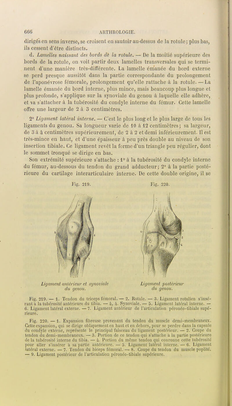 dirigés en sens inverse, se croisent en sautoir au-dessus de la rotule; plus bas, ils cessent d'être distincts. d. Lamelles naissant des bords de la rotule. — De la moitié supérieure des bords de la rotule, on voit partir deux lamelles transversales qui se termi- nent d'une manière très-différente. La lamelle émanée du bord externe se perd presque aussitôt dans la partie correspondante du prolongement de l'aponévrose fémorale, prolongement qu'elle rattache à la rotule. — La lamelle émanée du bord interne, plus mince, mais beaucoup plus longue et plus profonde, s'applique sur la synoviale du genou à laquelle elle adhère, et va s'attacher à la tubérosité du condyle interne du fémur. Celle lamelle offre une largeur de 2 à 3 centimètres. 2° Ligament latéral interne. — C'est le plus long et le plus large de tous les ligaments du genou. Sa longueur varie de 10 à 12 centimètres; sa largeur, de 3 à li centimètres supérieurement, de 2 à 2 et demi inférieurement. Il est très-mince en haut, et d'une épaisseur à peu près double au niveau de son insertion tibiale. Ce ligament revêt la forme d'un triangle peu régulier, dont le sommet tronqué se dirige en bas. Son extrémité supérieure s'attache : 1° à la tubérosité du condyle interne du fémur, au-dessous du tendon du grand adducteur; 2° à la partie posté- rieure du cartilage interarticulaire interne. De cette double origine, il se Fig. 219. — 1. Tendon du triceps fémoral. — 2. Rotule. — 3. Ligament rotulien s'insé- rant a la tubérosité antérieure du tibia. — U, U- Synoviale. — 5. Ligament latéral interne. — 6. Ligament latéral externe.—7. Ligament antérieur de l'articulation péronéo-tibiale supé- rieure. Fig. 220. — 1. Expansion fibreuse provenant du tendon du muscle demi-membraneux. Cette expansion, qui se dirige obliquement en haut et en dehors, pour se perdre dans la capsule du condyle externe, représente le principal faisceau du ligament postérieur. — 2. Coupe du tendon du demi-membraneux. — 3. Portion de ce tendon qui s'attache a la partie postérieure de la tubérosité interne du tibia. — 4- Portion du même tendon qui couronne cette tubérosité pour aller s'insérer a sa partie antérieure. — 5. Ligament latéral interne. — 6. Ligament latéral externe. — 7. Tendon du biceps fémoral. — 8. Coupe du tendon du muscle poplité. — 9. Ligament postérieur de l'articulation péronéo-tibialc supérieure. Fig. 219. Fig. 220. Ligament antérieur et synoviale du genou. Ligament postérieur du genou.