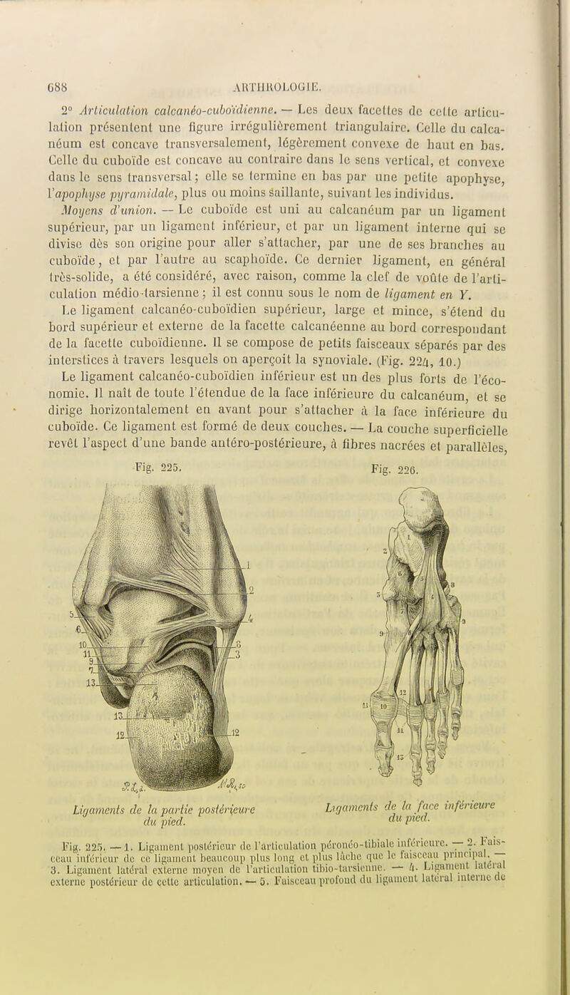 2° Articulation calcanéo-cubdïdienne. — Les deux facettes de celte articu- lation présentent une figure irrégulièrement triangulaire. Celle du calca- néum est concave transversalement, légèrement convexe de haut en bas. Celle du cuboïde est concave au contraire dans le sens vertical, et convexe dans le sens transversal; elle se termine en bas par une petite apophyse, l'apophyse pyramidale, plus ou moins saillante, suivant les individus. Moyens d'union. — Le cuboïde est uni au calcanéum par un ligament supérieur, par un ligament inférieur, et par un ligament interne qui se divise dés son origine pour aller s'attacher, par une de ses branches au cuboïde, et par l'autre au scaphoïde. Ce dernier ligament, en général très-solide, a été considéré, avec raison, comme la clef de voûte de l'arti- culation médio tarsienne ; il est connu sous le nom de ligament en Y. Le ligament calcanéo-cuboïdien supérieur, large et mince, s'étend du bord supérieur et externe de la facette calcanéenne, au bord correspondant de la facette cuboïdienne. Il se compose de petits faisceaux séparés par des interstices à travers lesquels on aperçoit la synoviale. (Fig. 22Zi, 10.) Le ligament calcanéo-cuboïdien inférieur est un des plus forts de l'éco- nomie. 11 naît de toute l'étendue de la face inférieure du calcanéum, et se dirige horizontalement en avant pour s'attacher à la face inférieure du cuboïde. Ce ligament est formé de deux couches. — La couche superficielle revêt l'aspect d'une bande antéro-postérieure, à fibres nacrées et parallèles, Fig- 225. Fig. 220. Ligaments de la partie postérieure du pied. Ligaments de la face inférieure du pied. Fig. 225. —1. Ligament postérieur de l'articulation péronéo-tibiale inférieure. —2. Fais- ceau inférieur de ce ligament beaucoup plus long et plus lâche que le faisceau principal. 3. Ligament latéral externe moyen de l'articulation tibiô-tarsienne, — h- Ligament latéral externe postérieur de cette articulation. — 5. Faisceau profond du ligament latéral interne (le