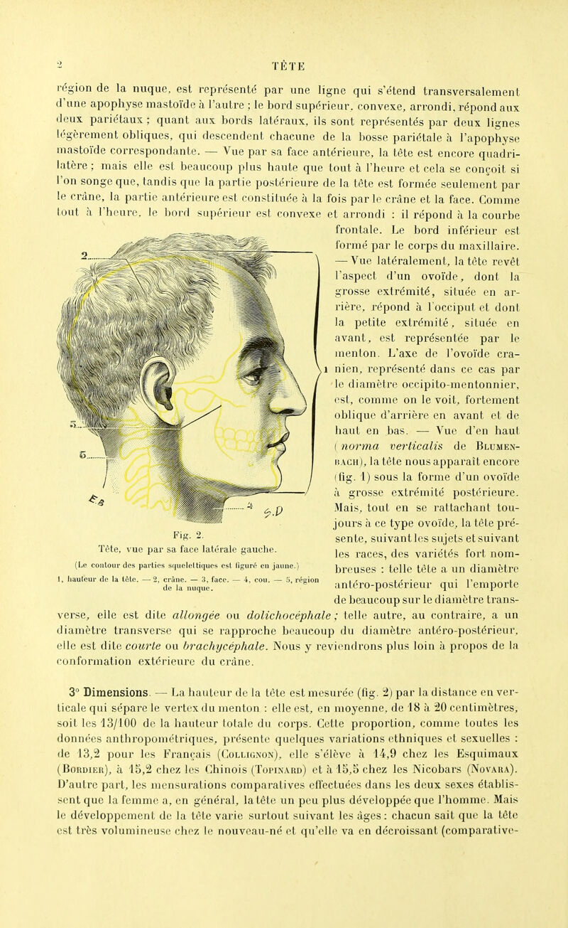 TÉ TE région de la nuque, est représenté par une ligne qui s'étend transversalement d'une apophyse mastoïde à l'autre ; le bord supérieur, convexe, arrondi, répond aux deux pariétaux ; quant aux bords latéraux, ils sont représentés par deux lignes légèrement obliques, qui descendent chacune de la bosse pariétale à l'apophyse mastoïde correspondante. — Vue par sa face antérieure, la tête est encore quadri- latère ; mais elle est beaucoup plus haute que tout à l'heure et cela se conçoit si l'on songe que, tandis que la partie postérieure de la tête est formée seulement par le crâne, la partie antérieure est constituée à la fois parle crâne et la face. Comme tout h l'heure, le bord supérieur est convexe et arrondi : il répond à la courbe frontale. Le bord inférieur est verse, elle est dite allongée ou dolichocéphale ; telle autre, au contraire, a un diamètre transverse qui se rapproche beaucoup du diamètre antéro-postérieur, elle est dite courte ou brachycéphale. Nous y reviendrons plus loin à propos de la conformation extérieure du crâne. 3° Dimensions. — La hauteur de la tète est mesui'ée (fig. 2) par la distance en ver- ticale qui sépare le vertoxdu luenton : elle est, en moyenne, de 18 à 20 centimètres, soit les 13/100 de la hauteur lotale du corps. Cette proportion, comme toutes les données anthropométriques, présente quelques variations ethniques et sexuelles : de 13,2 pour les Français (Collignon), elle s'élève à 14,9 chez les Esquimaux (Bordier), à 15,2 chez les Chinois (Topinard) et à 15,5 chez les Nicobars (Novara). D'autre part, les mensurations comparatives effectuées dans les deux sexes établis- sent que la femme a, en général, la tête un peu plus développée que l'homme. Mais le développement de la tête varie surtout suivant les âges : chacun sait que la tête est très volumineuse chez le nouveau-né et qu'elle va en décroissant (comparative- 1 liACH ), la tête nous apparaît encore (tîg. 1) sous la forme d'un ovoïde à grosse extrémité postérieure. Mais, tout en se rattachant tou- jours à ce type ovoïde, la téte pré- sente, suivant les sujets et suivant les races, des variétés fort nom- breuses : telle tête a un diamètre antéro-postérieur qui l'emporte de beaucoup sur le diamètre trans- formé par le corps du maxillaire. — Vue latéralement, la tête revêt l'aspect d'un ovoïde, dont la grosse extrémité, située en ar- rière, répond à l'occiput et dont la petite extrémité, située en avant, est représentée par le menton. L'axe de l'ovoïde crâ- nien, représenté dans ce cas par le diamètre occipito-mentonnier, est, comme on le voit, fortement oblique d'arrière en avant et de haut en bas. — Vue d'en haut ( norma verticalis de Blumen-