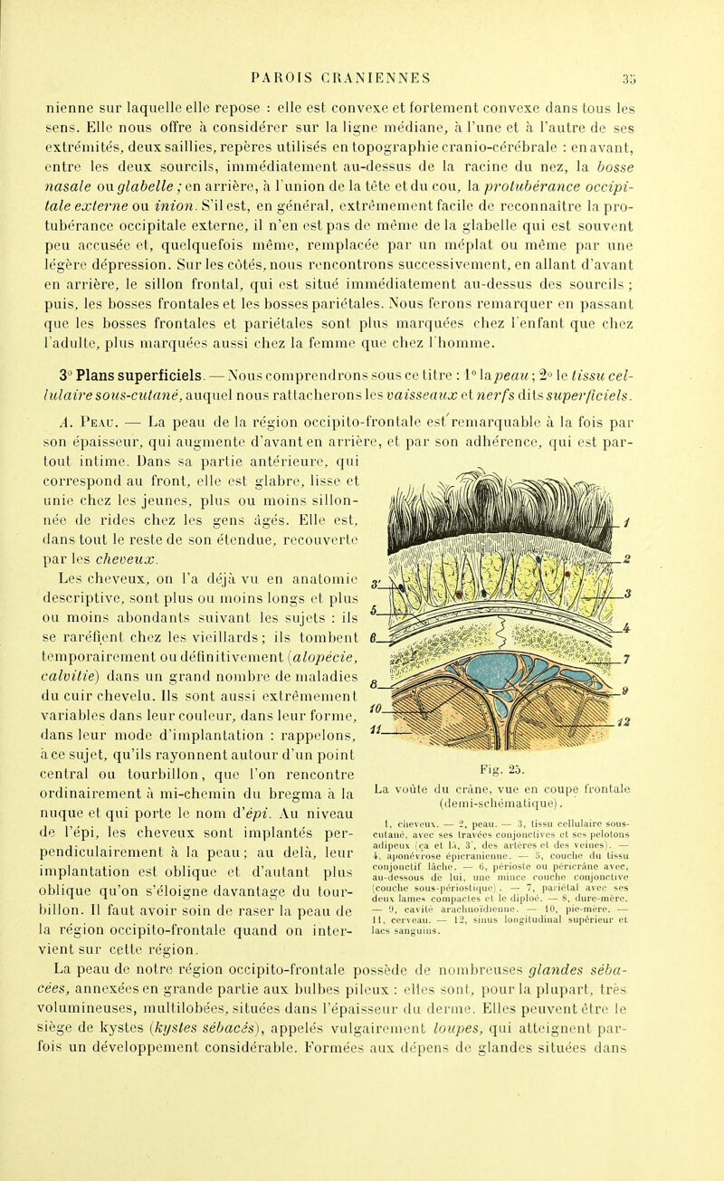 nienne sur laquelle elle repose : elle est convexe et fortement convexe dans tous les sens. Elle nous offre à considérer sur la ligne médiane, à l'une et à l'autre de ses extrémités, deux saillies, repères utilisés en topographie cranio-cérébrale : en avant, entre les deux sourcils, immédiatement au-dessus de la racine du nez, la bosse nasale ou glabelle ; en arrière, h l'union de la tète et du cou, la protubérance occipi- tale externe ovl mzon. S'il est, en général, extrêmement facile de reconnaître la pro- tubérance occipitale externe, il n'en est pas de même delà glabelle qui est souvent peu accusée et, quelquefois même, remplacée par un méplat ou même par une légère dépression. Sur les côtés, nous rencontrons successivement, en allant d'avant en arrière, le sillon frontal, qui est situé immédiatement au-dessus des sourcils; puis, les bosses frontales et les bosses pariétales. Nous ferons remarquer en passant que les bosses frontales et pariétales sont plus marquées chez l'enfant que chez l'adulte, jdIus marquées aussi chez la femme que chez I homme. S'' Plans superficiels. — Nous comprendrons sous ce titre : 1° \iypeau ; 2o le tissu cel- lulaire sous-cutané, auquel nous rattacherons les vaisseaux et nerfs dits superficiels. A. Peau. — La peau de la région occipito-frontale est'remarquable à la fois par son épaisseur, qui augmente d'avant en arrière, et par son adhérence, qui est par- tout intime. Dans sa partie antérieure, qui correspond au front, elle est glabre, lisse et unie chez les jeunes, plus ou moins sillon- née de rides chez les gens âgés. Elle est, dans tout le reste de son étendue, recouverte par les cheveux. Les cheveux, on l'a déjà vu en anatomie descriptive, sont plus ou moins longs et plus ou moins abondants suivant les sujets : ils se raréfient chez les vieillards; ils tombent temporairement ou définitivement [alopécie, calvitie) dans un grand no)nbre de maladies du cuir chevelu. Ils sont aussi extrêmement variables dans leur couleur, dans leur forme, dans leur mode d'implantation : rappelons, à ce sujet, qu'ils rayonnent autour d'un point central ou tourbillon, que l'on rencontre ordinairement à mi-chemin du bregma à la nuque et qui porte le nom d'épi. Au niveau de l'épi, les cheveux sont implantés per- pendiculairement h la peau ; au delà, leur implantation est oblique et d'autant plus oblique qu'on s'éloigne davantage du tour- billon. 11 faut avoir soin de raser la peau de la région occipito-frontale quand on inter- vient sur cette région. La peau de notre région occipito-frontale possède de nombreuses glandes séba- cées, annexées en grande partie aux bulbes pileux : elles sont, pour la plupart, très volumineuses, multilobées, situées dans l'épaisseur du derme. Elles peuvent être le siège de kystes {kystes sébacés), appelés vulgairement loupes, qui atteignent par- fois un développement considérable. Formées aux dépens de glandes situées dans Fig. 25. La vûùte du ci'àne, vue en coupe frontale (demi-schématique). 1, cheveux. — 2, peau. — 3, tissu cellulaire sous- cutané, avec ses travées conjonctives et ses pelotons adipeux (ça et l.'i, 3', des artères et des veines). — 4, aponévrose épieranieune. — 5, couche du tissu coujouclif lâche. — 6, périoste ou péricràue avec, au-dessous dé lui, une mince couche conjonctive (couche sous-périostir|ue) . — 7, paiiclal avec ses deux lames compactes et le diploù. — 8, dure-mère. — cavité arachnoïdienue. — 10, pie-mère. — 11, cerveau. — 12, sinus longitudinal supérieur et lacs sanguins.