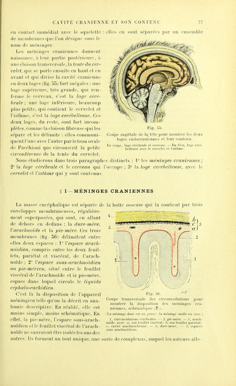 en contact immédiat avec le squelette : elles en sont séparées par un ensemble de membranes que l'on désigne sous le nom de méninges. i^r.i/.àt/hÈJ^^^-^^^^^^^ Les méninges crâniennes donnent naissance, à leur partie postérieure , à une cloison transversale, la tente du cer- velet, qui se porte ensuite en haut et en avant et qui divise la cavité crânienne en deux loges (fig. 55) fort inégales : une loge supérieure, très grande, qui ren- ferme le cerveau, c'est la loge céré- brale ; une loge inférieure, beaucoup plus petite, qui contient le cervelet et l'isthme, c'est la loge cérébelleuse. Ces deux loges, du reste, sont fort incom- plètes, comme la cloison fibreuse qui les sépare et les délimite : elles communi- quent l'une avec l'autre par le trou ovale de Pacchioni que circonscrit la petite circonférence de la tente du cervelet. Nous étudiei-ons dans trois paragraphes distincts : i° les méninges crâniennes ; 2° la loge cérébrale et le cerveau qui l'occupe ; 3° la loge cérébelleuse, avec le cervelet et Visthme qui y sont contenus. Fig. 55. Coupe sagittale de la^ tête pour montrer les deux loges endocraniennes et leur contenu. En rouge, logo cérébrale et cerveau. — En hleu, loge céré- belleuse avec le cervelet el risllime. § I —MENINGES CRANIENNES la boîte osseuse qui la contient par troi^ ai La masse encéphalique est séparée de enveloppes membraneuses, régulière- ment superposées, qui sont, en allant de dehors en dedans : la dure-mère, l'arachnoïde et la pie-mère. Ces trois membranes (tig. 56) délimitent entre elles deux espaces : 1° Vespace arach- noïdien, compris entre les deux feuil- lets, pariétal et viscéral, de l'arach- noïde ; 2 Vespace sous-arachnoïdien ou pie-mérien, situé entre le feuillet viscéral de l'arachnoïde et la pie-mère, espace dans lequel circule le liquide céphalo-rachidien. C'est là la disposition de l'appareil méningien telle qu'on la décrit en ana- tomie descriptive. En réalité, elle est moins simple, moins schématique. En etïet. la pie-mère, l'espace sous-ai-ach- noïdien el le feuillet viscéral de l'arach- noïde ne sauraient être isolés les uns des autres. Ils forment un tout unique, une sorte de complexus, auquel les auteurs aile O-D pour cra- Fig. 56. Coupe transversale des circonvolutions montrer la disposition des méninges niennes, schématique (T.). (La méninge dure est en Jaune : la méninge molle en rose.) 1, circonvolulions cérébrales. — 2, pie-mcre. — 3, aracli-' noïde, arec ; a, son leuillet viscéral ; b, son feuillet pariétal ; c, cavité araclnioïiiienue. — 4, dure-mère. — 5, espaces sous-araclinoïdiens.