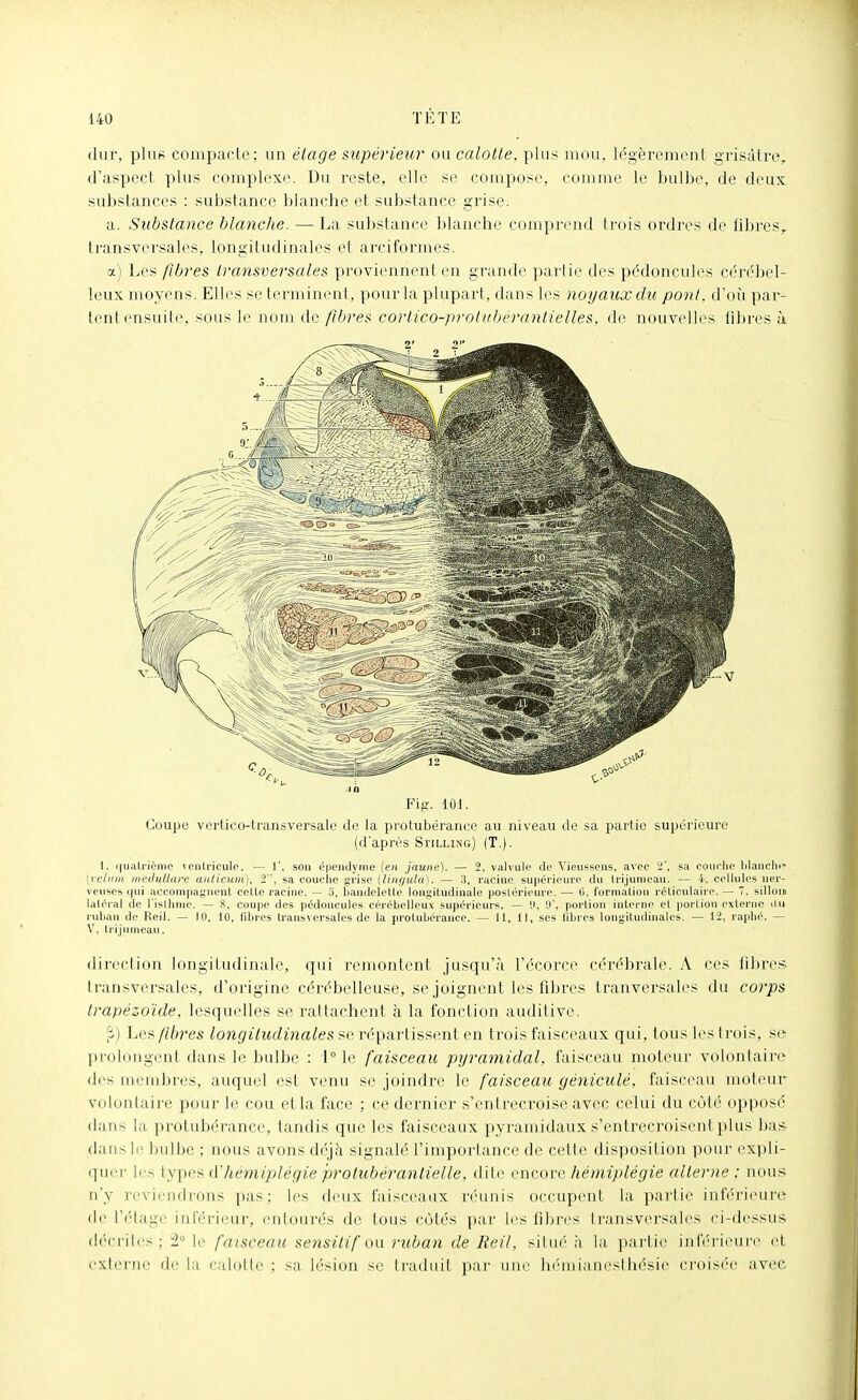 (kir, plue compacte; un étage supérieur ou calotte, plus mou, légèrement grisâtre, d'aspect plus complexe. Du reste, elle se compose, comme le bulbe, de deux substances : substance blanche et substance grise. a. Substance blanche. — La substance blanche comprend trois ordres de libres, transversales, longitudinales et arciformes. a) Les fibres Iraoïsversales proviennent en grande partie des pédoncules cérébel- leux moyens. Elles se terminent, pour la plupart, dans les noyaux du pont, d'où par- tent ensuite, sous le nom de fibres cortico-proiubérantielles, de nouvelles fibres à Coupe vertico-transversalo de la protubérance au niveau de sa partie suiiérieure (d'après Stilung) (T.). 1, quatrième leniricule. — 1', son épcndyme (en jaune). — 2, valvule do Vieussens, avec ï\ sa coiiolie blanches (velimi medullare anticum), 2, sa couche grise (lin(jula). — 3, racine supérieure du trijumeau. — 4. cellules ner- veuses qui accompagnent cette racine. — 3, bandelotlc longitudinale poslérieure. — 0. formation réticnlaire. — 7. sIlloiB latéral de l'isllirne. — 8, coupe des pédoncules cérébelleux supérieurs. — 'J, !)', portion iuterne et poriion externe du ruban de Reil. — 10, 10, libres transversales de la protubérance. — 11, 11, ses libres longitudinales. — 12, raplié. — V. Irijumean. direction longitudinale, qui remontent jusqu'à l'écorce cérébi^ale. A ces fibre:^ transversales, d'origine cérébelleuse, se joignent les fibres tranversales du corps trapézoïde, lesquelles se rattachent à la fonction auditive. ;i) hc?^ fibres longitudinales se répartissent en trois faisceaux qui, tous les (rois, se prolongent dans le bulbe : 1° le faisceau pyramidal, faisceau moteur volontaire des membres, auquel est venu se joindre le faisceau géniculé, faisceau moteur volontaire pour le cou etla face ; ce dernier s'entrecroise avec celui du côté opposé dans la protubérance, tandis que les faisceaux pyramidaux s'entrecroisent plus bas dans le bulbe ; nous avons déjà signalé l'importance de cette disposition pour expli- quei- les types d'hémiplégie protubérantielle, dite encore hémiplégie alterne ; nous n'y reviendrons pas; les deux faisceaux réunis occupent la partie inférieure de l'étage inférieur, entourés de tous côtés par les fibres Iransversales ci-dessus décrites; 2° le faisceau sensilif on ruban de Reil, situé h la partie inférieure et externe de la calotte ; sa lésion se traduit par une hémiancsthésie croisée avec