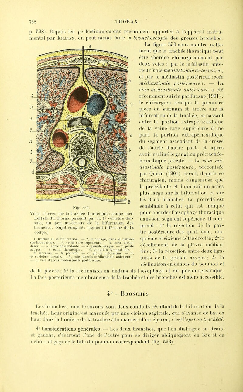 p. 598). Depuis les perfectionnements récemment apportés à l'appareil instiu- mcntal par Killian, on peut même faire la bronchoscopie des grosses bronches. 1^- A La figure 550 nous montre nette- ment que la trachée thoracique peut être abordée chirurgicalement par deux voies : par le médiastin anté- rieur (i'Oi'e médiastinale antérieure), et par le médiastin postérieur {voie médiastinale postérieure ). — La voie médiastinale antérieure a été récemment suivie par Ku,aiîd( 1901) : le chirurgien résèque la première pièce du stei'num et arrive sur la bifurcation de la trachée, en passant entre la portion extrapéricardique de la veine cave supérieure d'une part, la portion extrapéricardique du segment ascendant de la crosse de l'aorte d'autre part, et après avoir récliné le ganglion prétrachéo- bronchique précité. — La voie mé- diastinale postérieure, préconisée par QuÉNiJ (1901), serait, d'après ce chirurgien, moins dangereuse que la précédente et donnerait un accès plus large sur la bifurcation et sur les deux bronches. Le procédé est semblable à celui qui est indiqué pour aborder l'œsophage thoracique dans son segment supérieur. Il com- prend : 1° la résection de la par- tie postérieure des quatrième, cin- quième et sixième eûtes droites ; ii le décollement de la plèvre médias- tine; 3° la résection entre deux liga- tures de la grande azygos; 4° la réclinaison en dehors du poumon et de la plèvre ; 5° la réclinaison en dedans de l'œsophage et du pneumogastrique. La face postérieure membraneuse de la trachée et des bronches est alors accessible. Fig. obO. Voies d'accès sur la trachée thoracique : coupe hori- zontale du thorax passant par la 4^ vertèbre dor- sale, un peu au-dessus de la bifurcation des bronches. (Sujet congelé; segment inférieur de la coupe.) 1, trachée cl sa bifurcation. — 2, œ^ophase, dans sa portion sus-bronclii(iue. — ^, veine cave sn[)oricuro. — 4. aorte ascen- dante. — .5, aorte descendante. — 0. grande azygos. — 7. i>etite azygos. — 8, canal tlioraciquc. — 'J, ganglion lyniphalii|ue. a, sternum. — h, poumon. — c, plè\rc niédiastine. — rf, -i verlèbi'e dorsale. — A, voie d'accès médiastinale antérieure. — B, voie d'accès médiastinale postérieure. 4° — Bronches Les bronches, nous le savons, sont deux conduits résultant de la bifurcation de la trachée. Leur origine est marquée par une cloison sagittale, qui s'avance de bas en haut dans la lumière de la trachée à la manière d'un éperon, c'est l'éperon trachéal. 1° Considérations générales. — Les deux bronches, que l'on distingue en droite et gauche, s'écartent Tune de l'autre pour se diriger obliqueyient en bas et en dehors et gagner le bile du poumon correspondant (flg. 553j.