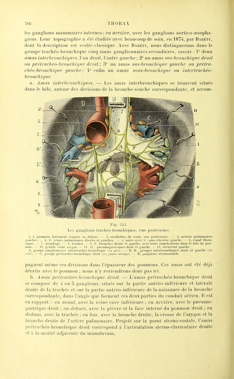 les ganglions maininaires internes; en arrière, avec les ganglions aortico-œsopha- giens. Leur topographie a été étudiée avec beaucoup de soin, en 4874, par Bauéty, dont la description est l'cstée classique. xVvec Bauéty, nous distinguerons dans le groupe trachéo-bronchique cinq amas ganglionnaires secondaires, savoir : 1 deux amas interbronchiques, l'un droit, l'autre gauche; 2° un amas stis-bronchique droit ou prélrachéo-bronchique droit; 3° un amas sus-bronclnque gauche ou prélra- chéo-bronchique gauche ; 4° enfin un amas sous-bronchique ou intertrachéo- bronchiqice. a. Amas interbronchiques. —• Les amas interbronchiques se trouvent situés dans le bile, autour des divisions de la bronche-souche correspondante, et accom- Fii;. 553. Los ganglions Irachéo-bronchiquos, vue postt'rieure. 1, 1, poumons forlnmcnt érignés en dehors. — 2, oreillettes du cœur, vue postérieure. — 3, artères pulmonaires gauches. — 4, 4', veines pulmonaires droites et gauches. — 5, aorte avec 5', sous-clavière gauche. — li, canal thora- cique. — 7, œsophage. — 8, trachée. — V, 9', bronches droite et gauche, avec leurs ramilications dans le hile du pou- mon. — lu, gi-ande veine azygos. — 11. Il', pneumogastruiues droit et gauche. — 12, récurrent gauche. A, grun|ie gauglionn ui'e iid.ertrachéo-bronchi(|ne (en gris). — B, B', groupes interhrouchiques droit et gauche [en vo-l). — C, groupe prélrachéo-broncliiquo droit [en jaune orange). — D, ganglions récurrenliels. pagnent même ces divisions dans l'épaisseur des poumons. Ces amas ont été déjà décrits avec le poumon ; nous n'y reviendrons donc pas ici. b. ÀJuas prélrachéo-bronchique droit. — L'amas prétrachéo-bronchique di^oit se compose de 4 ou 5 ganglions, situés sur la partie antéro-inférieure et latérale droite de la trachée et sur la partie antéro-inférieure de la naissance de la bronche correspondante, dans l'angle que forment ces deux parties du conduit aérien. Il est en rapport : en avant, avec la veine cave inférieure ; en ari'ière, avec le pneumo- gastrique droit ; en dehors, avec la plèvre et la face interne du poumon droit ; en dedans, avec la trachée ; en bas, avec la bronche droite, la crosse de l'azygos et la branche droite de l'artère pulmonaire. Projeté sur la paroi sterno-costale. l'amas prétrachéo-bronchique droit correspond à l'articulation sterno-claviculaire droite et à la moitié adjacente du manubrium.