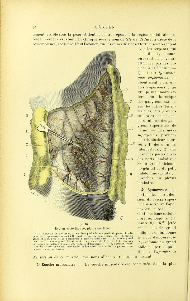 tcment visible sous la peau et dont le centre répond ù la région ombilicale : ce réseau veineux est connu en clinique sous le nom de tête de Méduse, à cause de la ressemblance, grossière il faut l'avouer, que les veines dilatées ettortueuses présentent avec les serpents, qui constituent, comme on le sait, la chevelure attribuée par les an- ciens à la Méduse. ■— Quant aux lymphali- ques superficiels, ils aboutissent : les uns ( les supérieurs ), au groupe mammaire ex- terne ou thoracique des ganglions axillai- res; les autres (les in- férieurs), aux groupes supéro-externe et su- péro-interne des gan- glions superficiels de l'aine. — Les nerfs superficiels provien- nent de plusieurs sour- ces : 1° des derniers intercostaux ; 2° des 1 ) r a n c h e s postérieures des nerfs lombaires ; 3^ du grand abdomi- no-génital et du petit abdomino- génital, branches du plexus lombaire. 4 Aponévrose su- perficielle. — Au-des- sous du fascia super- ficialis se trouve l'apo- névrose superficielle. C'est une lame cellulo- tibreuse, toujours fort mince (fig. 16,2), jetée sur le muscle grand oblique : on lui donne le nom d'aponévrose denveloppe du grand oblique, par opposi- tion à Vaponévrose (ïinsertion de ce muscle, que nous allons voir dans un instant. 5 Couche musculaire. — La couche musculaire est constituée, dans la plus Fig. 16. Région costo-iliaque, plan superficiel. 1, 1', lambeaux culanés avec, à leur face profonde, une partie du pannicule adi- peux. — 2, aponévrose superficielle, soulevée sur une sonde cannelée. — 3, muscle grand oblique, avec 3' son aponévrose d'insertion antérieure. — 4, muscle grand droit. — a, muscle grand dorsal. — 6, triangle de J.-L. Petit. — 7, 7, rameaux perforants des artères et veines intercostales et lombaires. — 8, 8, rameaux termi- naux des artères et veines intercostales et lombaires. — 9, crête iliaijue avec, au- dessous, la réïion fessière.