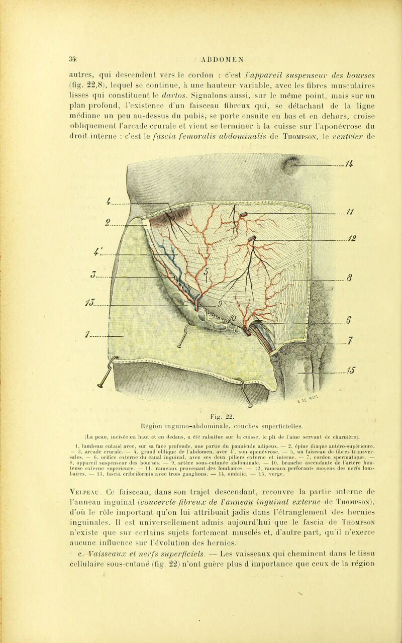 autres, qui descendent vers le cordon : c'est Vappareil siispenseur des bourses (fig. 22,8), lequel se continue, à une hauteur variable, avec les fibres musculaires lisses qui constituent le dartos. Signalons aussi, sur le même point,, mais sur un plan profond, l'existence d'un faisceau fibreux qui, se détachant de la ligne médiane un peu au-dessus du pubis, se porte ensuite en bas et en dehors, croise obliquement l'arcade crurale et vient se terminer à la cuisse sur l'aponévrose du droit interne : c'est le fascia femoralis abdominalis de Thompson, le ventrier de Fio- 22. Région inguino-abdominaJe, couches superficielles. (La peau, incisée en haut et eu dedans, a été rabattue sur la cuisse, le pli de l'aine servant de cliarnière). 1, lambeau cutané avec, sur sa face profonde, une partie du pannicule adipeux. — 1, épine iliaque antéro-supérieure. — 3, arcade crurale. — 4, grand oblique de l'abdomen, avec 4', sou aponévrose. — 5, un faisceau de libres transver- sales. — U, orifice externe du canal inguinal, avec ses deux piliers externe et inlerne. — 7, cordon spermatique. — S, appareil suspenseur des bourses. — 9, artère sous-cutanée abdominale. — 10, branche ascendante de l'artère hon- teuse externe supérieure. — 11, rameaux provenant des lombaires. — 12, rameaux perforants moyens des nerfs lom- baires. — 13, fascia cribriformis avec trois ganglions. — 14, ombilic. — 13, verge. Velpeau. Ce faisceau, dans son trajet descendant, recouvre la partie interne de l'anneau inguinal (couvercle fibreux de Vanneaio inguinal externe de Thompson), d'oii le rôle important qu'on lui attribuait jadis dans l'étranglement des hernies inguinales. Il est universellement admis aujourd'hui que le fascia de Thompson n'existe que sur certains sujets fortement musclés et, d'autre part, qu'il n'exerce aucune influence sur l'évolution des hernies. c. Vaisseaux et nerfs superficiels. — Les vaisseaux qui cheminent dans le tissu cellulaire sous-cutané (fig. 22) n'ont guère plus d'importance que ceux de la région