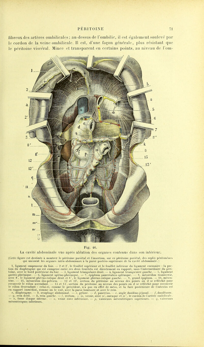 fibreux des artères ombilicales ; au-dessus de l'orabilic, il est e'galement soulevé par le cordon de la veine ombilicale. Il est, d'une façon ge'nérale, plus résistant que le péritoine viscéral. Mince et transparent en certains points, au niveau de l'om- Fig. La cavité abdominale vue après ablation des organes contenus dans son intérieur. (Cette figure est destinée à montrer le péritoine pariétal et l'insertion, sur ce péritoine pariétal, des replis périlonéaiu qui unissent les organes intra-abdominaux à la paroi postéro-supérieure de la cavité abdominale.) 1, ligament suspenseur du foie. — 2 et 2', le feuillet supérieur et le feuillet inférieur du ligament coronaire : la por- tion du diaphragme qui est comprise entre ces deux feuillets est directement en rapport, sans l'intermédiaire du péri- toine, avec le bord postérieur du foie. — 3, ligament triangulaire droit. — 4, ligament triangulaire gauche. — 5, ligament gastro-phrénique. — 0, ligament spléno-phrénique. — 7, épiploon pancréatico-spléuique. — 8, mésocôlon transverse, avec 8', le ligament pliréno-colique droit et 8 , le ligament phréno-colique gauche. — 9, grand épiploon. — 10, mésen- tère. — 11, mésocolon ilio-pelvien. — 12 et 12', section du péritoine au niveau des points où il se réfléchit pour recouvrir le colon ascendant. — 13 et 13', seclion du péritoine au niveau des points oii il se réfléchit pour recouvrir le côlon descendant : celui-ci, comme le précédent, n'a pas en effet de méso, et la face postérieure de l'mtestin est en rapport immédiat, comme on le voit, avec la paroi lombaire et avec le rein. », diaphragme. — è, oesophage abdominal. — c, pylore. — pancréas. — e, angle duodéno-jéjunal. — f, duodénum. — y, rem droit. — k, rein gauche. — rectum. — ni, vessie, avec )/(',ouraque et m, le cordon de l'artère ombilicale. — )î, fosse iliaque interne. — o, veine cave inférieure. — vaisseaux mésentériques supérieurs. — (/, vaisseaux mésentériques inférieurs.