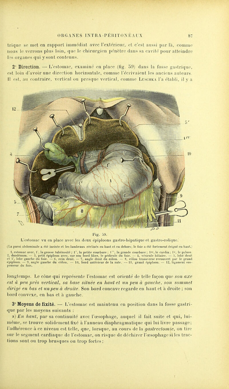 trique se met en rapport immédiat avec l'extérieur, et c'est aussi par là, comme nous le verrons plus loin, que le chirurgien pénètre dans sa cavité pour atteindre les organes qui y sont contenus. 2 Direction. — L'estomac, examiné en place (tig. 59) dans la fosse gastrique, est loin d'avoir une direction horizontale, comme l'écrivaient les anciens auteurs, il est. au contraire, vertical ou presque vertical, comme Luschka l'a établi, il y a Fig. 59. L'estomac vu en place avec les deux épiploons gastro-liépalique et gastro-colique. {La. paroi abdominale a été incisée et les lambeaux réclinés en haut et en dehors; le foie a été fortement érigné en liaut.l 1, estomac avec, 1', la grosse lubérosité ; 1, la petite courbure ; 1', la grande courbure ; liv, le cardia; Iv, le pylore. 2, duodénum. — 3, petit épiploon avec, sur son bord libre, le pédicule du foie. — 4, vésicule biliaire. — .'i, lobe droit et 5', lobe gauche du foie. — G, rein droit. — 7, angle droit du colon. — 8, côlon transversc l'ccouvcrl |iar le grand opiploon. — 9, angle gauche du côlon. — 10, bord antérieur de la raie. — 11, grand épiploon. — 12, ligament sus- penseur du foie, longtemps. Le cône qui représente l'estomac est orienté de telle façon que son axe est à peu près vertical, sa base située en haut et un peu à gauche, son S07nmet dirigé en bas cl un peu à droite. Son bord concave regarde en haut et à droite ; son l30rd convexe, en bas et à gauche. 3° Moyens de fixité. — L'estomac est maintenu en position dans la fosse gastri- que par les moyens suivants : a) En haut, par sa continuité avec l'œsophage, auquel il fait suite et qui, lui- même, se trouve solidement fixé à l'anneau diaphragmatique qui lui livre passage; l'adhérence à ce niveau est telle, que, lorsque, au cours de la gastrectomie, on tire sur le segment cardiaque de l'estomac, on risque de déchirer l'œsophage si les trac- lions sont ou trop brusques ou trop fortes ;
