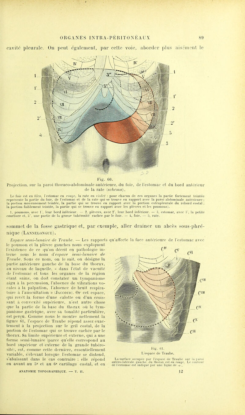 cavité pleurale. On peut également, par cette voie, aborder plus aisément le Fifi-. 60. Projection, sur la paroi thoraco-abdominale antérieure, du foie, de 1 estomac et du bord antéi'ieur de la rate (schéma), Lo foie est en bleu, l'estomac en rouge, la rate en violet : pour chacun de ces organes la partie fortement teintée rejjresonlc la partie du foie, de l'estomac et de la rate qui se trouve en rapport avec la paroi abdominale antérieure; la portion moyennement teintée, la partie (|ui se trouve en rapport avec la portion extrapleurale du rebord costal ; la portion faiblement teintée, la partie qui se trouve en rapport avec les plèvres et les poumons). 1, poumons, avec 1', leur bord inférieur. — 2. plèvres, avec 2', leur bord inférieur. — 3, estomac, aiee 3', la petite courbure et, 3 , une partie de la grosse tubérosité cachée par le foie. — 4, foie. — 5, rate. sommet de la fosse gastrique et, par exemple, aller drainer un nique (Lannelongue). Espace semi-limaire de Trauhe. — Les rapports qu'affecte la face antérieur le poumon et la plèvre gauches nous expliquent l'existence de ce qu'on décrit en pathologie in- terne sous le nom d'espace semi-lunaire de Traube. Sous ce nom, on le sait, on désigne la partie antérieure gauche de la base du thorax, au niveau de laquelle, « dans l'état de vacuité de l'estomac et tous les organes de la région étant sains, on doit constater un tympanisme aigu à la percussion, l'absence de vibrations vo- cales à la palpation, l'absence de bruit respira- toire à l'auscultation » (J.^ccoud). Or cet espace, qui revêt la forme d'une calotte ou d'un crois- sant à convexité supérieure, n'est autre chose que la partie de la base du thorax où le tym- panisme gastrique, avec sa tonalité particulière, est perçu. Comme nous le montre nettement la figure 61, l'espace de Traube répond assez exac- tement à la projection sur le gril costal, de la portion de l'estomac qui se trouve cachée par le thorax. Sa limite supérieure et externe, qui a une forme semi-lunaire (parce qu'elle correspond au bord supérieur et externe de la grande tubéro- sité], est, comme cette dernière, essentiellement variable, s'élevant lorsque l'estomac se distend, s'abaissant dans le cas contraire : elle répond en avant au 5= et au 6° cartilage costal, et en ANATOMIE TOPOGRAPHIQUE. — T. II. abcès soas-phré- de l'estomac avec Kig. Gl. L'espace de Traube. La surface occupée par l'espace de Traube sur la paroi antéro-latérale gauche 4u thorax est en rouge. Le contour de l'estomac est indiqué par une ligne de . .12