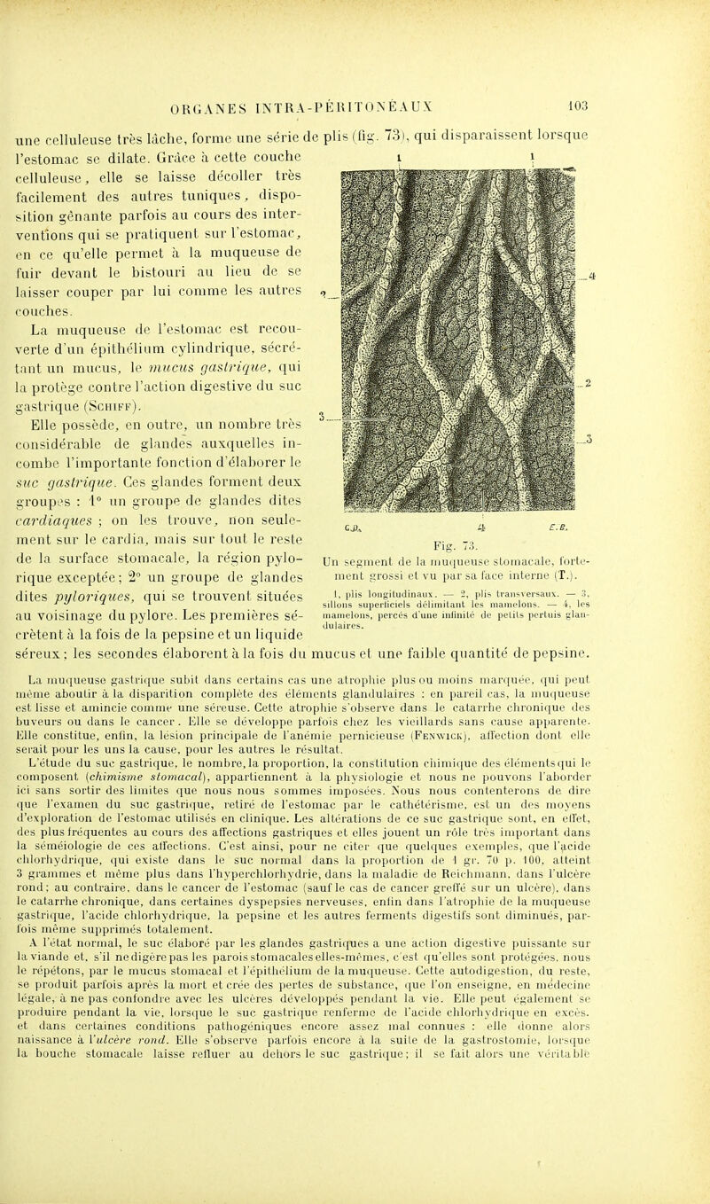 une cclluleuse très lâche, forme une série de plis (fig. 73), qui disparaissent lorsque l'estomac se dilate. Grâce à cette couche celluleuse, elle se laisse décoller très facilement des autres tuniques, dispo- sition gênante parfois au cours des inter- ventions qui se pratiquent sur l'estomac, en ce qu'elle permet à la muqueuse de fuir devant le bistouri au lieu de se laisser couper par lui conmie les autres couches. La muqueuse de l'estomac est recou- verte d'un épithélium cylindrique, sécré- tant un mucus, le ynucus gastrique, qui la protège contre l'action digestive du suc gastrique (Schiff). Elle possède, en outre, un nombre très considérable de glandes auxquelles in- combe l'importante fonction d'élaborer le suc gastrique. Ces glandes forment deux groupes : 1 un groupe de glandes dites cardiaques ; on les trouve, non seule- ment sur le cardia, mais sur tout le reste de la surface stomacale, la région pylo- rique exceptée; 2 un groupe de glandes dites pyloriques, qui se trouvent situées au voisinage du pylore. Les premières sé- crètent à la fois de la pepsine et un liquide séreux ; les secondes élaborent à la fois du mucus et une faible quantité de pepsine. La inuijueuse gastrique subit dans certains cas une alropliie plus ou moins marquée, qui peut même aboutir à la disparition complète des éléments glandulaires : en pareil cas, la muqueuse est lisse et amincie comme une séreuse. Cette atrophie s'observe dans le catarrhe chronique des buveurs ou dans le cancer. Elle se développe parfois chez les vieillards sans cause apparente. Elle constitue, enfin, la lésion principale de l'anémie pernicieuse (Fenwici;). affection dont elle serait pour les uns la cause, pour les autres le résultat. L'étude du suc gastrique, le nombre,la proportion, la constitution chimique des élémentsqui le composent {chimisme stomacal), appartiennent à la physiologie et nous ne pouvons l'aborder ici sans sortir des limites que nous nous sommes imposées. Nous nous contenterons de dire que l'examen du suc gastrique, retiré do l'estomac par le cathétérisme, est un des moyens d'exploration de l'estomac utilisés en clinique. Les altérations de ce suc gastrique sont, en elfet, des plus fréquentes au cours des affections gastriques et elles jouent un rôle très important dans la séraéiologie de ces alfections. C'est ainsi, pour ne citer que quelques exemples, que l'acide chlorhydrique, qui existe dans le suc noimal dans la proportion de 1 gr. 70 p. 100, atteint 3 grammes et même plus dans l'hyperchlorhydrie, dans la maladie de Reichmann, dans l'ulcère rond: au contraire, dans le cancer de l'estomac (sauf le cas de cancer greffé sur un ulcère), dans le catarrhe chronique, dans certaines dyspepsies nerveuses, enlin dans l'atrophie de la muqueuse gastrique, l'acide chlorhydrique, la pepsine et les autres ferments digestifs sont diminués, par- fois même supprimés totalement. A l'état normal, le suc élaboré par les glandes gastriques a une action digestive puissante sur la viande et, s'il ne digère pas les parois stomacales elles-mêmes, c'est qu'elles sont protégées, nous le répétons, par le mucus stomacal et l'épithélium de la muqueuse. Cette autodigestion, du reste, se produit parfois après la mort et crée des pertes de substance, que l'on enseigne, en médecine légale, à ne pas confondre avec les ulcères développés pendant la vie. Elle peut également se produire pendant la vie, lorsque le suc gastrique renferme de l'acide chlorhydrique en excès, et dans certaines conditions patliogéniques encore assez mal connues : elle donne alors naissance à l'ulcère rond. Elle s'observe parfois encore à la suite de la gastrostomie, lorsque la bouche stomacale laisse refluer au dehors le suc gastricjue; il se fait alors une véritable